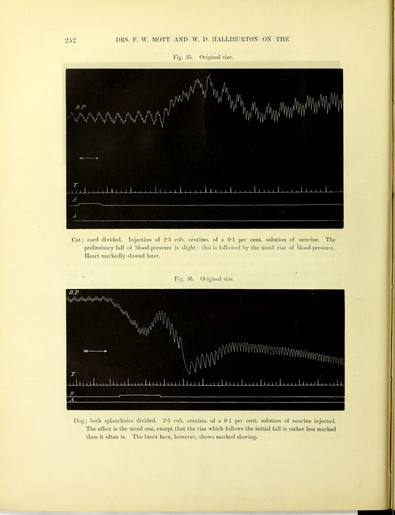 Fig. 35. Original size. Cat; cord divided. Injection of 2-5 cub. centims. of a OT per cent, solution of neurine. The preliminary fall of blood-pressure is slight; this is followed by the usual rise of blood-pressure. Heart markedly slowed later. Fig. 36. Original size. Dog; both splanchnics divided. 2-5 cub. centims. of a OT per cent, solution of neurine injected. The effect is the usual one, except that the rise which follows the initial fall is rather less marked than it often is. The heart here, however, shows marked slowing.