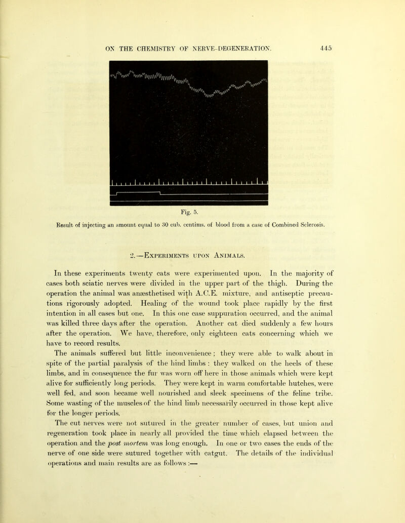 Fig. 5. Result of injecting an amount equal to 30 cu1). centims. of blood from a case of Combined Sclerosis. 2.—Experiments upon Animals. In these experiments twenty cats were experimented upon. In the majority of cases both sciatic nerves were divided in the upper part of the thigh. During the operation the animal was anaesthetised wi^h A.C.E. mixture, and antiseptic precau- tions rigorously adopted. Healing of the wound took place rapidly by the first intention in all cases but one. In this one case suppuration occurred, and the animal was killed three days after the operation. Another cat died suddenly a few hours after the operation. We have, therefore, only eighteen cats concerning which we have to record results. The animals suffered but little inconvenience; they were able to walk about in spite of the partial paralysis of the hind limbs : they walked on the heels of these limbs, and in consequence the fur was worn off here in those animals which were kept alive for sufficiently long periods. They were kept in warm comfortable hutches, were well fed, and soon became well nourished and sleek specimens of the feline tribe. Some wasting of the muscles of the hind limb necessarily occurred in those kept alive for the longer periods. The cut nerves were not sutured in the greater numlier of cases, but union and regeneration took place in nearly all provided the time which elapsed between the operation and the post mortem was long enough. In one or two cases the ends of the nerve of one side were sutured toa;ether with catsrut. The details of tlie individual operations and main results are as follows ;—