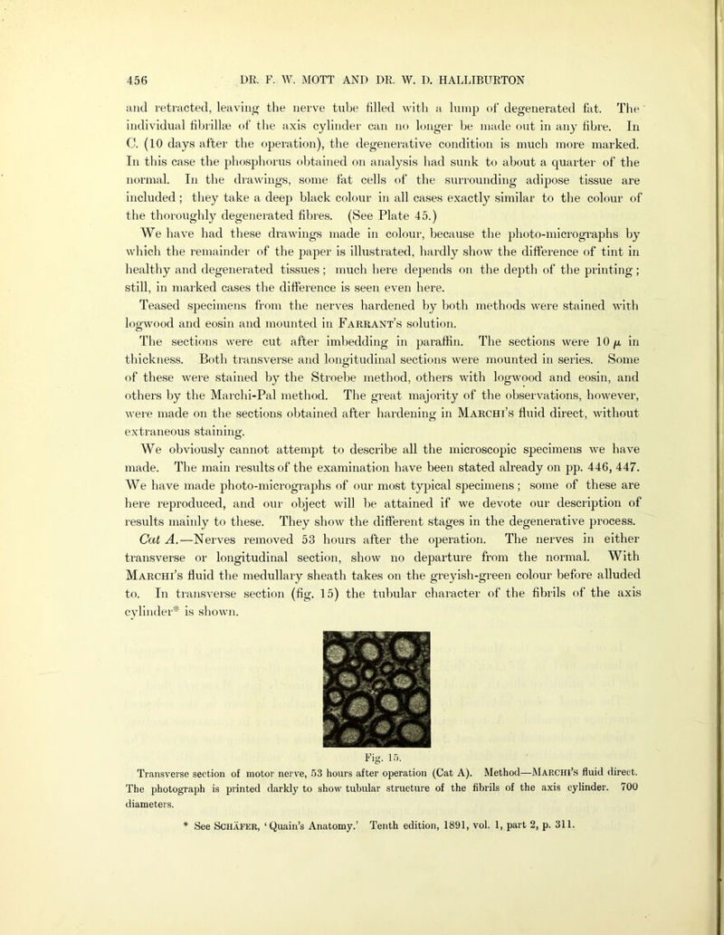 and retracted, leaving the nerve tube filled witli a lump of degenerated fat. The individual fibrillm ttf the axis cylinder can no longer be made out in any fibre. In C, (10 days after the operation), the degenerative condition is much more marked. In this case the phosphorus obtained on analysis had sunk to about a quarter of the normal. In the drawings, some fat cehs of the surrounding adipose tissue are included; they take a deep black colour in all cases exactly similar to the colour of the thoroughly degenerated fibres. (See Plate 45.) We have had these drawings made in colour, because the photo-micrographs by which the remainder of the paper is illustrated, hardly show the difference of tint in healthy and degenerated tissues; much here de^Dends on the depth of the printing ; still, in marked cases the difference is seen even here. Teased specimens from the nerves hardened by both methods were stained with logwood and eosin and mounted in Farrant’s solution. The sections were cut after imbedding in paraffin. The sections were 10 g in thickness. Both transverse and longitudinal sections were mounted in series. Some of these were stained by the Stroebe method, others with logwood and eosin, and others by the Marchi-Pal method. The great majority of the observations, however, were made on the sections obtained after hardening in Marchi’s fluid direct, without extraneous staining. We obviously cannot attempt to describe all the microscopic specimens we have made. The main results of the examination have been stated already on pp. 446, 447. We have made photo-micrographs of our most typical specimens; some of these are here reproduced, and our object will be attained if we devote our description of results mainly to these. They show the different stages in the degenerative process. Cat A.—Nerves removed 53 hours after the operation. The nerves in either transverse or longitudinal section, show no departure from the normal. With Marchi’s fluid the medullary sheath takes on the greyish-green colour before alluded to. In transverse section (fig. 15) the tubular character of the fibrils of the axis cylinder'* is shown. Fig. 15. Transverse section of motor nerve, 53 hours after operation (Cat A). Method—Marchi’s fluid direct. The photograph is printed darkly to show tubular structure of the fibrils of the axis cylinder. 700 diameters. * See Schafer, ‘Quain’s Anatomy.’ Tenth edition, 1891, vol. 1, part 2, p. 311.