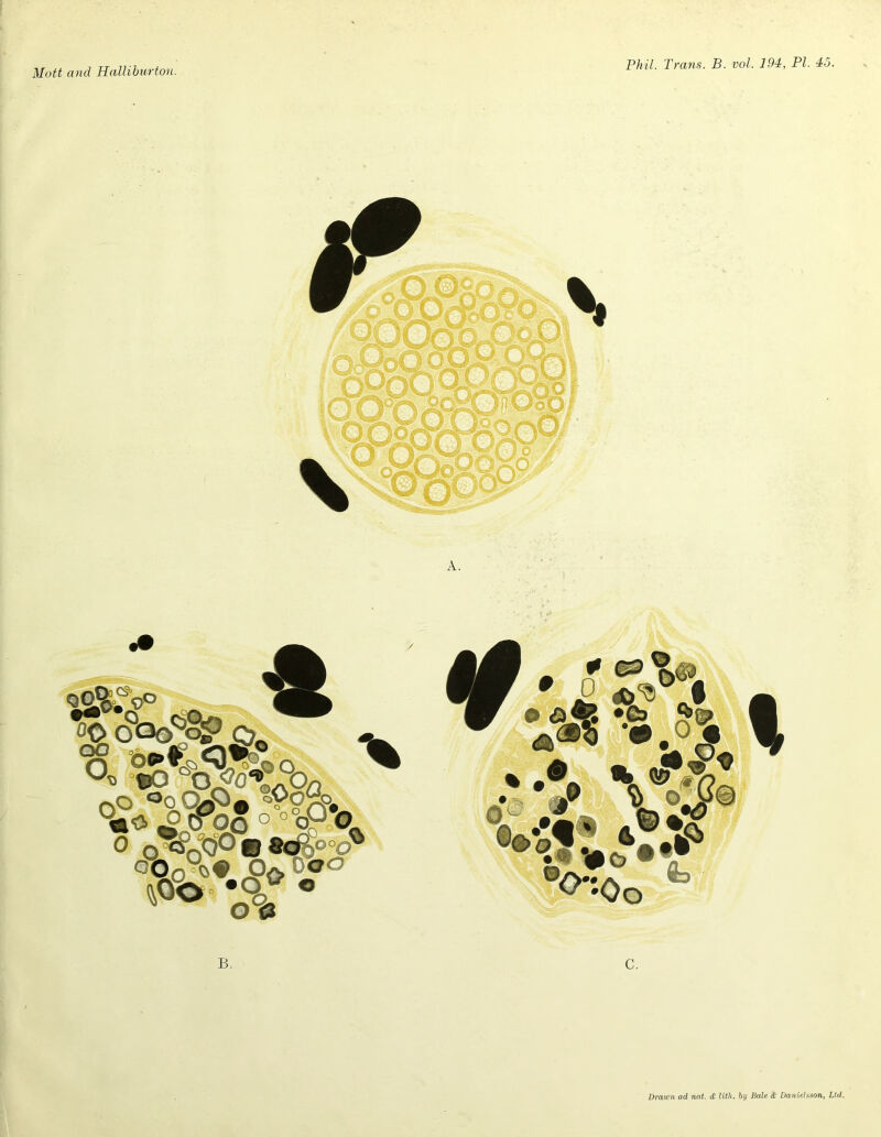 Mott and Halliburton. Phil. Trans. B. vol. 194, PI. 45. Oq oW^io. gtPoS 0 o^oO°® © 8c4®°c>^ tcfe » B, C. Drawn ad nat. dt lith. by Bale & DanieHson, Ltd.