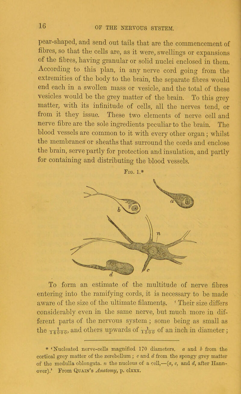 pear-sliaped, and send out tails tliat are the commencement of fibres, so that the cells are, as it were, swellings or expansions of the fibres, having granular or solid nuclei enclosed in them. According to this plan, in any nerve cord going from the extremities of the body to the brain, the separate fibres would end each in a swollen mass or vesicle, and the total of these vesicles would be the grey matter of the brain. To this grey matter, with its infinitude of cells, all the nerves tend, or from it they issue. These two elements of nerve cell and nerve fibre are the sole ingredients peculiar to the brain. The blood vessels are common to it with every other organ; whilst the membranes or sheaths that surround the cords and enclose the brain, serve partly for protection and insulation, and partly for containing and distributing the blood vessels. Fig. 1.* To form an estimate of the multitude of nerve fibres entering into the ramifying cords, it is necessary to be made aware of the size of the ultimate filaments. ‘ Their size differs considerably even in the same nerve, but much more in dif- ferent parts of the nervous system ; some being as small as the TiTOo, and others upwards of tsoo of inch in diameter; * ‘Nucleated nerve-cells magnified 170 diameters, a and b from the cortical grey matter of the zerebellum ; c and <7 from the spongy grey matter of the medulla oblongata, n the nucleus of a coll,—{a, c, and d, after Hann- over).’ From Quain’s Anatomy, p. clxxx.