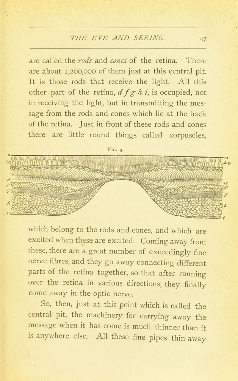 are called the rods and cones of the retina. There are about 1,200,000 of them just at this central pit. It is those rods that receive the light. All this other part of the retina, d f g h i, is occupied, not in receiving the light, but in transmitting the mes- sage from the rods and cones which lie at the back of the retina. Just in front of these rods and cones there are little round things called corpuscles. Fig. 5. which belong to the rods and cones, and which are excited when these are excited. Coming away from these, there are a great number of exceedingly fine nerve fibres, and they go away connecting different parts of the retina together, so that after running over the retina in various directions, they finally come away in the optic nerve. So, then, just at this point which is called the central pit, the machinery for carrying away the message when it has come is much thinner than it is anywhere else. All these fine pipes thin away