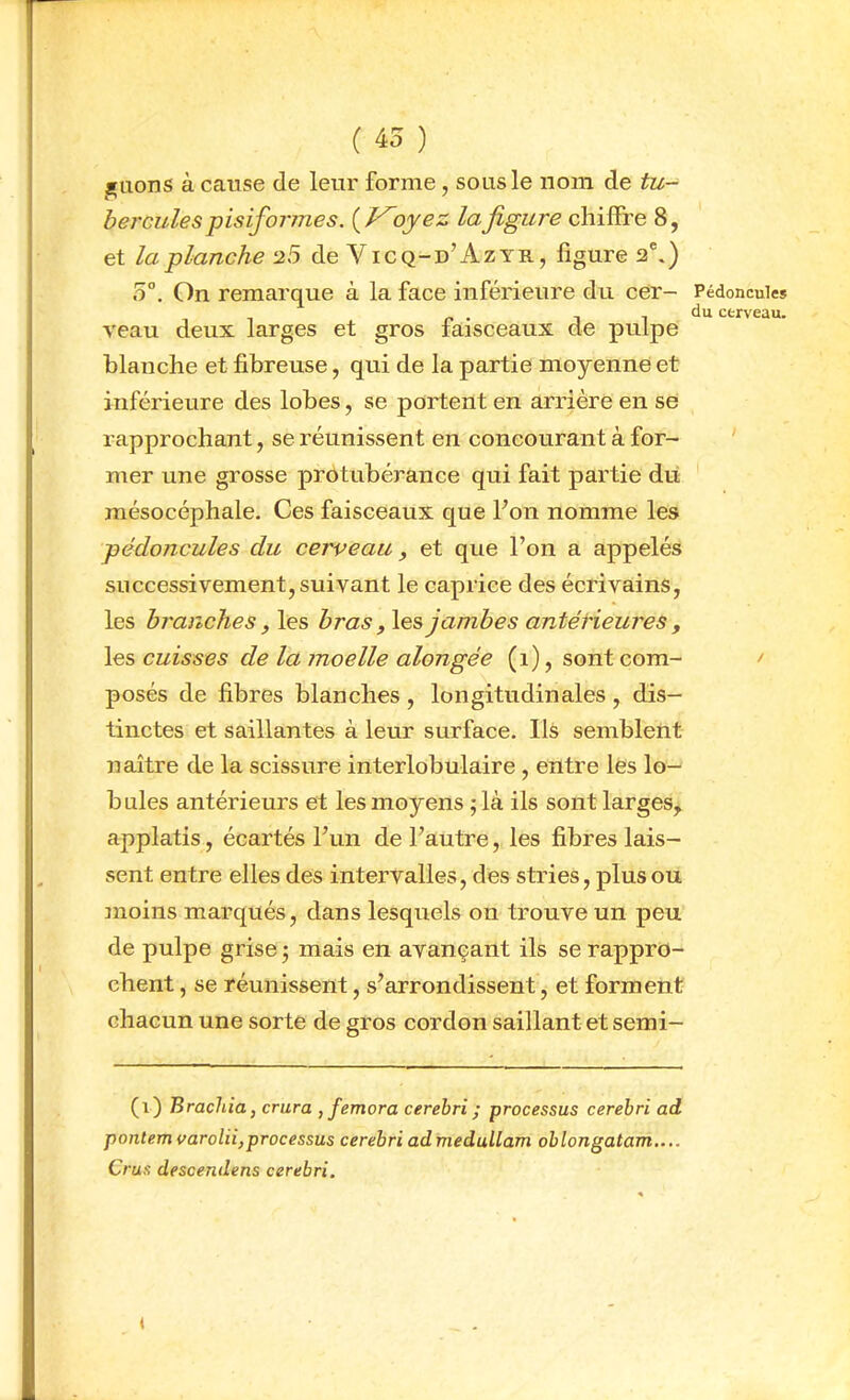 ( 45 ) içuons à cause de leur forme, sous le nom de tu- bercules pisifonnes. i^Voyez la figure chiffre 8, et la planche 25 de Vicq-d’Azyr, figure 2®,) o°. On remarque à la face inférieure du cer- veau deux larges et gros faisceaux de pulpe blanche et fibreuse, qui de la partie moyenne et inférieure des lobes, se portent en arrière en se rapprochant, se réunissent en concourant à for- mer une grosse protubérance qui fait partie dit mésocéphale. Ces faisceaux que Fon nomme les pédoncules du cerveau, et que l’on a appelés successivement, suivant le caprice des écrivains, les branches, les bras, les jambes antétieures , les cuisses de la moelle alongée (i), sont com- posés de fibres blanches , longitudinales , dis- tinctes et saillantes à leur surface. Ils semblent naître de la scissure interlobulaire, entre les lo- bules antérieurs et les moyens ; là ils sont larges, applatis, écartés l’un de l’autre, les fibres lais- sent entre elles des intervalles, des stries, plus ou moins marqués, dans lesquels on trouve un peu de pulpe grise ; mais en avançant ils se rappro- chent , se réunissent, s’arrondissent, et forment chacun une sorte de gros cordon saillant et semi- (i) Brachia, crura ,fentera cerehri; processus cerebri ad pontemvarolii,processus cerebri admedullam oblongatam.... Crus descendens cerebri. Pédoncules du cerveau. <