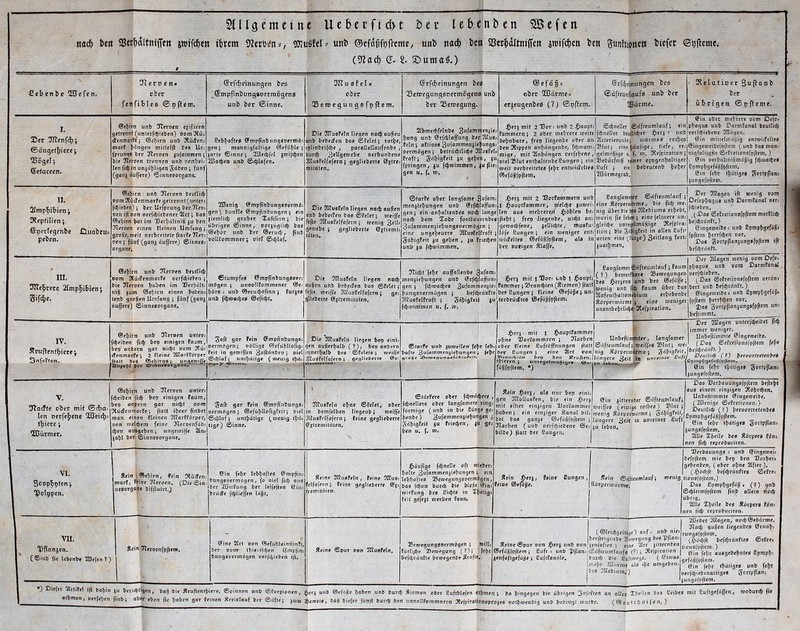 SUlgemctnc Uebei‘ft(i>t !)cr tcbcnbcn 3Befen ita^ t>c« SSciMttntffe« jwtf^cn «0?uß!el= unt» ©efdj3f9fteme, utii> na^ tcit SBer^dltniffen jwifctieti ien Sunftiottctr iiefer ©eftcme. (9?a(^) g. i. SDuntaö.) t Sebenbe 2Sefcn. fen Tfecoen. ober ’il>Ic6 ©pffem. ®rfci)einungen ies ©tnpfinbung»Dccmßgens unb ber ©inne. Ollussfel. ober Seroegunggfpffem. ©rfAeinungen bes 'BeroegungsoeemSgenö unb bet Beroegung. ®efög = ober BJätmes erjeugenbea (?) ©pffem. ©cfchcintingcn bcs ®Qf(euniloufs unb ber ®dtme. KeIa,fioer3ujIanb ber übrigen ©pffeme. I. T)tr TOenf(^; ©Qugetbierc j ^Jogel; ©Efaceeit. Oc^irn unb Ttcroen cjifliren getrennt (untcrfdjicben) oomOlüj (fenmarB^j ©c^irn unb Otucfcn; mor? |>öngcn mittcljl bes Urj iprun«t« ber Ttcrnen jufamracn^ Die IJTerocn trennen unb oertbeis lenfi^in unjdblisenSäi^cn ; fünf (gonj Qufferc) Sinnesorgane. Sebboffefl ©mppnbitngsoermös gen; monnigfoltige ©efüble ; |orfc©inne; 3ecpfel jroifchen :2I5ocben unb ©chlofcn. Die OHusFeln liegen nachaußeu unb bebecFen bos ©Feiet; rotbe, cplinbrifche , parallellaiifenbe , Durch Beltsctocbe oerbunbene TilusFelfafcrnj geglicberte ©gtres mitdten» 2fbn)c(hfelnb« 3ufamnienjie hung unb erfthlflffung bcr!DEu«, fein; oflioee permögen; bcttödiindje Mtustcl: fraft; gnhigteit Ju se])eii, ji fpringen, ju ftproimmen, Ju flie gen u. f. ro. J^eej mit 2'Bors unb 2 :^oupts 'Fammcrn; 2 ober mehrere weite 'behrtbare, frep liegenbe ober oti )bcn Stippen onhöngenbe, fd;n*ams 'Iraige, mif 2tnhdngen oerfehenc , oiel ©lut enthaltcnbcSungen; ein weit oerbreitetes fchc cntioicFcltrs ©cfdßfpftem. ©chncilcr ©öftcumlauf; eit fctinellcr btullicl)ct ^)crj : nni SIrterienpuIs; loarmcp rottjei Blut; eine hPOI'S'' ” gelmafige u, f. ip. Otefpirotion IBebnrfnif reiner p^pgenholtigci Sufi ; ein bebeutenb fjohei 2Därmcgcal).| ©in ober mehrere oom Defos 1 phogus unb DarmFanoI beullich ) oetf^iebenc OHngcii. 5 ©in mitfcltnoßig enfwicFcltes ; ©ingcwcibeipftcin ( unb bas man: ; nigfoltigftc ©eFrefionsfpftem. ) r . ©in Dcrbdltnißmaßig fd;»DflChe0 r Spmph9«for)fhfteni. ©in fehr thdtiges J^ortpflans jungsfpftepi. U. Slmp'^ibicn; 3lepfilien; ©pecfcgenbe £!.uablru= pcben. Otcroen bcutlicb Dom KucFcnmarFc getrennt (unters fcbieben); ber Urfprung ber Tiers Den ift ooh oerfcbit^bener %tt j bas ©cbirn bot im Berbnltniß ju ben Tierocn einen flcrnen Umfang; große, rceit oerbreitete ftorBe Tier; oen; fünf (gonj duffere) ©inness Organe. 2Denig ©mppnbungsoermös gen; bunPIc ©mppnbungcn; ein jiemlich grober Xoftpnn; bie übrigen ©inne, ooejügiieh l^os ©ebör unb ber ©erud;, pnb ooIlBommnerj oiel ©d;Iof, Die TUusFeln liegen nach außen unb bcbecTen bas ©Feiet; lociffc fefte DKusFelfofern ; wenig geiocbe ; geglicberte ©EtcemU toten* ©farFe aber longfome 3ofom; menjiehungen unb ©rfthlaffun: gen; ein-anhattenbes noch ^ong« nach Xobe fortbauernbe« 3ufQmmenjiehung0Dcrmögcn ; eine ungeheuere DKusFelFroft ; SdhigFeit ju gehen , ju friccheti unb- JU fchioimmen» §erj mit 2 03prfo<iimern unb 1 nt'eirfje juroci: lefi PUP mehrere/ J^öplen bc: ftept; frep .liegenbe, nicht an: gemnehfene, jcUichte, tnuafu: Ipfe Sungen ; ein ipeniger ent: luicEeltes ©cfaSfhflem, ols in ber pprigen Stoffe. Sangfamner ©äftcumlouf eine Sörpenoärme, bie pch ro' nig über bie kea SEebiumo ecl;ebt roorin fie leben ; eine fcltnerc un gleidic unreselmögigc Befpira tion; bie 3ö}igfeit in allen Sufi orten eine (turje) 3«''1»9 juathmen. . Der Ollagcn ift wenig oom * Defophagus unb DormFanal rer; ' fchieben. ' (-Dos ©cFcctioiisfpftera merFIich , bejchcdnFt,) ; ©ingeroeibc s unb Spmphgefdßi . fpftem hcfrfch^o Dos befchrdnPt. m. TOcl^tece 2[mp^ibiett} ®cbtrn unb OflctDen bciitn<b oom SlütfenmorPc Dcrfd;ieben; bie TTeroen “Bertjälts nijj jum ©ebirn einen bebcus enb großen Umfang ; fünf(gati5 duffere) ©innesorgane. • ©tumpfes ©mppnbungsoers mögen ; unoOHFommener ©es höre s unb ©erud;sftnn ; Furjes unb fchroad;es ©efid^t* Die OHusFcIn liegen nach außen unb bebeefen bas ©Feiet; ‘eftc roeiffe OllusFcIfofera; ges glicbertc ©ffremitäten. ! OTicht fch*^ fluffoflenbc menjiehungen unb ©cfchlaffuns gen ; fd;roaches 3“fot”roenjics hungsoeemögen ; befd>rdnFte DllusFelFroft ; ^dhigFeit ju fchiotnfmen u, f. «o. j^erj mif 1 Bor; unb l $oupfs Pommer ; Bronchien (Äicmen) ftatt beröungcn;. Fleine @efdße;uns terbrüeftes ©cfdßfpftem. fiangfamer©dffeumIouf; Foun (?) bemerfböre Bciocgungei bes ^erjen« unb ber ©cfdffe wenig uiib ßch Foum übet ba TFüfcnthaltsmebium erhebenb Äörperwrirmc ; eine wenige unentbchrlic|)® SÄcfpiration, Der Oliagen loenig oom Defoi n phogue unb Pom Darmfonol n oerfchieben. ; (Dop ©efreiionpfhftem oerdn: p bert unb. befthrönft.) c (Jingeipcibc: unb Sht«ph3'f“|i‘ r fpftem fierrfehcn oor, 3)ap gortpflonjungafpftem un: beftimmt. IV. Sru ff entbiete j Snfeffcn. ©ebirn unb OTeroen unters f^ieibcn ftd) bep einigen faum, bep onbern gor nicht oom 3lüs! cf enmatPe ; 2 tleinc OllarfPörpcr ftatt Des ©cbtTna; ungeroiffe Üfnjapr Der «InneVptgänef ^oft gor Fein ©mppnbungss oermögen; oöllige ©cfühlloftgs Feit in geioiffen ^ufteinben; oiel ©chlof; untbdtige ( menig fpos Die bltusFcIn liegen bep einh gen außerhalb (?), bep onbern nncrholb Des ©Fclets; loeiffe OllusFelfafcrn; geglicberte ©torPe unb juroeticn feh hafte i r lebs fehr 1 b, .^erj mit 1 ^(aupfFammer s’ ohne 'Borfammern ; 3Iorben llnbeftiniinler, longfomer ober fleine Euftöffnungen |ia(f ©öfteumlauf jjroeiffes Slut; IP( ber flungen i eine 2lrt DOnlnig Sprperipäcme ; gdhigfeif .|rere?r J2 fdgfpftem. •) - — Der OBogen untcrfcheibct jich immer weniger. Unbcftiinmte ©ingeweibe. I; (Dos ©cFretionsfpftem fehr IbcfdfränFf.) fl Z>cuUi(^ (?) h^Toortretenbes ©in fehr thdtigeS Sortpftans jungsfpftem. V. 1 JUatffe ober mif ©<ba= len ocrfebene 2ßeid)= fbicte; ^Cütmer. ©ebirn unb O'lcroen unters fcheiben ftcb bep einigen faum, bep anpern gar nicht oom Ttücfcnmarfe; ftatt ihrer finbet man einen Plcinen OllarfParper, oott meichem feine Tteroenfdbs chen ausgeben; ungeioiffe 2ln« jobl bet ©innesotgane. ^flft gor Fein ©mppnbungs; oermögen j ©efüblloftgPcit; oiel ©c^lof; untbdtigc (loenig thO' tige) ©inne. 1 DIlusFeli! ohne ©Eelef, ober in bcinfelbcn liegcnb; roeiffc JllusPelfofcrn; feine geglicberte ©gtremitdten. ©fdrfere ober fchtpdchece , fchnellcrc ober longfamecc ringt förmige (unb in bie Sänge ge; henbe) 3ufammenjichungen ; gnhigfeU JU fricihen, JU ge: hen u. f. iP. Sein i^erj, alp nur bep cini: gen DHoIIupfen, bie ein J^erj @in jitfernker ©äftcumlouf; mit einer cinjigen Bprfammer meiffep (einije rotbcp') BInt ; hoben; ein einjiger Sanol bit-.Lenig Sörpcripnrnic; Snhigfeil, bet bop gonje ©efdfifpftem ; längere 3eit in unreiner Suft Barben ( unb perfrhicbene @e: ju leben, biibc) ftatt ber Sungen. Das Berbauungsfpftem befteht aus einem einjigen Olöhrchen. Unbeftinimtc ©ingeweibe. (QBenigc ©ePretionen.) Deutlich (?) herootfrefenbes Cpmphgcfüßfpftem. ©in fehr thdtiges gortpflons jungsfpftem. %{le Xl}c\le bes Äörpers Fönt nen fich reprobuciren. VI. Boopbpfen; SPcIppen. Stein ©ebirn, fein OlüJcn; marf, feine Jleroen. (Die ©ins nesorgane biffluirt.) ©in febr lebboftes ©mpptu bungsoermögen, fo oiel fid; oiis ber ffitrPung ber leifeften ©ins brü(fe fchlieffcn läßt. Seine DKusPeln , feine THuss Felfofern; Feine geglicberte ©js frcmUciien. ^QUpge fihnelle oft roiebets holte » ein Icbhoftes Scroegungsöcrmögcn, bas fchon burch bie blope ©ins ^ wirFung bcs fiiehts in Feit gefejf roerben Fann. Äein ßerj, Feine Sungen, feine ©efoße. 1 Jtein ©äfleumlauf; roenig ^örpcrwdrmr. QSerbouungs s unb ©ingewei'j befpftem wie bep ben Borher» gehenben, (ober ohne 2Ifier). (J^öri;ft befchronFtes ©efrcs tionsipftcm.) Das Cpmphgefdß # (?) unb Schleimfpftem ftnb allein tioch ibrig. 2Itlc Xf}e'ile bes Äörpers Föns icn fich reprobuciren. VU. “Pfianjen. (Siiib fic Icbtnlx ffitfcn?) fie 1 in Tieroenfpftem, ©ine 2Irt oon ©efublainftinPt, ber DDiTT tbiei'ifdjen ©mpfins bungsoermögen oerfd;ieben ift. 5leine ©put oon OHusFeln, Seroegungsoermßgen ; Fiirli^)? Senjpgung (?)?, ‘ befchrdnFtc betoegenbe Ärofte. IPili: fehrC ' i bl Äeine©pur oon j^erj iinb oon je Sefdgfpftem ; öuft s unb ‘Pflonsl© enfaftgefdße; SufiPoncile. |bi (©Icichjcifige) aufs unb nies ^ ?rfteigen&e bes “Ipflans nfafies ; eine ‘ilrt jitternOen ^ infteiimlaufs (?)» Ttefpiration ird; Pie iJuftwege. ( ©twas ehr BSrirnic olß «h'‘ omgebens 'S OlteDiuin,} p 2ßober TKügen, noch@ebnrme. Otod; gußen licgcnbes ©riidh; imgsfpftem, (Jpöd;ft bcfchrdnPtcs ©cFres ionsfpftem.) ©in fel;r ausgebehntes fipmph-' efoßfpfieni. ©in fehr thdtiges unb fehr erfchiebenortiges Sortpflaru uiiqsfpftem. 1 •) Dlefcc atn.W ijt J„ bccitptigfn , baji Die Sruftentpitrs, ©pinnen unb ©Forpionen , $erj unb (äefnBe haben unb burch Sicmon ober fiuftblafen athmen ; ba hingegen bie übrigen 3nfeften an allen 1 olbmen, oerfehen fmb; aber eben (ie hoben gar fernen Sreiblouf ber ©dftej jura 5en>e.n, baß biefer fonft bnrch ben unpollfammnem JtefpiraliDnppcoien no(hn.enbig unb beb.ngf rourbe. (®rn Xheilcn Cc3 Selbes mit Uuftgefdffen, wobutch fi* iihuifen.)