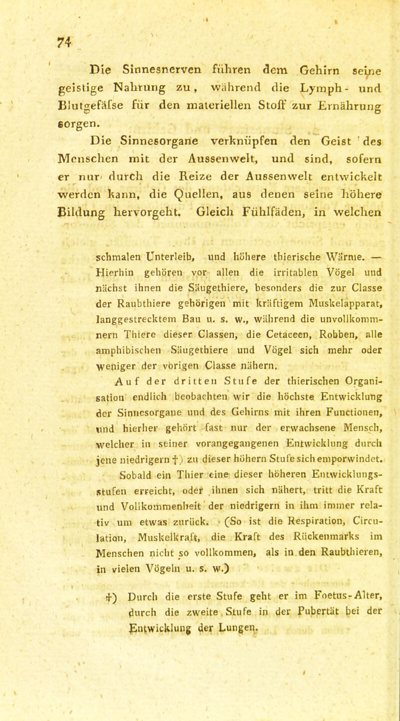 « t Die Sinnesnerven führen 5cm Gehirn seltne geistige Nahrung zu, während die Lymph- und Blutgefafse für den materiellen Stoff zur Ernährung sorgen. Die Sinnesorgane verknüpfen den Geist des Menschen mit der Aussenwelt, und sind, sofern er nur' durch die Reize der Aussenwelt entwickelt werden kann, die Quellen, aus denen seine höhere Bildung hervorgeht. Gleich Fühlfäden, in welchen schmalen Unterleib, und höhere thierische Warme. — Hierhin gehören vor allen die irritablen Vögel und nächst ihnen die Säugethiere, besonders die zur Classe der Raubthiere gehörigen mit kräftigem Muskelapparat, langgestrecktem Bau u. s. w., während die unvollkomm- nern Thiere dieser Classen, die Cetaceen, Robben, alle amphibischen Säugethiere und Vögel sich mehr oder Weniger der vorigen Classe nähern. Auf der dritten Stufe der thierischen Organi- sation endlich beobachten wir die höchste Entwicklung der Sinnesorgane und des Gehirns mit ihren Functionen, und hierher gehört fast nur der erwachsene Mensch, welcher in seiner vorangegangenen Entwicklung durch jene niedrigem f) zu dieser hohem Stufe sich emporwindet. Sobald ein Thier eine dieser höheren Entwicklungs- stufen erreicht, oder ihnen sich nähert, tritt die Kraft und Vollkommenheit der niedrigem in ihm immer rela- tiv um etwas zurück. (So ist die Respiration, Circu- lation, Muskelkraft, die Kraft des Rückenmarks im Menschen nicht so vollkommen, als in den Raubthieren, in vielen Vögeln u. s. w.) tf) Durch die erste Stufe geht er im Foetus-Alter, durch die zweite Stufe in der Pubertät bei der ^Entwicklung der Lungen.