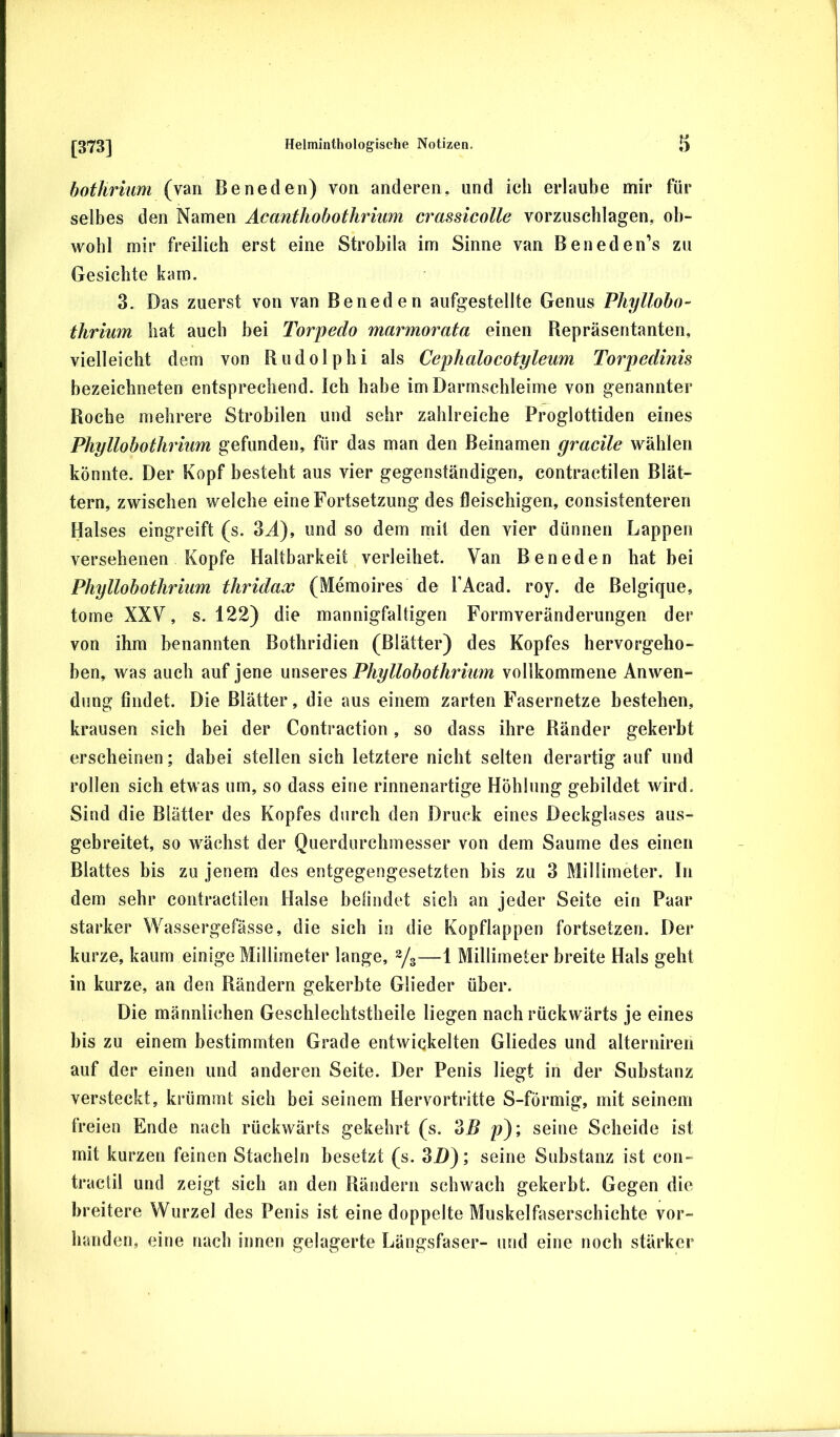 [373] botJirium (van Be ne den) von anderen, und ich erlaube mir für selbes den Namen Acanthohothrium crassicolle vorzuschlagen, ob- wohl mir freilich erst eine Strobila im Sinne van Beneden’s zu Gesichte kam. 3. Das zuerst von van Beneden aufgestellte Genus Phyllobo- thrium hat auch bei Torpedo marmorata einen Bepräsentanten, vielleicht dem von Rudolphi als Cephalocotyleum Torpedinis bezeichneten entsprechend. Ich habe im Darmschleime von genannter Roche mehrere Strobilen und sehr zahlreiche Proglottiden eines Phyllobothrium gefunden, für das man den Beinamen gracile wählen könnte. Der Kopf besteht aus vier gegenständigen, contractilen Blät- tern, zwischen welche eine Fortsetzung des fleischigen, consistenteren Halses eingreift (s. 3J), und so dem mit den vier dünnen Lappen versehenen Kopfe Haltbarkeit verleihet. Van Beneden hat bei Phyllobothrium thridax (Memoires de TAcad. roy. de Belgique, tome XXV, s. 122) die mannigfaltigen Formveränderungen der von ihm benannten Bothridien (Blätter) des Kopfes hervorgeho- ben, Avas auch auf jene unseres Phyllobothrium vollkommene Anwen- dung findet. Die Blätter, die aus einem zarten Fasernetze bestehen, krausen sich bei der Contraction, so dass ihre Ränder gekerbt erscheinen; dabei stellen sich letztere nicht selten derartig auf und rollen sich etwas um, so dass eine rinnenartige Höhlung gebildet wird. Sind die Blätter des Kopfes durch den Druck eines Deckglases aus- gebreitet, so wächst der Querdurchmesser von dem Saume des einen Blattes bis zu jenem des entgegengesetzten bis zu 3 Millimeter. In dem sehr contractilen Halse befindet sich an jeder Seite ein Paar starker Wassergefässe, die sich in die Kopflappen fortsetzen. Der kurze, kaum einige Millimeter lange, 2/3—1 Millimeter breite Hals geht in kurze, an den Rändern gekerbte Glieder über. Die männlichen Geschlechtstheile liegen nach rückwärts je eines bis zu einem bestimmten Grade entwickelten Gliedes und alterniren auf der einen und anderen Seite. Der Penis liegt in der Substanz versteckt, krümmt sich bei seinem Hervortritte S-förmig, mit seinem freien Ende nach rückwärts gekehrt (s. oB p); seine Scheide ist mit kurzen feinen Stacheln besetzt (s. 3/>); seine Substanz ist con- tractil und zeigt sich an den Bändern schwach gekerbt. Gegen die breitere Wurzel des Penis ist eine doppelte Muskelfaserschichte vor- handen, eine nach innen gelagerte Längsfaser- und eine noch stärker