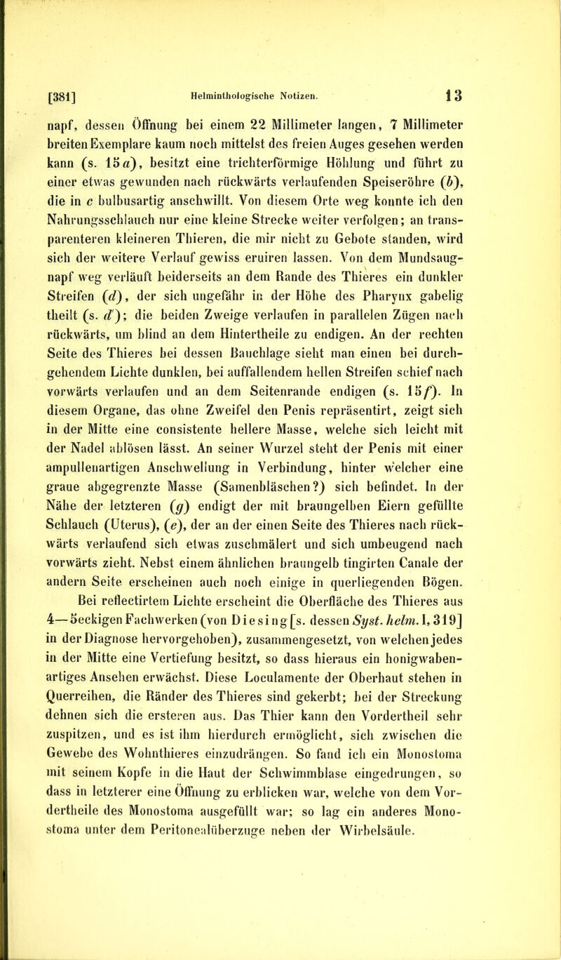 napf, dessen Öffnung bei einem 22 Millimeter langen, 7 Millimeter breiten Exemplare kaum noch mittelst des freien Auges gesehen werden kann (s. 13a), besitzt eine trichterförmige Höhlung und führt zu einer etwas gewunden nach rückwärts verlaufenden Speiseröhre (6), die in c bulbusartig anschwillt. Von diesem Orte weg konnte ich den Nahrungsschlauch nur eine kleine Strecke weiter verfolgen; an trans- parenteren kleineren Thieren, die mir nicht zu Gebote standen, wird sich der weitere Verlauf gewiss eruiren lassen. Von dem Mundsaug- napf weg verläuft beiderseits an dem Rande des Thieres ein dunkler Streifen (d), der sich ungefähr in der Höhe des Pharynx gabelig theilt (s. die beiden Zweige verlaufen in parallelen Zügen nach rückwärts, um blind an dem Hintertheile zu endigen. An der rechten Seite des Thieres bei dessen Bauchlage sieht man einen bei durch- gehendem Lichte dunklen, bei auffallendem hellen Streifen schief nach vorwärts verlaufen und an dem Seitenrande endigen (s. 13/*). ln diesem Organe, das ohne Zweifel den Penis repräsentirt, zeigt sich in der Mitte eine consistente hellere Masse, welche sich leicht mit der Nadel ahlösen lässt. An seiner Wurzel steht der Penis mit einer ampullenartigen Anschwellung in Verbindung, hinter welcher eine graue abgegrenzte Masse (Samenhläschen ?) sich befindet, ln der Nähe der letzteren (^) endigt der mit braungelhen Eiern gefüllte Schlauch (Uterus), (a), der an der einen Seite des Thieres nach rück- wärts verlaufend sich etwas zuschmälert und sich umbeugend nach vorwärts zieht. Nebst einem ähnlichen braungelb tingirten Canale der andern Seite erscheinen auch noch einige in querliegenden Bögen. Bei retlectirtem Lichte erscheint die Oberfläche des Thieres aus 4—3eckigen Fachwerken (von Diesing[s. dessen Äe/m. 1,319] in der Diagnose hervorgehoben), zusammengesetzt, von welchen jedes in der Mitte eine Vertiefung besitzt, so dass hieraus ein honigwaben- artiges Ansehen erwächst. Diese Loculamente der Oberhaut stehen in Querreihen, die Ränder des Thieres sind gekerbt; hei der Streckung dehnen sich die ersteren aus. Das Thier kann den Vordertheil sehr zuspitzen, und es ist ihm hierdurch ermöglicht, sich zwischen die Gewebe des Wohnthieres einzudrängen. So fand ich ein Monostoma mit seinem Kopfe in die Haut der Schwimmblase eingedrungen, so dass in letzterer eine Öffnung zu erblicken war, welche von dem Vor- dertheile des Monostoma ausgefüllt war; so lag ein anderes Mono- stoma unter dem Peritonealüherzuge neben der Wirbelsäule.