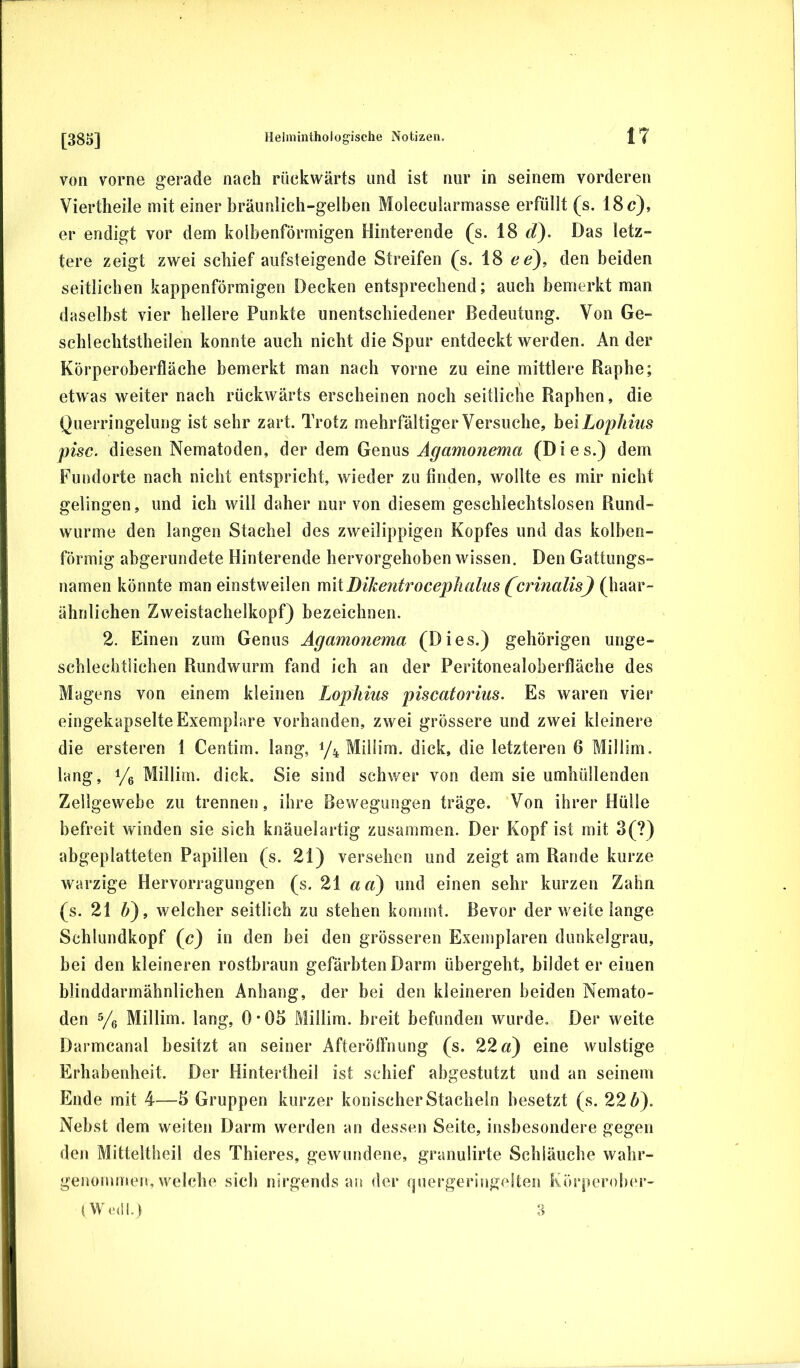 von vorne gerade nach rückwärts und ist nur in seinem vorderen Viertheile mit einer bräunlich-gelben Molecularmasse erfüllt (s. 18 c), er endigt vor dem kolbenförmigen Hinterende (s. 18 d). Das letz- tere zeigt zwei schief aiifsteigende Streifen (s. 18 cc), den beiden seitlichen kappenförmigen Decken entsprechend; auch bemerkt man daselbst vier hellere Punkte unentschiedener Bedeutung. Von Ge- schlechtstheilen konnte auch nicht die Spur entdeckt werden. An der Körperoberfläche bemerkt man nach vorne zu eine mittlere Raphe; etwas weiter nach rückwärts erscheinen noch seitliche Raphen, die Querringelung ist sehr zart. Trotz mehrfältiger Versuche, hdiLoyliius pisc. diesen Nematoden, der dem Genus Agamonema (Dies.) dem Fundorte nach nicht entspricht, wieder zu finden, wollte es mir nicht gelingen, und ich will daher nur von diesem geschlechtslosen Rund- wurme den langen Stachel des zweilippigen Kopfes und das kolben- förmig abgerundete Hinterende hervorgehoben wissen. Den Gattungs- namen könnte man einstweilen m\{Dike7itrocep]iahis (crinalis) (haar- ähnlichen Zweistachelkopf) bezeichnen. 2. Einen zum Genus Agamonema (Dies.) gehörigen unge- schlechtiichen Rundwurm fand ich an der Peritonealoberfläche des Magens von einem kleinen Lophius piscatorius. Es waren vier eingekapselte Exemplare vorhanden, zwei grössere und zwei kleinere die ersteren 1 Centim. lang, 1/4 Millim. dick, die letzteren 6 Millim. lang, i/e Millim. dick. Sie sind schwer von dem sie umhüllenden Zellgewebe zu trennen, ihre Bewegungen träge. Von ihrer Hülle befreit winden sie sich knäuelartig zusammen. Der Kopf ist mit 3(?) abgeplatteten Papillen (s. 21) versehen und zeigt am Rande kurze warzige Hervorragungen (s. 21 aa^ und einen sehr kurzen Zahn (s. 21 6), welcher seitlich zu stehen kommt. Bevor der weite lange Schlundkopf (c) in den bei den grösseren Exemplaren dunkelgrau, bei den kleineren rostbraun gefärbten Darm übergeht, bildet er einen blinddarmähnlichen Anhang, der bei den kleineren beiden Nemato- den s/e Millim. lang, 0 • 05 Millim. breit befunden wurde. Der weite Darmcanal besitzt an seiner Afteröffnung (s. 22 6«) eine wulstige Erhabenheit, Der Hintertheil ist schief abgestutzt und an seinem Ende mit 4—5 Gruppen kurzer konischer Stacheln besetzt (s. 22 6). Nebst dem weiten Darm werden an dessen Seite, insbesondere gegen den Mitteltheil des Thieres, gewundene, granulirte Schläuche wahr- genommen, welche sich nirgends an der fjuergeringelten Körperoher-