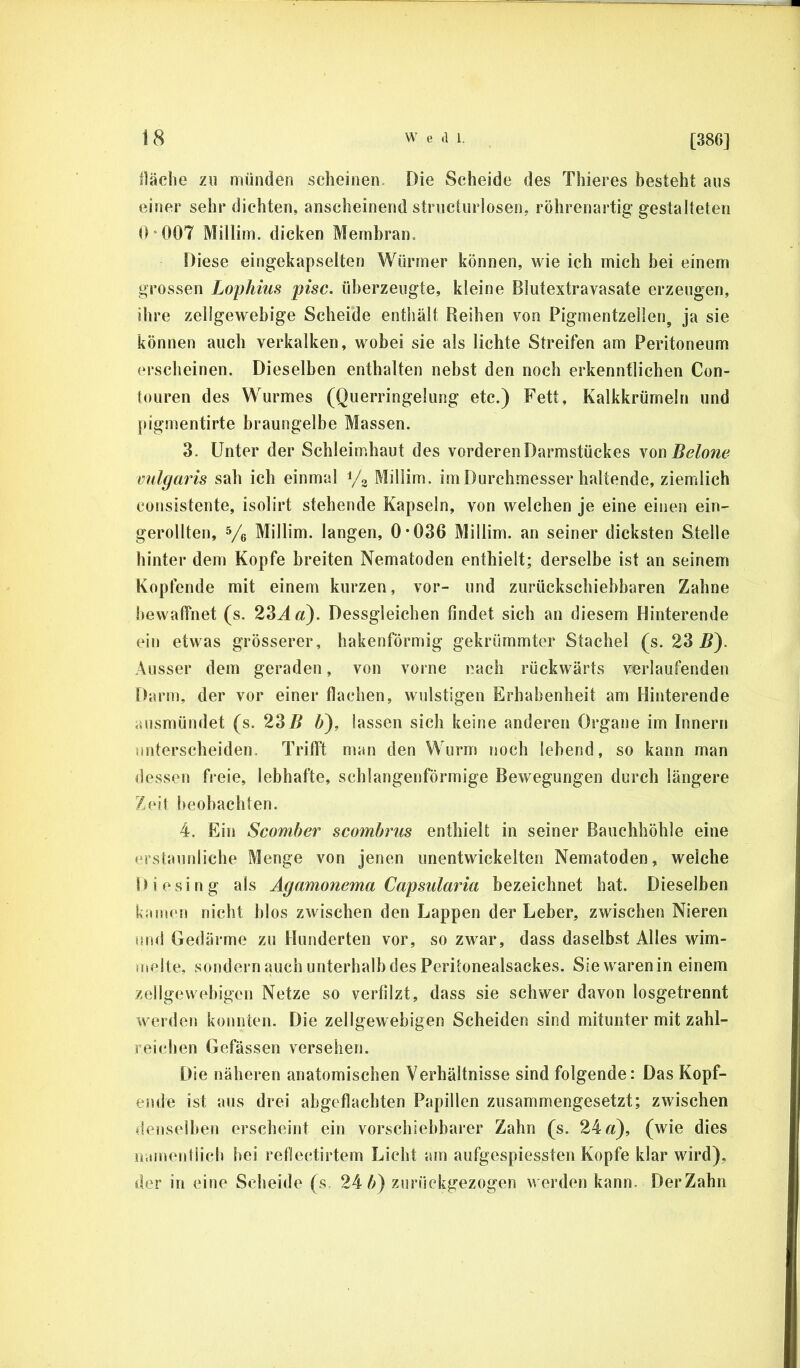 fläche zu münden scheinen. Die Scheide des Thieres besteht aus einer sehr dichten, anscheinend strudurlosen, röhrenartig gestalteten 0‘007 Millim. dicken Membran. Diese eingekapselten Würmer können, wie ich mich bei einem grossen Lophius pisc. überzeugte, kleine Blutextravasate erzeugen, ihre zellgewebige Scheide enthält Reihen von Pigmentzellen, ja sie können auch verkalken, wobei sie als lichte Streifen am Peritoneum erscheinen. Dieselben enthalten nebst den noch erkenntlichen Con- touren des Wurmes (Querringelung etc.) Fett, Kalkkrümeln und pigmentirte braungelbe Massen. 3. Unter der Schleimhaut des vorderen Darmstückes yon Belone vulgaris sah ich einmal i/g Millim. im Durchmesser haltende, ziemlich consistente, isolirt stehende Kapseln, von welchen je eine einen ein- gerollten, 5/e Millim. langen, 0*036 Millim. an seiner dicksten Stelle hinter dem Kopfe breiten Nematoden enthielt; derselbe ist an seinem Kopfende mit einem kurzen, vor- und zurückschiebbaren Zahne bewaffnet (s. 23^ «f). Dessgleichen findet sich an diesem Hinterende ein etwas grösserer, hakenförmig gekrümmter Stachel (s. 23 ^). Ausser dem geraden, von vorne nach rückwärts verlaufenden Darm, der vor einer flachen, wulstigen Erhabenheit am Hinterende ausmündet (s. 23^ 6), lassen sich keine anderen Organe im Innern unterscheiden. Trifft man den Wurm noch lebend, so kann man dessen freie, lebhafte, schlangenförmige Bewegungen durch längere Zeit beobachten. 4. Ein Scomber scombrus enthielt in seiner Bauchhöhle eine erstaunliche Menge von jenen unentwickelten Nematoden, welche Diesing als Agamonema Capsularia bezeichnet hat. Dieselben kaimm nicht blos zwischen den Lappen der Leber, zwischen Nieren uml Gedärme zu Hunderten vor, so zwar, dass daselbst Alles wim- melte, sondern auch unterhalb des Peritonealsackes. Sie waren in einem zellgewebigcn Netze so verfilzt, dass sie schwer davon losgetrennt werden konnten. Die zellgewebigen Scheiden sind mitunter mit zahl- reichen Gefässen versehen. Die näheren anatomischen Verhältnisse sind folgende: Das Kopf- ende ist aus drei abgeflachten Papillen zusammengesetzt; zwischen denseilten erscheint ein vorschiebbarer Zahn (s. 24«), (wie dies n.imentiicb hei reflectirtem Lieht am aiifgespiessten Kopfe klar wird), der in eine Scheide (s 24/>) zurückgezogen werden kann. DerZahn