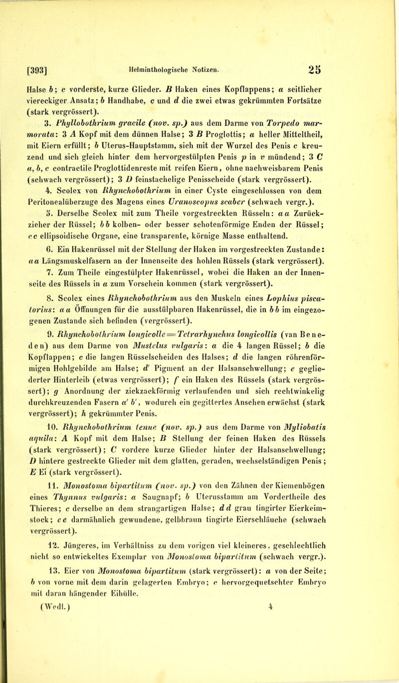 Halse h; c vorderste, kurze Glieder. B Haken eines Kopflappens; a seitlicher viereckiger Ansatz; b Handhabe, q und d die zwei etwas gekrümmten Fortsätze (stark vergrössert). 3. Phyllobothrium gracile (nov. sp.) aus dem Darme von Torpedo mar- morata: 3 A Kopf mit dem dünnen Halse; 3 B Proglottis; a heller Mitteltheil, mit Eiern erfüllt; b Uterus-Hauptstamm, sich mit der Wurzel des Penis c kreu- zend und sich gleich hinter dem hervorgestülpten Penis p in v mündend; 3 C a,b,c contractile Proglottidenreste mit reifen Eiern, ohne nachweisbarem Penis (schwach vergrössert); 3 ü feinstachelige Penisscheide (stark vergrössert). 4. Scolex von Bhynchohothrium in einer Cyste eingeschlossen von dem Peritonealüberzuge des Magens eines Uranoscopus scaber (schwach vergr.). o. Derselbe Scolex mit zum Theile vorgestreckten Rüsseln: aa Zurück- zieher der Rüssel; 6& kolben- oder besser schotenförmige Enden der Rüssel; cc ellipsoidische Organe, eine transparente, körnige Masse enthaltend. 6. Ein Hakenrüssel mit der Stellung der Haken im vorgestreckten Zustande: aa Lüngsmuskelfasern an der Innenseite des hohlen Rüssels (stark vergrössert). 7. Zum Theile eingestülpter Hakenrüssel, wobei die Haken an der Innen- seite des Rüssels in a zum Vorschein kommen (stark vergrössert). 8. Scolex eines Rhynchobothrium aus den Muskeln eines Lophius pisca- torius: aa Öffnungen für die ausstülpbaren Hakenrüssel, die in öö im eingezo- genen Zustande sich befinden (vergrössert). 9. Rhynchobothrium longicolle — Tetrarhynchus longicollis (van Bene- d e n) aus dem Darme von Mustelus vulgaris: a die 4 langen Rüssel; b die Kopflappen; c die langen Rüsselscheiden des Halses; d die langen röhrenför- migen Hohlgebilde am Halse; d' Pigment an der Halsanschwellung; e geglie- derter Hinterleib (etwas vergrössert); f ein Haken des Rüssels (stark vergrös- sert); g Anordnung der zickzackförmig verlaufenden und sich rechtwinkelig durchkreuzenden Fasern a' b', wodurch ein gegittertes Ansehen erwächst (stark vergrössert); h gekrümmter Penis. 10. Rhynchobothrium tenue (nov. sp.) aus dem Darme von Myliobatis aquilai A Kopf mit dem Halse; B Stellung der feinen Haken des Rüssels (stark vergrössert); C vordere kurze Glieder hinter der Halsanschwellung; D hintere gestreckte Glieder mit dem glatten, geraden, wechselständigen Penis; E Ei (stark vergrössert). 11. Monostoma hipartitum (nov. sp.) von den Zähnen der Kiemenbögen eines Thynnus vtilgaris: a Saugnapf; b Uterusstamm am Vordertheile des Thieres; c derselbe an dem strangartigen Halse; dd grau tingirter Eierkeim- stock; ee darmähnlich gewundene, gelbbraun tingirte Eiersehläuche (schwach vergrössert). 12. Jüngeres, im Verhältniss zu dem vorigen viel kleineres, geschlechtlich nicht so entwickeltes Exemplar von Monostoma hipartitum (schwach vergr.). 13. Eier von Monostoma hipartitum (stark vergrössert): a von der Seite; 6 von vorne mit dem darin gelagerten Embryo; c hervorgequetschter Embryo mit daran hängender Eihülle. (Wedl.) 4