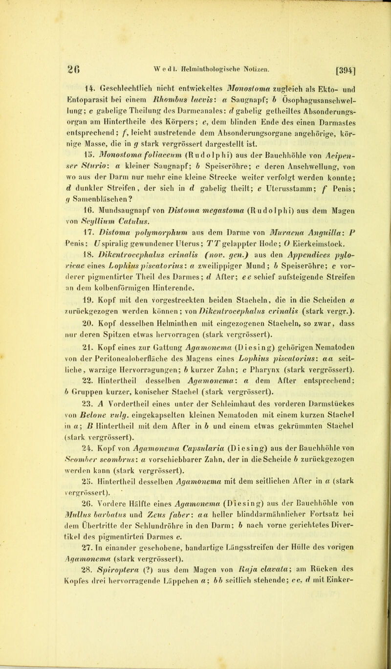 14. Geschlechtlich nicht entwickeltes Monostoma zugleich als Ekto- und Entoparasit hei einem Rhombus laevis: a Saugnapf; h Ösophagusanschwel- lung; c gabelige Theilung des Darmcanales: r? gahelig getheiltes Absonderungs- organ am Hintertheile des Körpers; e, dem blinden Ende des einen Darmastes entsprechend; leicht austretende dem Absonderungsorgane angehörige, kör- nige Masse, die in g stark vergrössert dargestellt ist. 13. Monostoma foliacenm (Rudolphi) aus der Bauchhöhle von Acipen- ser Stnrio: a kleiner Saugnapf; b Speiseröhre; e deren Anschwellung, von wo aus der Darm nur mehr eine kleine Strecke weiter verfolgt werden konnte; d dunkler Streifen, der sich in d gahelig theilt; e Uterusstamm; f Penis; g Samenbläschen? 16. Mundsaugnapf von Distoma megastoma (Rudolphi) aus dem Magen von Scgllinm Catulus. 17. Distoma poJymorphum aus dem Darme von Muraefia Anguilla: P Penis; f/spiralig gewundener Uterus; TT gelappter Rode; O Eierkeimstock. 18. Dikenfrocephalus crinalis (nov. gen.) aus den Appendices pylo- r?‘cf<e eines Lophius piscatorius: a zweilippiger Mund; b Speiseröhre; c vor- derer pigmentirter Theil des Darmes; d After; ee schief aufsteigende Streifen an dem kolbenförmigen Hinterende. 19. Kopf mit den vorgestreckten beiden Stacheln, die in die Scheiden a zurückgezogen werden können; von DikentrocephaJus crinalis (stark vergr.). 20. Kopf desselben Helminthen mit eingezogenen Stacheln, so zwar, dass nur deren Spitzen etwas hervorragen (stark vergrössert). 21. Kopf eines zur Gattung Agamonema (Diesing) gehörigen Nematoden von der Peritonealoberfläche des Magens eines Lophius piscatorius: aa seit- liche, warzige Hervorragungen; h kurzer Zahn; c Pharynx (stark vergrössert). 22. Hintertheil desselben Agamonema: a dem After entsprechend; b Gruppen kurzer, konischer Stachel (stark vergrössert). 23. A Vordertheil eines unter der Schleimhaut des vorderen Darmstückes von Betone vulg. eingekapselten kleinen Nematoden mit einem kurzen Stachel in a; B Hintertheil mit dem After in b und einem etwas gekrümmten Stachel (stark vergrössert). 24. Kopf von Agamonema Capsularia (Diesing) aus der Bauchhöhle von Scomher scombrus: a vorschiebbarer Zahn, der in die Scheide b zurückgezogen werden kann (stark vergrössert). 23. Hintertheil desselben Agamonema mit dem seitlichen After in a (stark vergrössert). 26. Vordere Hälfte eines Agamonema (Diesing) aus der Bauchhöhle von Mullus barbatus und Zeus faber: aa heller blinddarmähnlicher Fortsatz hei dem Übertritte der Schlundröhre in den Darm; b nach vorne gerichtetes Diver- tikel des pigmentirteri Darmes c. 27. In einander geschobene, bandartige Längsstreifen der Hülle des vorigen Agamonema (stark vergrössert). 28. Spiroptera (?) aus dem Magen von Raja clavata; am Rücken des Kopfes drei hervorragende Läppchen a; bb seitlich stehende; cc, d mitEinker-