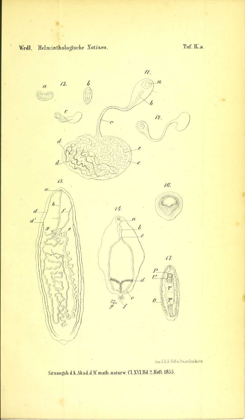 AVedl. lielmintliologisdie A^otiz-cii, Taf. HT.a. //. Aus i.t.kHof-u.StaaSsicuckerei. Sit7/,img'sl).d.k.A\ad.(DV^matK.iiatiirw; CLX\TBcl.2.Heft. 1855.