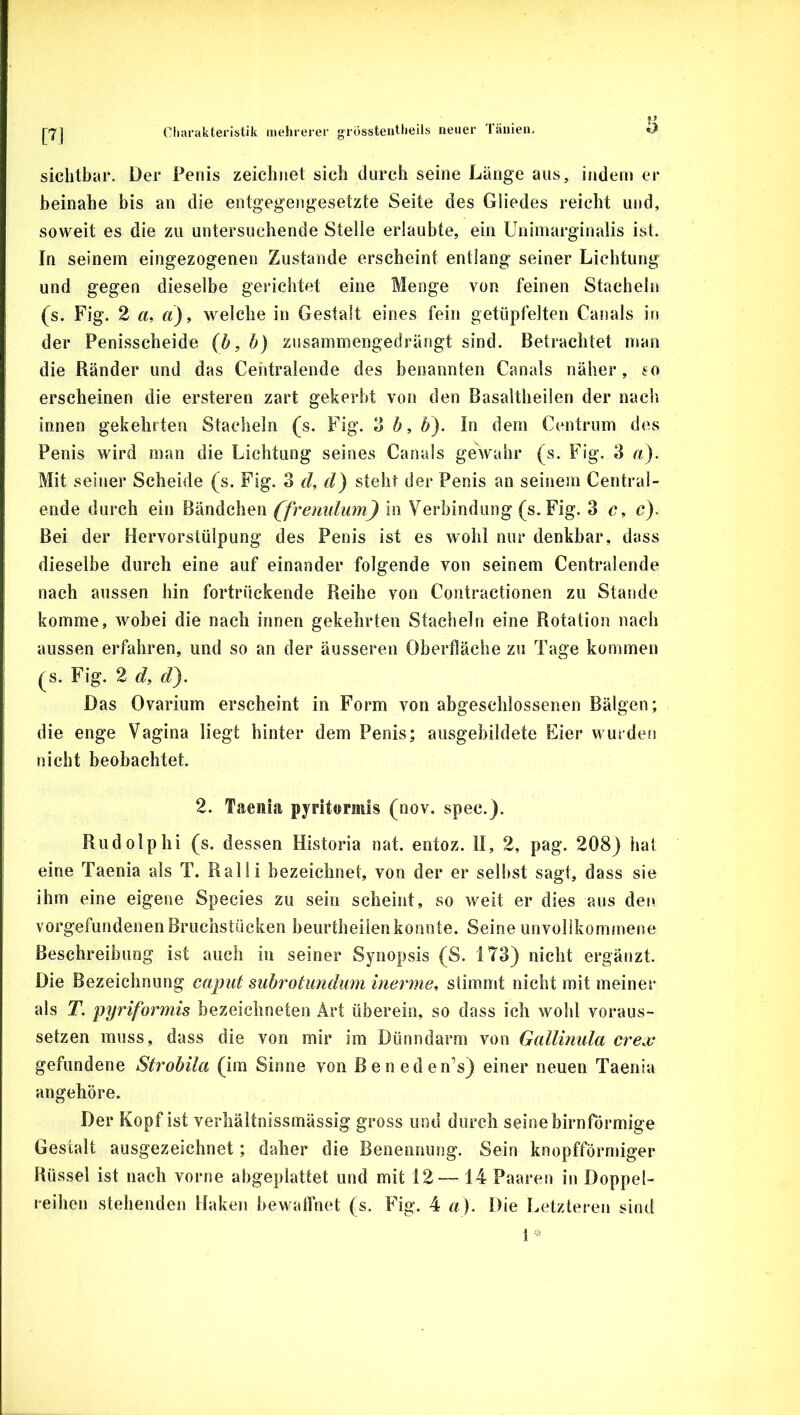 [7] sichtbar. Der Penis zeichnet sich durch seine Länge aus, indem er beinahe bis an die entgegengesetzte Seite des Gliedes reicht und, soweit es die zu untersuchende Stelle erlaubte, ein Unimarginalis ist. In seinem eingezogenen Zustande erscheint entlang seiner Lichtung und gegen dieselbe gerichtet eine Menge von feinen Stacheln (s. Fig. 2 «, «), welche in Gestalt eines fein getüpfelten Canals in der Penisscheide {b, h) zusammengedrängt sind. Betrachtet man die Ränder und das Centralende des benannten Canals näher, jo erscheinen die ersteren zart gekerbt von den Basaltheilen der nacl\ innen gekehrten Stacheln (s. Fig. o6,^). ln dem Centrum des Penis wird man die Lichtung seines Canals geVahr (s. Fig. 3 a). Mit seiner Scheide (s. Fig. 3 d, d) steht der Penis an seinem Central- ende durch ein Bändchen (fremdum) in Verbindung (s. Fig. 3 c, c). Bei der Hervorstülpung des Penis ist es wohl nur denkbar, dass dieselbe durch eine auf einander folgende von seinem Centralende nach aussen hin fortrückende Reihe von Contractionen zu Stande komme, wobei die nach innen gekehrten Stacheln eine Rotation nach aussen erfahren, und so an der äusseren Oberfläche zu Tage kommen ^s, Fig. 2 d, d). Das Ovarium erscheint in Form von abgeschlossenen Bälgen; die enge Vagina liegt hinter dem Penis; ausgebildete Eier wurden nicht beobachtet. 2. Taenia pyritormis (nov. spec.). Rudolphi (s. dessen Historia nat. entoz. II, 2, pag. 208) hat eine Taenia als T. Ralli bezeichnet, von der er selbst sagt, dass sie ihm eine eigene Species zu sein scheint, so weit er dies aus den vorgefundenenBruchstücken beurtheilen konnte. Seine unvolikominene Beschreibung ist auch in seiner Synopsis (S. 173) nicht ergänzt. Die Bezeichnung caput siibrotimdum inerme^ stimmt nicht mit meiner als T. pyriformis bezeichneten Art überein, so dass ich wohl voraus- setzen muss, dass die von mir im Dünndarm von Gallinula crex gefundene Strobila (im Sinne von Beneden’s) einer neuen Taenia angehöre. Der Kopf ist verhäitnissmässig gross und durch seine bimförmige Gestalt ausgezeichnet; daher die Benennung. Sein knopfförmiger Rüssel ist nach vorne abgeplattet und mit 12 — 14 Paaren in Doppel-