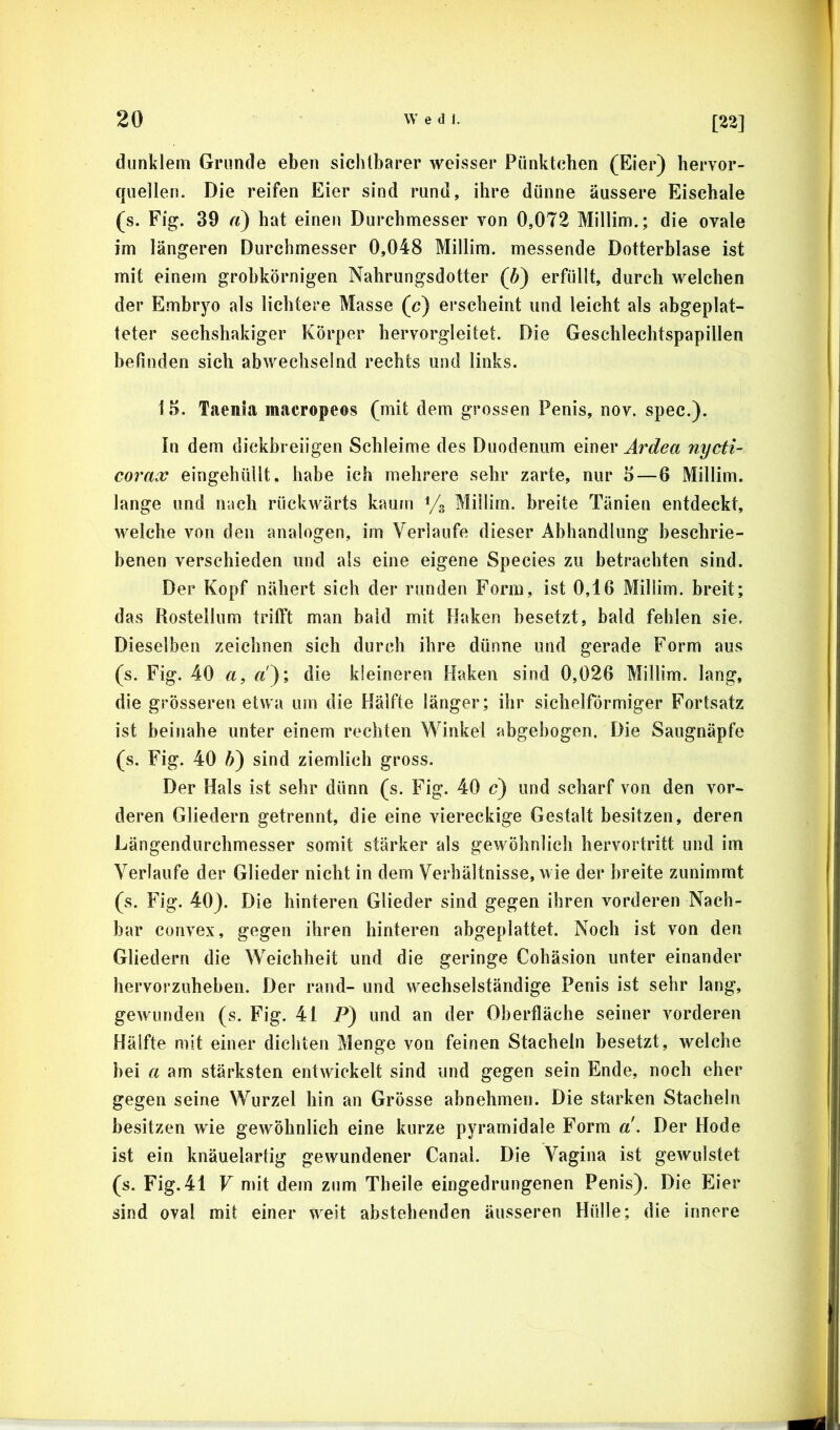 [22] dunklem Grunde eben sichtbarer weisser Pünktchen (Eier) hervor- quellen. Die reifen Eier sind rund, ihre dünne äussere Eischale (s. Fig. 39 (i) hat einen Durchmesser von 0,072 Millim.; die ovale im längeren Durchmesser 0,048 Millim. messende Dotterblase ist mit einem grobkörnigen Nahrungsdotter (b) erfüllt, durch welchen der Embryo als lichtere Masse (c) erscheint und leicht als abgeplat- teter sechsliakiger Körper hervorgleitet. Die Geschlechtspapillen befinden sich abwechselnd rechts und links. 1.^. Taenia macropeos (mit dem grossen Penis, nov. spec.). In dem dickbreiigen Schleime des Duodenum oimv Ärdea nycti- co7'ax eingehüllt, habe ich mehrere sehr zarte, nur i>—6 Millim. lange und nach rückwärts kaum % Millim. breite Tänien entdeckt, welche von den analogen, im Verlaufe dieser Abhandlung beschrie- benen verschieden und als eine eigene Species zu betrachten sind. Der Kopf nähert sich der runden Form, ist 0,16 Millim. breit; das Rosteilum trifft man bald mit Haken besetzt, bald fehlen sie. Dieselben zeichnen sich durch ihre dünne und gerade Form aus (s. Fig. 40 a, «'); die kleineren Haken sind 0,026 Millim. lang, die grösseren etwa um die Hälfte länger; ihr sichelförmiger Fortsatz ist beinahe unter einem rechten Winkel abgehogen. Die Saugnäpfe (s. Fig. 40 h) sind ziemlich gross. Der Hals ist sehr dünn (s. Fig. 40 c) und scharf von den vor- deren Gliedern getrennt, die eine viereckige Gestalt besitzen, deren Längendurchmesser somit stärker als gewöhnlich hervortritt und im Verlaufe der Glieder nicht in dem Verhältnisse, wie der breite zunimmt (s. Fig. 40). Die hinteren Glieder sind gegen ihren vorderen Nach- bar convex, gegen ihren hinteren abgeplattet. Noch ist von den Gliedern die Weichheit und die geringe Cohäsion unter einander hervorzuheben. Der rand- und wechselständige Penis ist sehr lang, gewunden (s. Fig. 41 P) und an der Oberfläche seiner vorderen Hälfte mit einer dichten Menge von feinen Stacheln besetzt, welche bei a am stärksten entwickelt sind und gegen sein Ende, noch eher gegen seine Wurzel hin an Grösse abnehmen. Die starken Stacheln besitzen wie gewöhnlich eine kurze pyramidale Form a. Der Hode ist ein knäuelartig gewundener Canal. Die Vagina ist gewulstet (s. Fig. 41 V mit dem zum Theile eingedrungenen Penis). Die Eier sind oval mit einer weit abstehenden äusseren Hülle; die innere