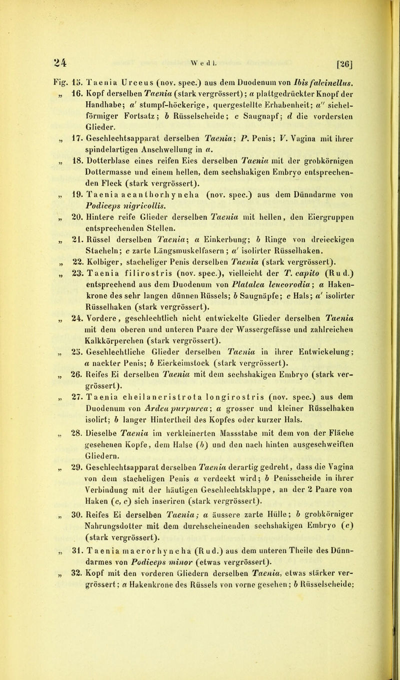 15. Taenia ürceus (nov. spec.) aus dem Duodenum von Ibis falcinellus. 16. Kopf derselben Taenia (stark vergrössert); a plattgedrückter Knopf der Handhabe; a' stumpf-höckerige, quergestellte Erhabenheit; a sichel- förmiger Fortsatz; h Rüsselscheide; c Saugnapf; d die vordersten Glieder. 17. Geschlechtsapparat derselben Taenia; P. Penis; F. Vagina mit ihrer spindelartigen Anschwellung in a. 18. Dotterblase eines reifen Eies derselben Taenia mit der grobkörnigen Dottermasse und einem hellen, dem sechshakigen Embryo entsprechen- den Fleck (stark vergrössert). 19. Taenia acanthorhyncha (nov. spec.) aus dem Dünndarme von Podiceps nigricollis. 20. Hintere reife Glieder derselben Taenia mit hellen, den Eiergruppen entsprechenden Stellen. 21. Rüssel derselben Taenia; a Einkerbung; b Ringe von dreieckigen Stacheln; c zarte Lüngsmuskelfasern ; a' isolirter Rüsselhaken. 22. Kolbiger, stacheliger Penis derselben Taenia (stark vergrössert). 23. Taenia filirostris (nov. spec.), vielleicht der T. capito (Rud.) entsprechend aus dem Duodenum von Platalea leucorodia; a Haken- krone des sehr langen dünnen Rüssels; b Saugnäpfe; c Hals; a' isolirter Rüsselhaken (stark vergrössert). 24. Vordere, geschlechtlich nicht entwickelte Glieder derselben Taenia mit dem oberen und unteren Paare der Wassergefässe und zahlreichen Kalkkörperchen (stark vergrössert). 25. Geschlechtliche Glieder derselben Taenia in ihrer Entwickelung; a nackter Penis; 5 Eierkeimstock (stark vergrössert). 26. Reifes Ei derselben Taenia mit dem sechshakigen Embryo (stark ver- grössert). 27. Taenia cheilancristrota longirostris (nov. spec.) aus dem Duodenum von Ardea purpurea; a grosser und kleiner Rüsselhaken isolirt; h langer Hintertheil des Kopfes oder kurzer Hals. 28. Dieselbe Taenia im verkleinerten Massstabe mit dem von der Fläche gesehenen Kopfe, dem Halse (6) und den nach hinten ausgeschweiften Gliedern. 29. Geschlechtsapparat derselben Taenia derartig gedreht, dass die Vagina von dem stacheligen Penis a verdeckt wird; b Penisscheide in ihrer Verbindung mit der häutigen Geschlechtsklappe, an der 2 Paare von Haken (c, c) sich inseriren (stark vergrössert). 30. Reifes Ei derselben Taenia; a äussere zarte Hülle; h grobkörniger Nahrungsdotter mit dem durchscheinenden sechshakigen Embryo (c) (stark vergrössert). 31. Taenia macrorhyncha (Rud.) aus dem unteren Theile des Dünn- darmes von Podiceps minor (etwas vergrössert). 32. Kopf mit den vorderen Gliedern derselben Taenia, etwas stärker ver- grössert; a Hakenkrone des Rüssels von vorne gesehen; h Rüsselscheide;