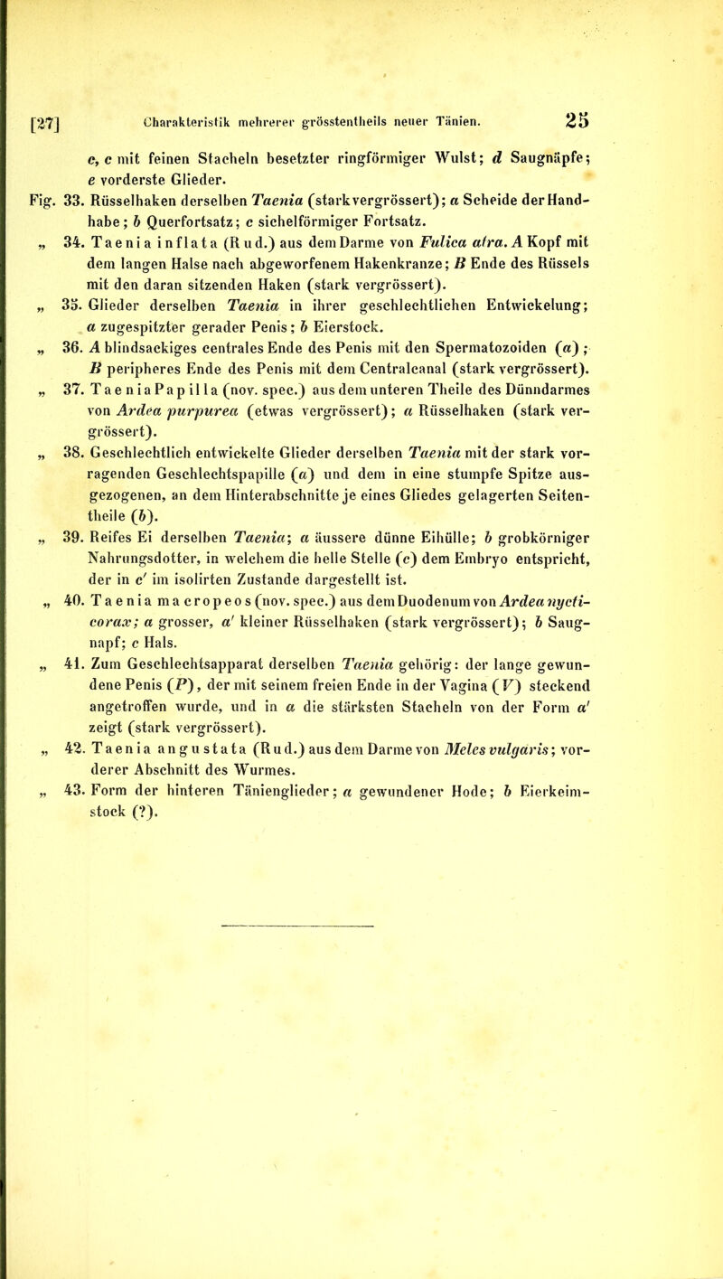 c, c mit feinen Stacheln besetzter ringförmiger Wulst; d Saugniipfe; e vorderste Glieder. Fig. 33. Rüsselhaken derselben Taenia (starkvergrössert); a Scheide der Hand- habe; h Querfortsatz; c sichelförmiger Fortsatz. „ 34. Taenia i n f 1 a t a (R u d.) aus dem Darme von Fulica atra. A Kopf mit dem langen Halse nach abgeworfenem Hakenkranze; B Ende des Rüssels mit den daran sitzenden Haken (stark vergrössert). „ 3d. Glieder derselben Taenia in ihrer geschlechtlichen Entwickelung; a zugespitzter gerader Penis; 6 Eierstock. „ 36. A blindsackiges centrales Ende des Penis mit den Spermatozoiden (a) ; B peripheres Ende des Penis mit dem Centralcanal (stark vergrössert). „ 37. TaeniaPapilla (nov. spec.) aus dem unteren Theile des Dünndarmes von Ardea purpurea (etwas vergrössert); a Rüsselhaken (stark ver- grössert). „ 38. Geschlechtlich entwickelte Glieder derselben Taenia mit der stark vor- ragenden Geschlechtspapille («) und dem in eine stumpfe Spitze aus- gezogenen, an dem Hinterabschnitte je eines Gliedes gelagerten Seiten- theile (ö). „ 39. Reifes Ei derselben Taenia\ a äussere dünne Eihülle; 6 grobkörniger Nahrungsdotter, in welchem die helle Stelle (c) dem Embryo entspricht, der in c' im isolirten Zustande dargestellt ist. „ 40. Taenia ma cropeos (nov. spec.) aus dem Duodenum von corax; a grosser, a' kleiner Rüsselhaken (stark vergrössert); h Saug- napf; c Hals. „ 41. Zum Geschleehtsapparat derselben Taenia gehörig: der lange gewun- dene Penis (P), der mit seinem freien Ende in der Vagina (F) steckend angetroffen wurde, und in a die stärksten Stacheln von der Form a' zeigt (stark vergrössert). „ 42. Taenia a n g u s t a t a (R u d.) aus dem Darme von Meies vulgaris; vor- derer Abschnitt des Wurmes. „ 43. Form der hinteren Tänienglieder; a gewundener Hode; h Eierkeim- stock (?).