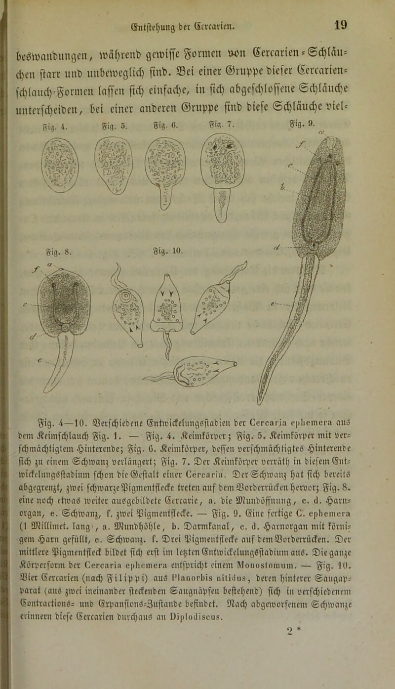 Siit|lcl;ung bet 6crcarien. bcöwaubiuujcn, iüaf)veut) gmif[c gönnen wn 6ercnricn»6d)tnn= d)cn ftarv unt) nnbcinegüd) jinb. Sei einer ©luppe biefer (5evrarien= )d)lmid)^gonnen (nffen fid) einfad)e, in fid) nbge[d)Iof|ene ©d)Innd)e untevfd)eiben, bei einer anberen ©nippe ftnb biefe @d)(dud)e r>ie(= Sig. 4—10. 33etf^iebene ß‘ntii'i(feIimg0fiabieii bet Cercaria epliemera mi-3 bem Äeimfcblou^ gig. 1. — gig, 4. Äeimfötru't; S'g> 5« Jteimfütpet mit Uer= f^mäd)tigtem •öintetenbe; Sig* 0. Jbeimfötpct, bepn iietf(t;mäcbfigtcb .§intetenbc ittf) ju einem ©dbroanj uetlängctt; gig. 7. ®et Jleimfötpet öettäti) in biefemSnt: loiffetnnggjlabinm febon bie®cjtalt einer Cercaria. ®cr <Sc[;uianj f)at ficb beteil« abgegtenjt, jWei fcbmaqeipigmentflecfe treten auf bem SSotberrüctenbetaetj gig. 8. eine noch ctmaS loeiter aubgcbilbete Sercaric, a. bie IDtunbüffnung, c. d. .§nrn= Organ, e. ©(bmanj, f. jmei ipigmcnl^ecfe. — gig, 9. (Sine fertige C. epliemera (I IKittimet. lang', a. IDtunbböbte, b. SDarmtanal, c. d. .^arnorgan mit tornij gern .§arn gefüllt, c. ©(bman3. f. 5)rei l'igmentjtccfe auf bemSSotberrüden. ®er mittlere Ißigmentfled bilbet jtd) erft int Ickten SntmictclnngOftabium and. ®icganje Jlörperform bet Cercaria cpheineru cntfprid)t einem Monoslonium. — gig. 10, 33ict Gercarien (nad) gilippi) and l’lanorbis niüilus, beten bintercr ©migav; barat (and jmei ineinnnber flccfenben ©augnäpfen beitebenb) fid) in »erfdjiebcnem Gontractionds unb GrpanftondjSuflanbe befinbet. 9lad) nbgemorfenem ©cbioanje erinnern biefe Gercarien bnrd)aud an Diplodiseus.