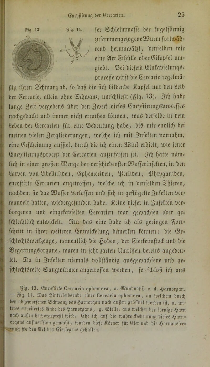 I (5nrt;jlirmig bfr ßcvfaricn. 25 [er <Sd)(cimmaffe ber fugctformig äufammcngcjogcneSBiinu fovttüäl)= rcnb I)cnimwä[jt, bcnfclben wie eine 5lrt (Sitiülle oberSifapfcl um= giebt. 23ei bieferii (Sinfapfelungös proeeffe wirft bie (Sercarie regclmci« f ^ig if)rcu Sc[)^vnnj ab, fo ba^ bie fiel) bUbeube Äa^fel mir ben Seib lange 'Jcrgebenö über ben 3^^^ (Snci)ftirnngöprocef[cö nad)gebac[)t iinb immer nid)t erratfjen fönnen, wad berfelbe in bem Seben ber ©ercarien für eine 33ebentung I)abe, biö mir enblid) bei J meinen bie(en3‘-’bglieberungen, wcld)e id) mit Snfeften »ornnljm, : eine @rfd)einung auffiel, bnrd) bie id) einen SBinf erl)ie(t, wie jener I (Sna)ftirungdprocep ber Gerraricn anfjiifaffen fei. 3d) f)atte ncinu icm'bftirte Sercarien angetroffen, weid)e id) in benfelben üf)iercn, nad)bem fte baö2ßaffer »erlaffen unb ftd) in gcftngelteSnfeften ber* wanbeit I)atten, wiebergefunben I)abe. .ffeine biefer in 3nfeften ber* borgeneu unb eingefapfelten ©crcaricn war gcwad)feu ober gc^ I fd)Ied)t(id) entwidelt. 9iur bad eine I)abe id) ald geringen gort= I fd)ritt in if)rer weiteren (Sntwidelung bemerfen fönnen: bie ®e= I fd)(ed)tdwerfjcuge, namentlid) bie ßoben, ber (Sierfeimftod unb bie t* SBegattungdorgane, waren in fel)r jarteu Umriffen bereitd angebeu» I tet. 3)a in 3nfeften uiemald bollftänbig nudgewad)fene unb ge= } fd)(ed)tdreife ©augwürmer angetroffen werben, fo fd)Io^ id) and Sig. 13. 6iicl)fiivte Cercaria epliomcra, a. IDtimbiiapf, c. <1. J^avnorgaii. * — 5'9- t '*• J^intcrlcibäcnbc ciiiev Cercaria cplieniera , au U)flc()em buvcf) # ben abgeU)orfenen©dUBnu} ba^ .^acnovgnu nad) nu|jcn geüpet »uctbcu ifl, a. um * letftf criBcitcvti'S ©nbe bcö .^iiitncrgaue, g. ©tcKe, aus U3cld;cr ber föruige .§nvu # na^ augeu IjetBorgcprcpt »öirb. 6fjc id) auf bie luabvc löebcufuug blcfeS .^aviis I ; Organs aufmerffam gemad)t, U)urbcn biefe .Körner für (Sier unb bie .^aruauSlcci t ' :3Uing fiK- ben Stet beS SierlegenS gcr)n(ten. I lid) in einer großen 9J?enge ber berfd)iebenfien SSafferinfeften, in ben I Sarüen bon Sibelluliben, @pf)emeriben, fPerliben, fpf)rl)ganibeu.