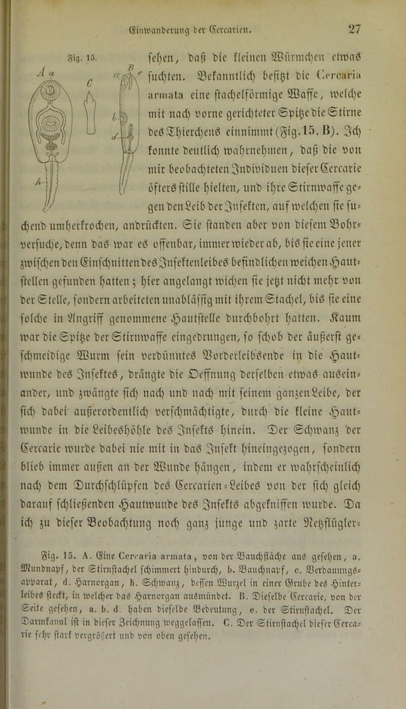 313.13- fef)cn, t>nö bic flcincu 2r'ürmcl)eii chuniS f< Scfnnntlict) befi^t bic Ccrcaria annata eine ftacl)c(förmige SBaffc, we(d)c mit nncf) i^ornc gcrid)tetei'©pi(^cbie©tirne beö3:f)ierd}ciid einninunt(gig. 15. ß). 3d) • fonnte bent(id) mn()i-ncl)mcn, baji bie von mir beobad)tetcn3nbiDibucn bieferScrcnrie öfteröffiKe l)ielten, rmb i^ve©tirimmffege> gcubeuSeibberSnfeftcu, aufmeldjcu ftc fu= d)cub umI)crfrod)en, anbriidtcn. ©ic ftanben aber »on biefem S3ot)r= \)cr[ud)e,beim bnö mnr ed üffcnbar, immer micber ab, bidfte eine jener 3mi[d)cnben(Sin[d)nittenbcö3nfcften(cibed befinb(id)cnwcid)cn.g)aiit: ftcKen gcfnnbcn Ratten; t)ier angelangt tDid)cn fie je^t nid)t mcf)r »011 ber©tene, fonbern arbeiteten nnabldfftg mit ii)rem©tad)cl, biö ftc eine fo(d)c in '-Eingriff genommene dpantftede burd)bof;rt t;attcn. jlanm marbie©).'il3e ber©tirnwaffe cingebrnngen, [0 fd)ob ber dnferft ge» fd)meibige 2ßnrm [ein nerbiinnted SBorberlcibdenbc in bie .giant» uninbc bed 3nfefted, brdngte bie Deffnnng berfelbcn etmad andein» anber, nnb jmdngtc ftd) nad) nnb nad) mit [einem ganjenSeibe, ber ftd) babei auferorbentiid) werfd)indd)tigtc, bnrd) bic Heine <§ant» nninbc in bie ?eibcdl)ö()ie bed Sufi’Hd [}incin. 2)er ©d)wanj ber ©erearic unirbe babei nie mit in bad Snfeft Ijineingejogcn, fonbern blieb immer anpen an ber 933nnbe f)dngcn, inbem er U'al)rfd)ein(id) nad) bem !Durd)[d)(n[jfen bed (5crcarien»2eibcd »on ber ftd) gleid) baranf [d)(ie^enbcn .^anttminbc bed Snfeftd abgefniffen mnrbe. Da id) jn biefer S3eobad}tnng nod) ganj junge nnb ^arte flfel^flngler» Sig* 15. A. Gine Cer.-aria ariiiala, Bon ber 33nuct)ftäct)c auö gcfef}cn, a. tWiinbnabf, bet Stirnfia^el fctjiinmert (;inbutd), I). 33aiid;iiavf, c. fflerbaitimgö» abbarat, d. .^arnctgan, h. <Sct)>Banj, bcffcti SBitrjfl in einet ©nibe beS .§intet; leibea fteeft, in tneldjer bad t^atnorgan nndmnnbet. li. ©iefelbe Gevenvie, non bev Seite gefeben, a. b. d. Ijaben biefclbc 53ebeutnng, c. ber Siivnftadjet. JDer Sarinfaimt ifl in biefer Seidnuing tneggetnjfen. C. ®er ®tirnfind;cl biefer Gerca» rie febr flnrf nergröfert nnb non oben gefeben.