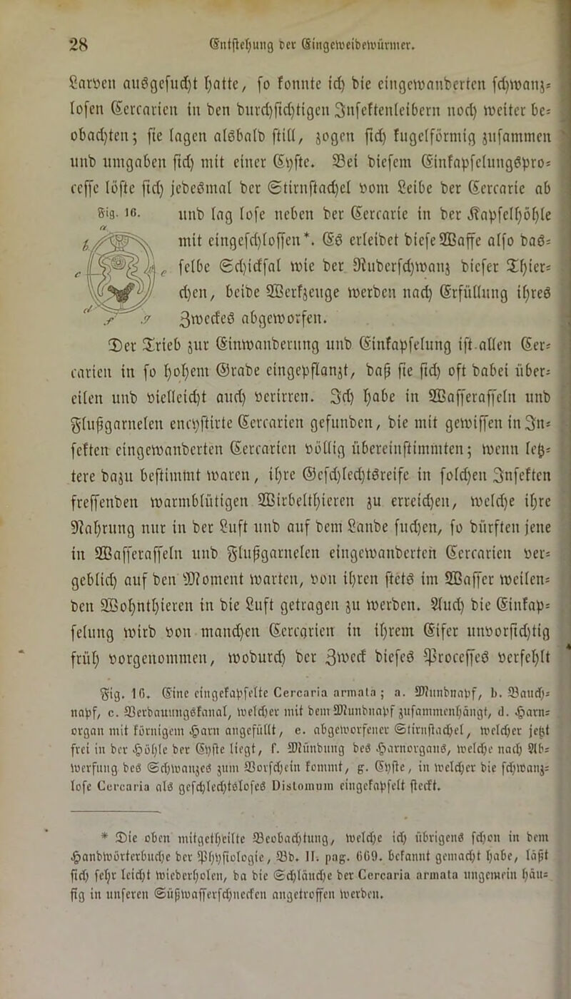 2H 6utfle()uiig Der Singcli'cibeli'ürmer. Sarüen auögcfud)t Tratte, fo fonnte id) bie eingmauberten [d)wanj= lofcn (Serrnvieu iit ben buvd)rtd}tigcu 3n[cften(cibern nod) weiter be= obadjteu; [ie lagen aiöbnib ftiil, jogen ftd) fiigeiförmig jnfaminen unb iniignben fid) mit einer (Stifte. S3ei biefem ®infapfe(nngdbro= reffe loftc ftd) jebeömni ber 0tirnftad)ci »om Seibe ber (Eerraric ab S‘9- Iß. imt) lag (ofe neben ber Serrarie in ber ^apfeli)öf)(e n mit cingefd)ioffen*. erleibet biefeSOSaffe aifo baö= feibe 0d)idfai wie ber 9hiberfd)Wan5 biefer %\)kx'- d)en, beibe SBerfjenge werben nad) (Srfüiinng if)reö 3wedeö abgeworfen. 2)er JIrieb jur (Sinwanbernng unb (Sinfapfefung ift.allen Ser* carien in fo I)ol)em @rabe cingepflonät, bap fte ftd) oft babei über= eiten unb »iellcid)t and) ocrirren. 3d) I)abe in SBnfferaffeln unb glufgarnclen enci)ftirte (Terrarien gefunben, bie mit gewiffen in3:n= feiten cingewanberten (Serrnrien oöKig übereinftimmten; wenn le^* tere baju beftimmt waren, it)rc @efd)(ed)t6reifc in fo(d)en 3nfelten freffenben warmblütigen 2Birbeltl)ieren ju errcid)en, weld)e it)re 9?al)rung nur in ber Snft unb auf bem Sanbe fud)en, fo bürften jene in ®afferaffetn unb glupgarnelen eingewanberten ßerrarien Oer= geblid) auf ben 3J?oment warten, oon il)rcn ftctd im SBaffer weilen^ ben 2öol)ntl)ieren in bie Suft getragen ju Werben. ?lnd) bie @inlab= felung wirb »on mand)en (Serrorien in il)rent Sifer un»orftd)tig frül) oorgenommen, woburd) ber $roceffeö oerfel)lt gig, 1f). (Sine cingefaffflte Cercaria arm.Tla ; a. SOtuiibiKnjf, b. 93aud)j c. tßevbaumtg^fnnal, loelcbce mit bem 9)?unbiini'f äufnmmcnr;ang(, <1. .§arn= ovgau mit fönügom J^ani angcfiitlt, e. nbgeli'orfeiicv ©tirnjliicbel, mclcf)cr jegt frei in ber .giöble ber (Sl)fle liegt, f. 5D!imbnng beS .fiarnorganS, li'eld[;e nad) 5lb= merfung beö ®ct))Bnii}e(S jiim S3orfd)cin femmt, g. (Si)jte, in mcld)ev bie fd)iDanj= lofe Cercaria nl2 gcfc^led)teIofcß Dislomum cingcfnijfelt üedt. * Sic oben mitget()ci(tc 93eobad)tnng, tueld)e id) übrigen« fd)cn in bem eg>anblBßrtcrbud)c ber *pt)))fio(ogic, tSb. II-. pag. 669. befannt gemacht t)abe, Uipt fid) fetjr Ieid)t ü3icber()oIcn, ba bie (Sd)InHd)e ber Cercaria armala nngemein l)än= pg in imfereii <Süpt«aPerfd)ncdcn nngetrofen li'crben.