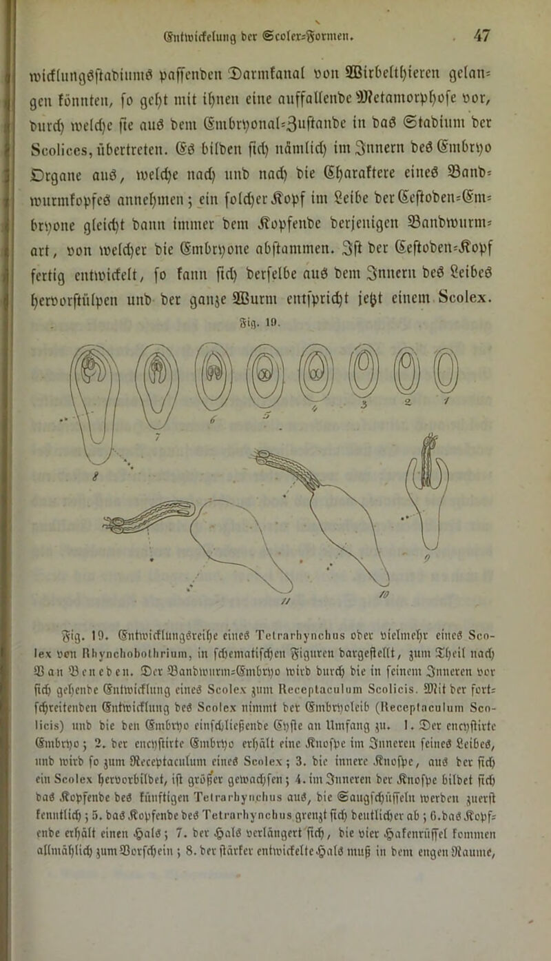 wicfliingöftatiiimic! paffcnbcti 3)armfanal von Sa3irbelt{)iercn gelan* gen fönnteii, [o gcf)t mit i^nen eine auffalienbc Wctamorpf)ofe »or, burd) me(d)c fte auö bein @m()rbonaI=3“fi«^‘^ ©tobium ber Scolices, übertreten. (Sö hüben fid) nüinlid) im Innern bed(Smbri)o Drgane and, me(d)e nnd) unb nad) bie S^araftere eined 93nnb= mnrmfopfed anne^men; ein [o(d)erÄopf im Seihe berSeftoben=(Sm' hrpone g(eid)t bann immer bem .^opfenbe berjenigen SSnnbmnrm» art, »on meid)er bie (Smhrpone ahftammen. 3ft ber Seftoben=Äopf fertig entmideit, fo fann ftd) berfelhe and bem 3nnern bed Seihed ^erüorftiüpen unb ber ganje 2Burm entfprid^t je^t einem Scolex. gig. 10. Sig. 19. (5iitu'icflungStcif)e eines Telrarhynchus obet nietmehr eines Sco- lex »on Rliynchoboilirium, in frfiematifchen gignren bavgcflent, jum Siheil nadj 9San Q3eneben. ®er 93anbiminn=@mbri)o inirb bnvch bie in feinem 3nneren not lieh get)cnbc (Snlmirflnng eines Scole.x jnm Receplaculmn Scolicis. SJJitber fort: fehteitenben Sntmicftnng beS Scolex nimmt bet (Sinbipclcib (Uecepl.oculum Sco- licis) nnb bie ben Smbvpo einfcblieficnbe (Sl)ftc an Umfang ,}u. I, 3)et encyfUvte {ämbtl)o ; 2. ber cnciiftirte Smbtpo crl)ält eine Änofbe im 3nnercn feines ficibeS, nnb loirb fo jum diecebtaentnm eines Scolex ; 3. bie innere .Knofbe, niiS ber ftch ein Scolex t)cr»orbilbet, ijl größer geionchfen; 4.im3nneren ber Änofpc bilbet fiel) baS .Ropfenbe beS tünftigen Telrarbyn.chus auS, bie @augfrf)nffeln loerben jnerfl fenntlich; 5. baS 3bopfenbe beS Tetnirhynebns grenjt fich bentlidier ab ; G.baSitobf= enbe erhält einen .§aIS; 7. ber .^alS »erlängert'ftih, bie »ict .^afenrnifel foinmen aKmätgi^ }um93orfd)ein; S.ber jlärter entioicfelte.§atS mug in bem engen Dtanme,