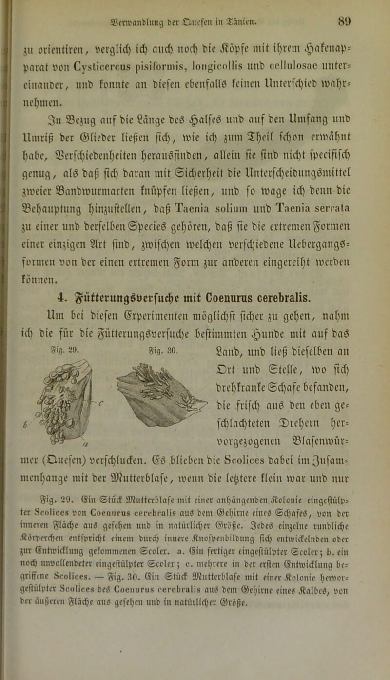 ^ycru’anbluiig bet Cüiiefeii in Xäiiien. 81) ju oricntircit/ Vcrgfid) id) niid) iiod) bic mit il)rcm .l^nffnap= ^jiirat von Cysticercus pisiformis, longicollis mib cellulosae unter; cinnnoer, nnb fonntc an biefen ebenfnUd feinen llntevfd)ieb mal)r; nehmen. 3n S3ejng auf bie Sdnge bcö >^al[ed nnb nnf ben Umfang unb Umri^ ber ©Heber lie(jen fid), wie id) jum 5f)ei( fd)on ermahnt Habe, lBerfd)iebenl)citen f)eranöftnben, allein fie ftnb nid)t fpecififd) genug, ald ba^ fid) baran mit ©id)erf)eit bie Unterfd)cibnngdmiltet jmeier S3anbmurmarten fnüpfen Hefen, unb fo wage id) beim bie Sefauptung finjuftellen, baf Taenia soliuiu unb Taenia serrala JU einer unb berfelbenSpeeieö gehören, baf ftc bie ertremen formen einer einjigen 9lrt ftnb, jmifd)en mcld)en verfd)iebene Uebergangd; formen von ber einen ertremen govtn jur anberen eingereil)t werben fönneu. 4. (yitffcrungöPerfucfc mit Coennrus cerebralis. Um bei biefen ©rperimenten mögHd)ft fid)er ju ge^en, nal)nt id) bie für bie 3ütterungdverfud)e beftimmten ö^'nmbe mit auf bad S'o- 29. gig. .‘!o. 2anb, unb lief biefelben an mer (Ouefen) perfd)Iiiden. (Sd blieben bie Scolices babei im3nfam; menfangc mit ber -äJiutterblafe, wenn bie festere flein war unb nur Sig. 29. (Sill ©tiicf attutterbtafe mit einer (inbängenbcn itoionie eingefülp; ter Scolices non Coennrus cerebralis niiÄ bem ®el)irne eineö ©ebafed, uon bet inneren glärfje ond gefe^en nnb in mitiirlid)er ®röße. 3ebed einjelne rnnblid)c .Rörperebeu entfpridjt einem burd) innere Jtncfpenbilbnng fid) entmicfelnben ober jnr Sntwicflnng gefommenen ©toter, a. Sin fertiger cingefiülpter ©eoler; b. ein nod) unöottenbeter eingeftiitpter ©ccler; c. met)rerc in ber erflen Sntmidlung De; griffene Scolices. — gig. ,30. Sin ©tücf SWntterblafe mit einer .Rolonic t)cmor; geftülptcr Scolices bed Coennrus cerebralis and bem @cf)itne eined .Ratbed, lu'ii bet änjjeren 8Iäd)e and gefet)cn unb in natnrlid)er ®röpe. b Drt unb Stelle, wo fid) brel)franfeSd)afc befanben, bie frifd) and ben eben ge; fd)lad)tetcn 2)rel)ern l)cr; vorgejogenen 33lafenwflr;