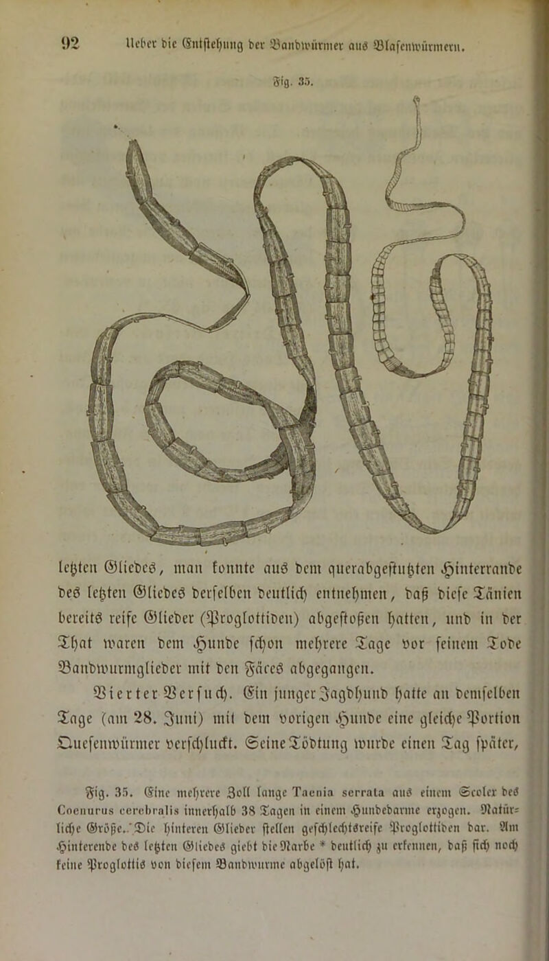 ‘)2 IU’Ih’c bic @iit|lc()mtg bcv SöaiibU'ürmev aiiö 33Iafcmi'ürmcrii. 319. 35. Icjjtcu ©ücbcö, man fonntc auö bcm qucrabgeftu^tcn .^tnterrnnbe beö lebten ©liebcö bei'fetben beutlirf) entnehmen, baf biefe Sdiiicn beveitö reife ©lieber (^rog(ottibeu) abgefto^eu I}ntten, unb in ber Sl)nt umreu bem ^unbe [d)ou mehrere Sage bor [einem Jobe 33anbuniring(ieber mit ben %ä(cö nbgcgnngen. 33ierter23erfnd). ©in junger3agbf)iinb f)atte an bemfciben Sage (am 28. 3nni) mit bem vorigen dpnnbc eine gleid)e Portion SZluefenunirmer berfd)(udt. ©eineSbbtung mürbe einen Sag fpdter, gig. 3.5. Sine mebrere 3ot( tauge Taenia serrala aiiö einem Sccler beä Cocniirus eerebralis innerbatb 38 Sagen in einem .^nnbebavmc erjegen. 9Jatnr= ticf)c ®röpe..’3)ie binteren ©lieber flettcn gefcbtectjtbreife tpregtetiiben bar. 91m $interenbe beö lebten ©liebcö giebt bieOtarbe * bentlicb jn erfennen, bafj fteb nc(b feine *|3roglüttib «on biefem SBanbimirme abgelöft t;at.