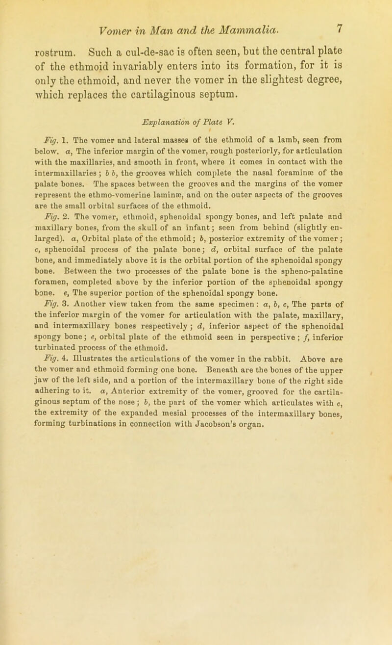 rostrum. Such a cul-de-sac is often seen, but the central plate of the ethmoid invariably enters into its formation, for it is only the ethmoid, and never the vomer in the slightest degree, which replaces the cartilaginous septum. Explanation of Plate V. i Fig. 1. The vomer and lateral masses of the ethmoid of a lamb, seen from below, a, The inferior margin of the vomer, rough posteriorly, for articulation with the maxillaries, and smooth in front, where it comes in contact with the intermaxillaries; b b, the grooves which complete the nasal foramina; of the palate bones. The spaces between the grooves and the margins of the vomer represent the ethmo-vomerine lamina;, and on the outer aspects of the grooves are the small orbital surfaces of the ethmoid. Fig. 2. The vomer, ethmoid, sphenoidal spongy bones, and left palate and maxillary bones, from the skull of an infant; seen from behind (slightly en- larged). a, Orbital plate of the ethmoid; b, posterior extremity of the vomer; c, sphenoidal process of the palate bone; d, orbital surface of the palate bone, and immediately above it is the orbital portion of the sphenoidal spongy bone. Between the two processes of the palate bone is the spheno-palatine foramen, completed above by the inferior portion of the sphenoidal spongy bone, e, The superior portion of the sphenoidal spongy bone. Fig. 3. Another view taken from the same specimen : a, b, c, The parts of the inferior margin of the vomer for articulation with the palate, maxillary, and intermaxillary bones respectively; d, inferior aspect of the sphenoidal spongy bone; e, orbital plate of the ethmoid seen in perspective; /, inferior turbinated process of the ethmoid. Fig. 4. Illustrates the articulations of the vomer in the rabbit. Above are the vomer and ethmoid forming one bone. Beneath are the bones of the upper jaw of the left side, and a portion of the intermaxillary bone of the right side adhering to it. a, Anterior extremity of the vomer, grooved for the cartila- ginous septum of the nose; b, the part of the vomer which articulates with c, the extremity of the expanded mesial processes of the intermaxillary bones, forming turbinations in connection with Jacobson’s organ.