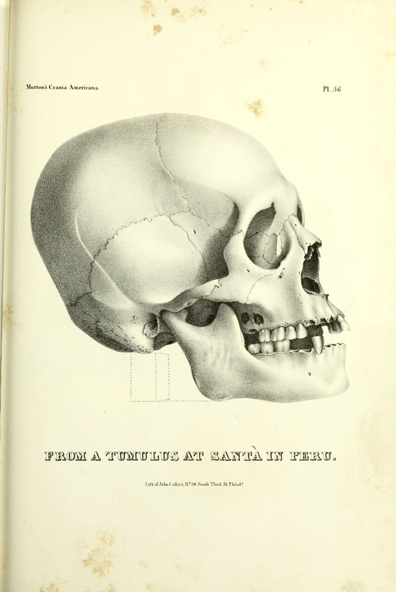 Lith of JoTtuCollius, N ° 79 South. ThircL StThilael'