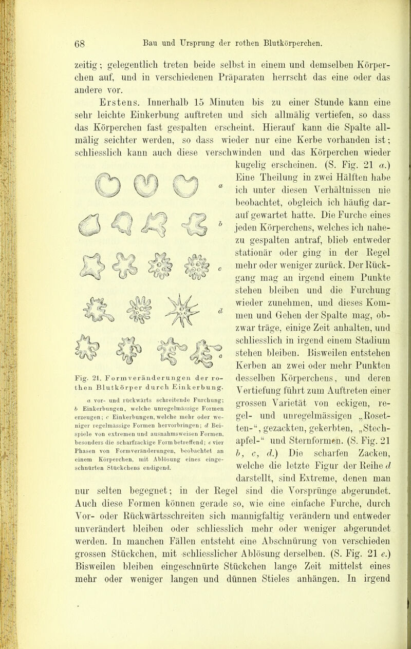 zeitig; gelegentlich treten beide selbst in einem und demselben Körper- eben auf, und in verschiedenen Präparaten herrscht das eine oder das andere vor. Erstens. Innerhalb 15 Minuten bis zu einer Stunde kann eine sehr leichte Einkerbung auftreten und sich allmälig vertiefen, so dass das Körpereben fast gespalten erscheint. Hierauf kann die Spalte all- mälig seichter werden, so dass wieder nur eine Kerbe vorhanden ist; schliesslich kann auch diese verschwinden und das Körperchen wieder kugelig erscheinen. (S. Fig. 21 a.) Eine Theilung in zwei Hälften habe ich unter diesen Verhältnissen nie beobachtet, obgleich ich häufig dar- auf gewartet hatte. Hie Furche eines jeden Körperchens, welches ich nahe- zu gespalten antraf, blieb entweder stationär oder ging in der Kegel mehr oder weniger zurück. Der Rück- gang mag an irgend einem Punkte stehen bleiben und die Furchung wieder zunehmen, und dieses Kom- men und Gehen der Spalte mag, ob- zwar träge, einige Zeit anhalten, und schliesslich in irgend eiuem Stadium stehen bleiben. Bisweilen entstehen Kerben an zwei oder mehr Punkten desselben Körperchens, und deren Vertiefung führt zum Auftreten einer grossen Varietät von eckigen, re- gel- und unregelmässigen „Roset- ten-“, gezackten, gekerbten, „Stech- apfel-“ und Sternformen. (S. Fig. 21 b, c, d.) Die scharfen Zacken, welche die letzte Figur der Reihe d darstellt, sind Extreme, denen mau nur selten begegnet; in der Regel sind die Vorsprünge abgerundet. Auch diese Formen können gerade so, wie eine einfache Furche, durch Vor- oder Rückwärtsschreiten sich mannigfaltig verändern und entweder unverändert bleiben oder schliesslich mehr oder weniger abgerundet werden. In manchen Fällen entsteht eine Abschnürung von verschieden grossen Stückchen, mit •schliesslicher Ablösung derselben. (S. Fig. 21 e.) Bisweilen bleiben eingeschnürte Stückchen lange Zeit mittelst eines mehr oder weniger langen und dünnen Stieles anhängen. In irgend Fig. 21. Formveränderungen der ro- then Blutkörper durcli Einkerbung. a vor- und rückwärts schreitende Furchung; 6 Einkerbungen, welche unregelmässige Formen erzeugen; c Einkerbungen, welche mehr oder we- niger regelmässige Formen hervorbringen; d Bei- spiele von extremen und ausnahmsweisen Formen, besonders die scharfzackige Formbetreffend; «vier Phasen von Formveränderungen, beobachtet an einem Körperchen, mit Ablösung eines einge- schnürten Stückchens endigend.