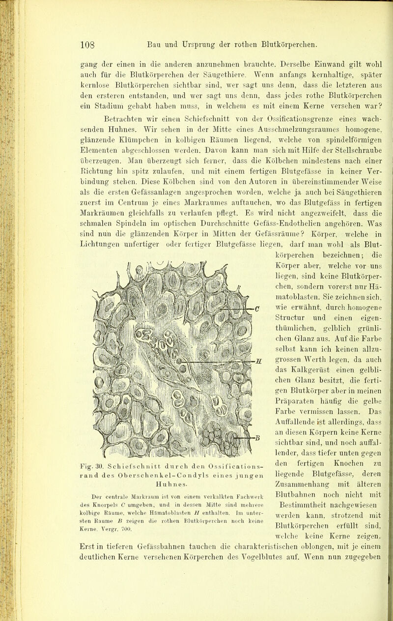 gang der einen in die anderen anzunehmen brauchte. Derselbe Einwand gilt wohl auch für die Blutkörperchen der Säugethiere. Wenn anfangs kernhaltige, später kernlose Blutkörperchen sichtbar sind, wer sagt uns denn, dass die letzteren aus den ersteren entstanden, und wer sagt uns denn, dass jedes rothe Blutkörperchen ein Stadium gehabt haben muss, in welchem es mit einem Kerne versehen war? Betrachten wir einen Schiefschnitt von der Ossiflcationsgrenze eines wach- senden Huhnes. Wir sehen in der Mitte eines Ausschmelzungsraumes homogene, glänzende Klümpchen in kolbigen Räumen liegend, welche von spindelförmigen Elementen abgeschlossen werden. Davon kann man sich mit Hilfe der Stellschraube überzeugen. Man überzeugt sich ferner, dass die Kölbchen mindestens nach einer Richtung hin spitz zulaufen, und mit einem fertigen Blutgefässe in keiner Ver- bindung stehen. Diese Kölbchen sind von den Autoren in übereinstimmenderWeise als die ersten Gefässanlagen angesprochen worden, welche ja auch bei Säugethieren zuerst im Centrum je eines Markraumes auftauchen, wo das Blutgefäss in fertigen Markräumen gleichfalls zu verlaufen pflegt. Es wird nicht angezweifelt, dass die schmalen Spindeln im optischen Durchschnitte Gefäss-Endothelien angehören. Was sind nun die glänzenden Körper in Mitten der Gefässräume? Körper, welche in Lichtungen unfertiger oder fertiger Blutgefässe liegen, darf man wohl als Blut- körperchen bezeichnen; die Körper aber, welche vor uns liegen, sind keine Blutkörper- chen, sondern vorerst nur Hä- matoblasten. Sie zeichnen sich, wie erwähnt, durch homogene Structur und einen eigen- thümlichen, gelblich grünli- chen Glanz aus. Auf die Farbe selbst kann ich keinen allzu- grossen Werth legen, da auch das Kalkgerüst einen gelbli- chen Glanz besitzt, die ferti- gen Blutkörper aber in meinen Präparaten häufig die gelbe Farbe vermissen lassen. Das Auffallende ist allerdings, dass an diesen Körpern keine Kerne sichtbar sind, und noch auffal- lender, dass tiefer unten gegen den fertigen Knochen zu liegende Blutgefässe, deren Zusammenhang mit älteren Blutbahnen noch nicht mit Bestimmtheit nachgewiesen werden kann, strotzend mit Blutkörperchen erfüllt sind, welche keine Kerne zeigen. Erst in tieferen Gefässbahnen tauchen die charakteristischen oblongen, mit je einem deutlichen Kerne versehenen Körperchen des Vogelblutes auf. Wenn nun zugegeben Fig. 30. Schiefschnitt durch den Ossifications- rand des Oberschenkel-Co ndyls eines jungen Huhnes. Der centrale Markraum ist von einem verkalkten Fachwerk des Knorpels C umgeben, und in dessen Mitte sind mehrere kolhige Säume, welche Hämatoblasten H enthalten. Im unter- sten Baume B zeigen die rothen Blutkörperchen noch keine Kerne. Vergr. 700.