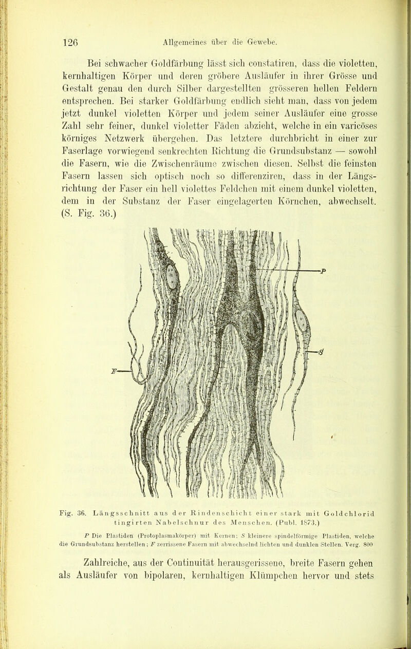 Bei schwacher Goldfärbung lässt sich constatiren, dass die violetten, kernhaltigen Körper und deren gröbere Ausläufer in ihrer Grösse und Gestalt genau den durch Silber dargestellten grösseren hellen Feldern entsprechen. Bei starker Goldfärbung endlich sieht man, dass von jedem jetzt dunkel violetten Körper und jedem seiner Ausläufer eiue grosse Zahl sehr feiner, dunkel violetter Fäden abzieht, welche in ein varicöses körniges Netzwerk übergehen. Das letztere durchbricht in einer zur Faserlage vorwiegend senkrechten Richtung die Grundsubstanz — sowohl die Fasern, wie die Zwischen räume zwischen diesen. Selbst die feinsten Fasern lassen sich optisch noch so differenziren, dass in der Längs- richtung der Faser ein hell violettes Feldchen mit einem dunkel violetten, dem in der Substanz der Faser eingelagerten Körnchen, abwechselt. (S. Fig. 36.) Fig. 36. Längsschnitt aus der Rindenschicht einer stark mit Goldchlorid tingirten Nabelschnur des Menschen. (Publ. 1S73.) P Die Elastiden (Protoplasmakörper) mit Kernen; S kleinere spindelförmige Plastiden, welche die Grundsubstanz hersteilen; F zerrissene Fasern mit abwechselnd lichten und dunklen Stellen. Verg. 800 Zahlreiche, aus der Continuität herausgerissene, breite Fasern gehen als Ausläufer von bipolaren, kernhaltigen Klümpchen hervor und stets