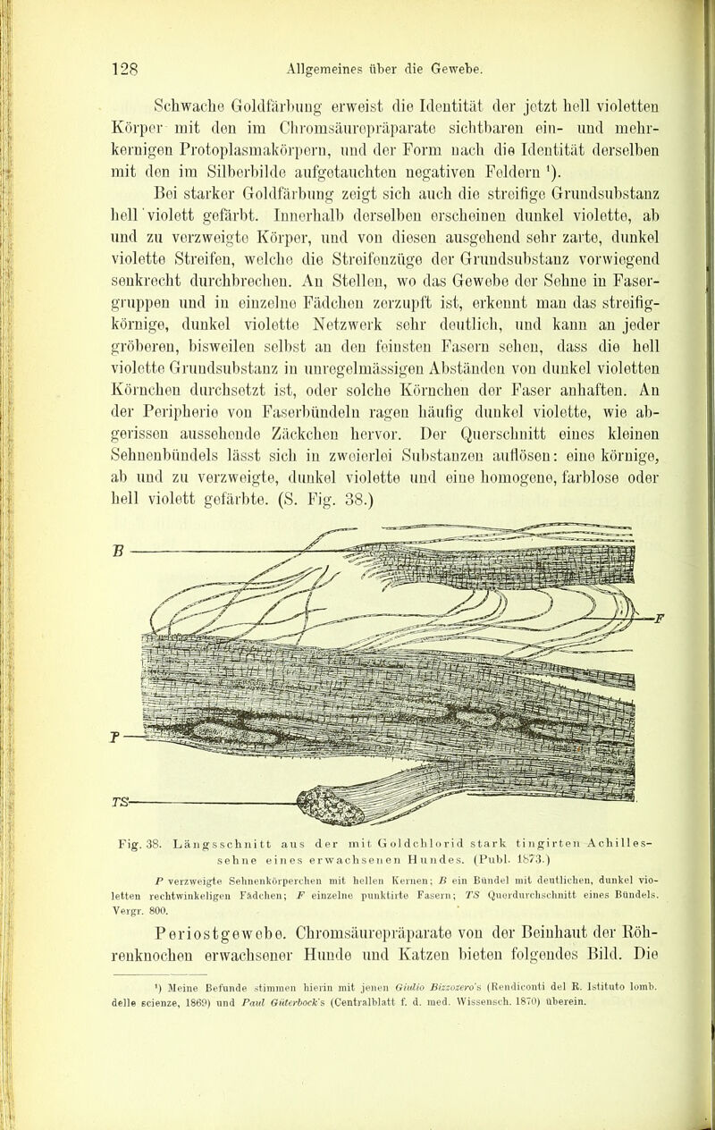 Schwache Goldfärbung erweist die Identität der jetzt hell violetten Körper mit den im Chromsäurepräparate sichtbaren ein- und mehr- kernigen Protoplasmakörpern, und der Form nach die Identität derselben mit den im Silberbilde aufgetauchten negativen Feldern '). Boi starker Goldfärbung zeigt sich auch die streifige Grundsubstanz hell 'violett gefärbt. Innerhalb derselben erscheinen dunkel violette, ah und zu verzweigte Körper, und von diesen ausgehend sehr zarte, dunkel violette Streifen, welche die Streifenzüge der Grundsubstanz vorwiegend senkrecht durchbrechen. An Stellen, wo das Gewebe der Sehne in Faser- gruppen und in einzelne Fädchen zerzupft ist, erkennt man das streifig- körnige, dunkel violette Netzwerk sehr deutlich, und kann an jeder gröberen, bisweilen selbst an den feinsten Fasern sehen, dass die hell violette Grundsubstanz in unregelmässigen Abständen von dunkel violetten Körnchen durchsetzt ist, oder solche Körnchen der Faser anhaften. An der Peripherie von Faserbündeln ragen häufig dunkel violette, wie ab- gerissen aussehende Zäckchen hervor. Der Querschnitt eines kleinen Sehnenbündels lässt sich in zweierlei Substanzen autlösen: eine körnige, ab und zu verzweigte, dunkel violette und eine homogene, farblose oder hell violett gefärbte. (S. Fig. 38.) Fig. 38. Längsschnitt aus der mit G oldchlorid stark tingirten Achilles- sehne eines erwachsenen Hundes. (Puhl. 1873.) P verzweigte Sehnenkörperclien mit hellen Kernen; B ein Bündel mit deutlichen, dunkel vio- letten rechtwinkeligen Fädchen; F einzelne punktirte Fasern; TS Querdurchschnitt eines Bündels. Vergr. 800. Periost ge webe. Chromsäurepräparate von der Beinhaut der Röh- renknochen erwachsener Hunde und Katzen bieten folgendes Bild. Die *) Meine Befunde stimmen hierin mit jenen GiuLio Bizzozero's (Rendiconti del R. Istituto lomb. delle scienze, 1869) und Paul Güterbock's (Centralblatt f. d. raed. YVissensch. 1870) überein.