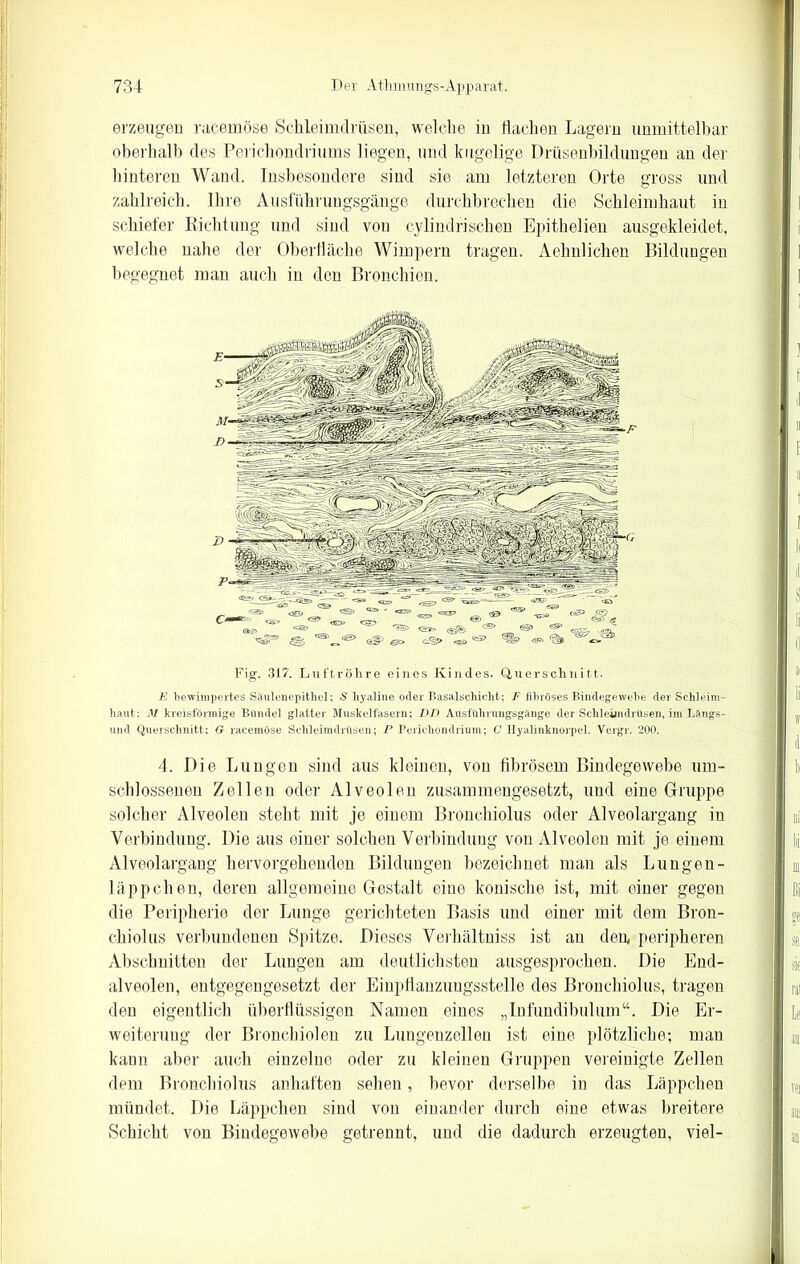 erzeugen racemöse Schleimdrüsen, welche in Hachen Lagern unmittelbar oberhalb des Perichondriums liegen, und kugelige Drüsenbildungen an der hinteren Wand. Insbesondere sind sie am letzteren Orte gross und zahlreich. Ihre Ausführungsgänge durchbrechen die Schleimhaut in schiefer Richtung und sind von cylindrischen Epithelien ausgekleidet, welche nahe der Oberfläche Wimpern tragen. Aehnlichen Bildungen begegnet man auch in den Bronchien. Fig. 317. Luftröhre eines Kindes. Querschnitt. E bewimpertes Säulenepithel; S hyaline oder Basalschicht; F fibröses Bindegewebe der Schleim- haut: M kreisförmige Bündel glatter Muskelfasern; DD Ausführungsgänge der Schleimdrüsen, im Längs- und Querschnitt; G racemöse Schleimdrüsen; P Perichondrium; C Hyalinknorpel. Vergr. 200. 4. Die Lungen sind aus kleinen, von fibrösem Bindegewebe um- schlossenen Zellen oder Alveolen zusammengesetzt, und eine Gruppe solcher Alveolen steht mit je einem Bronchiolus oder Alveolargang in Verbindung. Die aus einer solchen Verbindung von Alveolen mit je einem Alveolargang hervorgehenden Bildungen bezeichnet man als Lungen- läppchen, deren allgemeine Gestalt eine konische ist, mit einer gegen die Peripherie der Lunge gerichteten Basis und einer mit dem Bron- chiolus verbundenen Spitze. Dieses Verhältnis ist au den, peripheren Abschnitten der Lungen am deutlichsten ausgesprochen. Die End- alveolen, entgegengesetzt der Einpflanzungsstelle des Bronchiolus, tragen den eigentlich überflüssigen Namen eines „Infundibulum“. Die Er- weiterung der Bronchiolen zu Lungenzellen ist eine plötzliche; man kann aber auch einzelne oder zu kleinen Gruppen vereinigte Zellen dem Bronchiolus anhaften sehen, bevor derselbe in das Läppchen mündet. Die Läppchen sind von einander durch eine etwas breitere Schicht von Bindegewebe getrennt, und die dadurch erzeugten, viel-