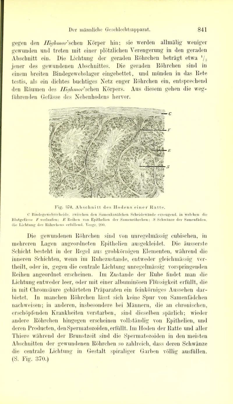 gegen den Higlimor'sehen Körper hin; sie werden allmälig weniger gewunden und treten mit einer plötzlichen Verengerung in den geraden Abschnitt ein. Die Lichtung der geraden Röhrchen beträgt etwa '/„ jener des gewundenen Abschnittes. Die geraden Röhrchen sind in einem breiten Bindegewebslager eingebettet, und münden in das Rete testis, als ein dichtes buchtiges Netz enger Röhrchen ein, entsprechend den Räumen des Higlimor'sehen Körpers. Aus diesem gehen die weg- führenden Gefässe des Nebenhodens hervor. E Fig. 370. Abschnitt des Hodens einer Ratte. C Bindegewebssclieitle, zwischen den Samenkanälchen Scheidewände erzeugend, in welchen die Blutgefässe F verlaufen; E Reihen von Epithelien der Samenröhrchen: £ Schwänze der Samenfäden, die Lichtung des Röhrchens erfüllend. Vergr. 200. Die gewundenen Röhrchen sind von unregelmässig cubischen, in mehreren Lagen angeordneten Epitlielien ausgekleidet. Die äusserste Schicht besteht in der Regel aus grobkörnigen Elementen, während die inneren Schichten, wenn im Ruhezustände, entweder gleiclimässig ver- theilt, oder in, gegen die centrale Lichtung unregelmässig vorspringenden Reihen angeordnet erscheinen, tm Zustande der Ruhe findet man die Lichtung entweder leer, oder mit einer albuminösen Flüssigkeit erfüllt, die in mit Chromsäure gehärteten Präparaten ein feinkörniges Aussehen dar- bietet. ln manchen Röhrchen lässt, sich keine Spur von Samenfädchen nachweisen; in anderen, insbesondere bei Männern, die an chronischen, erschöpfenden Krankheiten verstürben, sind dieselben spärlich; wieder andere Röhrchen hingegen erscheinen vollständig von Epithelion, und deren Producten, denSpermatozoideu,erfüllt. Im Hoden der Ratte und aller l’hiere während der Brunstzeit sind die Spermatozoiden in den meisten Abschnitten der gewundenen Röhrchen so zahlreich, dass deren Schwänze die centrale Lichtung in Gestalt spiraliger Garben völlig ausfüllen. (S. Big. 370.)