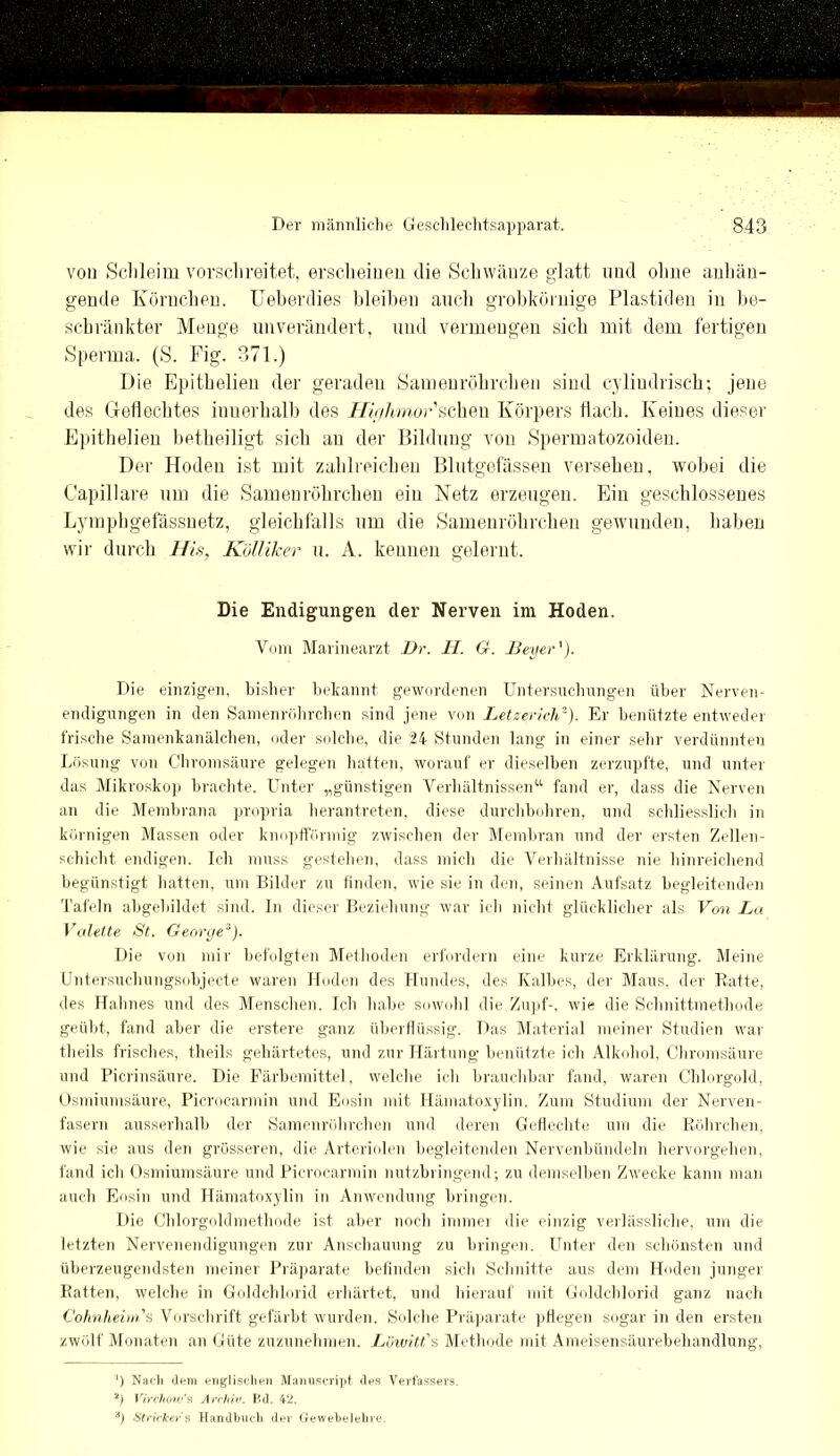von Schleim vorsclireitet, erscheinen die Schwänze glatt und ohne anhäu- gende Körnchen. Ueberdies bleiben auch grobkörnige Plastiden in be- schränkter Menge unverändert, und vermengen sich mit dem fertigen Sperma. (S. Fig. 371.) Die Epitbelien der geraden Samenröhrchen sind cylindriseh; jene des Geliechtes innerhalb des Higlimor sehen Körpers flach. Keines dieser Epitbelien betheiligt sich au der Bildung von Spermatozoiden. Der Hoden ist mit zahlreichen Blutgefässen versehen, wobei die Capillare um die Samenröhrchen ein Netz erzeugen. Ein geschlossenes Lymphgefässnetz, gleichfalls um die Samenröhrchen gewunden, haben wir durch His, Kölliker u. A. kennen gelernt. Die Endigungen der Nerven im Hoden. Vom Marinearzt Br. H. G. Beyer'). Die einzigen, bisher bekannt gewordenen Untersuchungen über Nerven- endigungen in den Samenröhrchen sind jene von Letzerich* 2). Er benützte entweder frische Samenkanälchen, oder solche, die 24 Stunden lang in einer sehr verdünnten Lösung von Chromsäure gelegen hatten, worauf er dieselben zerzupfte, und unter das Mikroskop brachte. Unter „günstigen Verhältnissen“ fand er, dass die Nerven an die Membrana propria herantreten, diese durchbohren, und schliesslich in körnigen Massen oder knopfförmig zwischen der Membran und der ersten Zellen- schicht endigen. Ich muss gestehen, dass mich die Verhältnisse nie hinreichend begünstigt hatten, um Bilder zu finden, wie sie in den, seinen Aufsatz begleitenden Tafeln abgebildet sind. In dieser Beziehung war ich nicht glücklicher als Von La Valette St. George3). Die von mir befolgten Methoden erfordern eine kurze Erklärung. Meine Untersuchungsobjecte waren Hoden des Hundes, des Kalbes, der Maus, der Ratte, des Hahnes und des Menschen. Ich habe Sowohl die.Zupf-, wie die Schnittmethode geübt, fand aber die erstere ganz überflüssig. Das Material meiner Studien war theils frisches, theils gehärtetes, und zur Härtung- benützte ich Alkohol, Chromsäure und Picrinsäure. Die Färbemittel, welche ich brauchbar fand, waren Chlorgold, Osmiumsäure, Picrocarmin und Eosin mit Hämatoxylin. Zum Studium der Nerven- fasern ausserhalb der Samenröhrchen und deren Geflechte um die Röhrchen, wie sie aus den grösseren, die Arteriolen begleitenden Nervenbündeln hervorgehen, fand ich Osmiumsäure und Picrocarmin nutzbringend; zu demselben Zwecke kann man auch Eosin und Hämatoxylin in Anwendung bringen. Die Chlorgoldmethode ist aber noch immer die einzig verlässliche, um die letzten Nervenendigungen zur Anschauung zu bringen. Unter den schönsten und überzeugendsten meiner Präparate befinden sich Schnitte aus dem Hoden junger Ratten, welche in Goldchlorid erhärtet, und hierauf mit Goldchlorid ganz nach Cohnheim's Vorschrift gefärbt wurden. Solche Präparate pflegen sogar in den ersten zwölf Monaten an Güte zuzunehmen. Löwitt's Methode mit Ameisensäurebehandlung, ‘) Nach dem englischen Mannscript des Verfassers. 2) Virchow's Archiv. Bd. 42. 3) Strickers Handbuch der Gewebelehre.