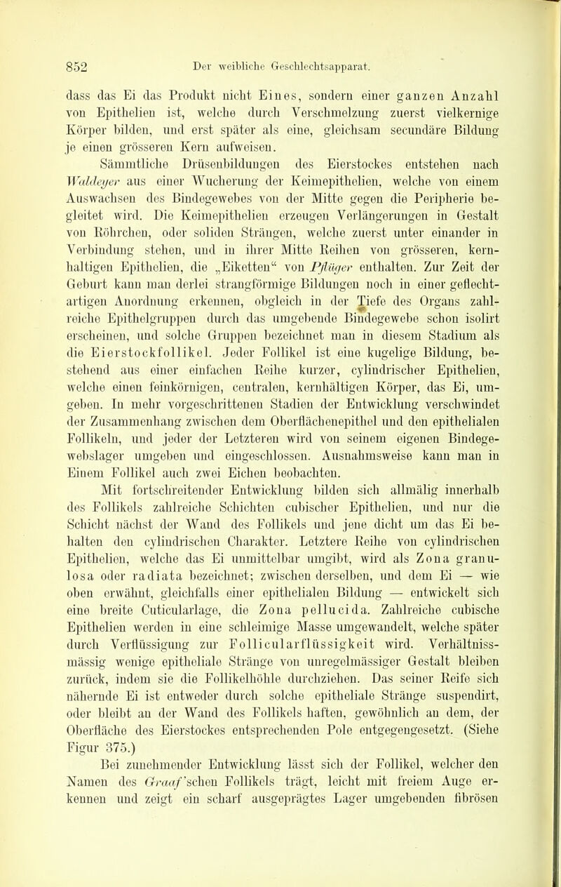 dass das Ei das Produkt nicht Eines, sondern einer ganzen Anzahl von Epithelien ist, welche durch Verschmelzung zuerst vielkernige Körper bilden, und erst später als eine, gleichsam secundäre Bildung je einen grösseren Kern aufweisen. Sämmtliche Drüsenbildungen des Eierstockes entstehen nach Waldei/er aus einer Wucherung der Keimepithelien, welche von einem Auswachsen des Bindegewebes von der Mitte gegen die Peripherie be- gleitet wird. Die Keimepithelien erzeugen Verlängerungen in Gestalt von Röhrchen, oder soliden Strängen, welche zuerst unter einander in Verbindung stehen, und in ihrer Mitte Reihen von grösseren, kern- haltigen Epithelien, die „Eiketten“ von Pflüger enthalten. Zur Zeit der Geburt kann man derlei strangförmige Bildungen noch in einer geflecht- artigen Anordnung erkennen, obgleich in der Tiefe des Organs zahl- reiche Epithelgruppen durch das umgebende Bindegewebe schon isolirt erscheinen, und solche Gruppen bezeichnet man in diesem Stadium als die Eierstockfollikel. Jeder Follikel ist eine kugelige Bildung, be- stellend aus einer einfachen Reihe kurzer, cylindrischer Epithelien, welche einen feinkörnigen, centralen, kernhältigen Körper, das Ei, um- geben. In mehr vorgeschrittenen Stadien der Entwicklung verschwindet der Zusammenhang zwischen dem Oberflächenepithel und den epithelialen Follikeln, und jeder der Letzteren wird von seinem eigenen Bindege- webslager umgeben und eingeschlossen. Ausnahmsweise kann mau in Einem Follikel auch zwei Eichen beobachten. Mit fortschreitender Entwicklung bilden sich allmälig innerhalb des Follikels zahlreiche Schichten eubischer Epithelien, und nur die Schicht nächst der Wand des Follikels und jene dicht um das Ei be- halten den cylindrischen Charakter. Letztere Reihe von cylindrischen Epithelien, welche das Ei unmittelbar umgibt, wird als Zona granu- losa oder radiata bezeichnet; zwischen derselben, und dem Ei — wie oben erwähnt, gleichfalls einer epithelialen Bildung — entwickelt sich eine breite Cuticularlage, die Zona pellucida. Zahlreiche cubische Epithelien werden in eine schleimige Masse umgewandelt, welche später durch Verflüssigung zur Follicularflüssigkeit wird. Verhältniss- mässig wenige epitheliale Stränge von unregelmässiger Gestalt bleiben zurück, indem sie die Follikelhöhle durchziehen. Das seiner Reife sich nähernde Ei ist entweder durch solche epitheliale Stränge suspendirt, oder bleibt au der Wand des Follikels haften, gewöhnlich au dem, der Oberfläche des Eierstockes entsprechenden Pole entgegengesetzt. (Siehe Figur 375.) Bei zunehmender Entwicklung lässt sich der Follikel, welcher den Namen des Graaf’sehen Follikels trägt, leicht mit freiem Auge er- kennen und zeigt ein scharf ausgeprägtes Lager umgehenden fibrösen