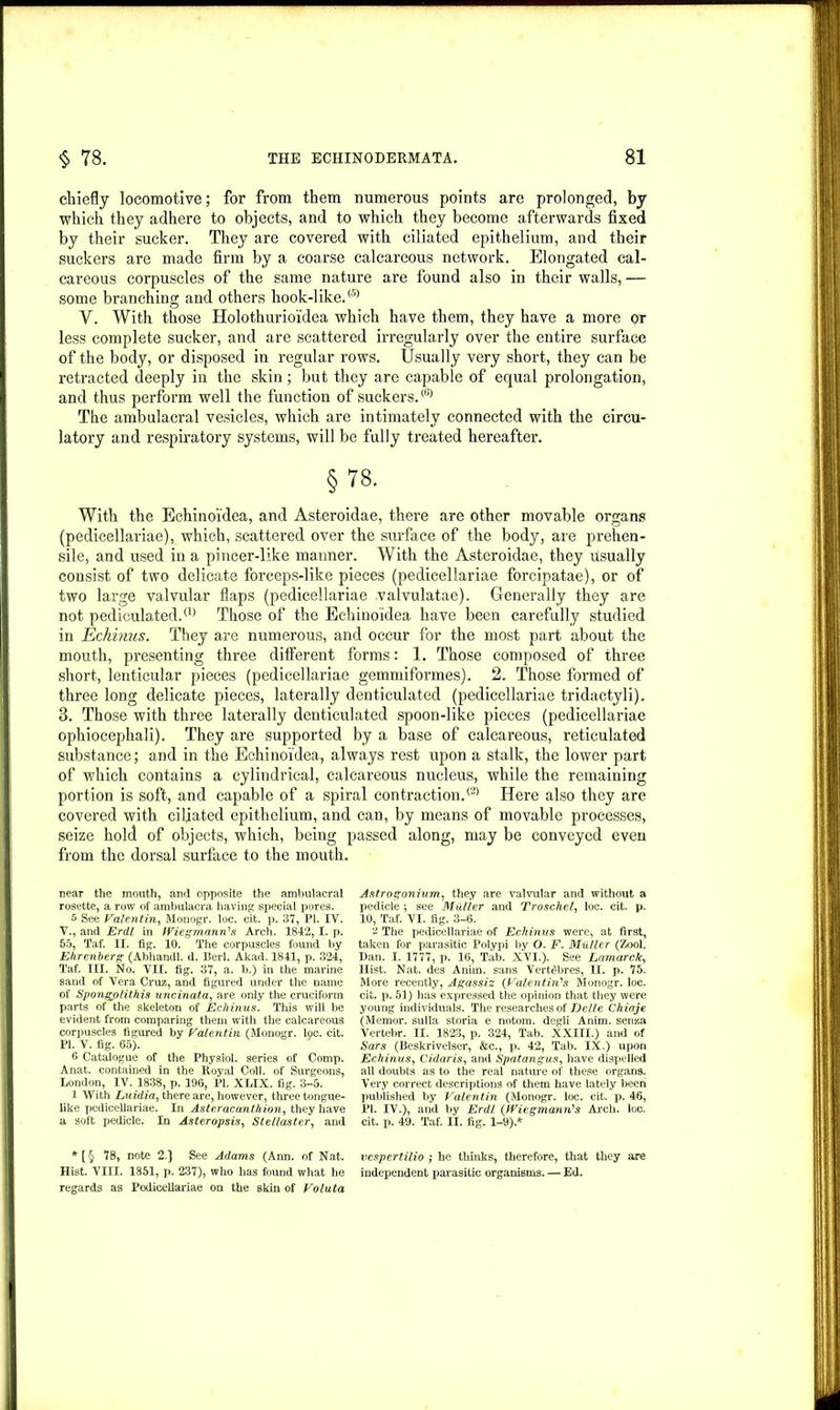 chiefly locomotive; for from them numerous points are prolonged, by which they adhere to objects, and to which they become afterwards fixed by their sucker. They are covered with ciliated epithelium, and their suckers are made firm by a coarse calcareous network. Elongated cal- careous corpuscles of the same nature are found also in their walls,— some branching and others hook-like.® V. With those Holothurioidea which have them, they have a more or less complete sucker, and are scattered irregularly over the entire surface of the body, or disposed in regular rows. Usually very short, they can be retracted deeply in the skin; but they are capable of equal prolongation, and thus perform well the function of suckers.® The ambulacral vesicles, which are intimately connected with the circu- latory and respiratory systems, will be fully treated hereafter. §78. With the Echinoidea, and Asteroidae, there are other movable organs (pedicellariae), which, scattered over the surface of the body, are prehen- sile, and used in a pincer-like manner. With the Asteroidae, they usually consist of two delicate forceps-like pieces (pedicellariae forcipatae), or of two large valvular flaps (pedicellariae valvulatae). Generally they are not pediculated.® Those of the Echinoidea have been carefully studied in Echinus. They are numerous, and occur for the most part about the mouth, presenting three different forms: 1. Those composed of three short, lenticular pieces (pedicellariae gemmiformes). 2. Those formed of three long delicate pieces, laterally denticulated (pedicellariae tridactyli). 3. Those with three laterally denticulated spoon-like pieces (pedicellariae ophiocephali). They are supported by a base of calcareous, reticulated substance; and in the Echinoidea, always rest upon a stalk, the lower part of which contains a cylindrical, calcareous nucleus, while the remaining portion is soft, and capable of a spiral contraction.® Here also they are covered with ciliated epithelium, and can, by means of movable processes, seize hold of objects, which, being passed along, may be conveyed even from the dorsal surface to the mouth. near the mouth, and opposite the ambulacral rosette, a row of ambulacra having special pores. 5 See Valentin, Monogr. loc. cit. p. 37, PI. IY. V., and Erdl in Wiesmann's Arch. 1842, I. p. 55, Taf. II. fig. 10. The corpuscles found by Ehrenberg (Abhandl. d. Bed. Akad. 1841, p. 324, Taf. III. No. VII. fig. 37, a. b.) in the marine sand of Vera Cruz, and figured under the name of Spongplithis uncinata, are only the cruciform parts of the skeleton of Echinus. This will be evident from comparing them with the calcareous corpuscles figured by Valentin (Monogr. loc. cit. PI. V. fig. 65). 6 Catalogue of the Physiol, series of Comp. Anat. contained in the Royal Coll, of Surgeons, London, IV. 1838, p. 196, PI. XLIX. fig. 3-5. 1 With Luidia, there are, however, three tongue- like pedicellariae. In Aster acanthion, they have a soft pedicle. In Asteropsis, Stellaster, and * [ § 78, note 2.] See Adams (Ann. of Nat. Hist. VIII. 1851, p. 237), who has found what he regards as Podicellariae on the skin of Voluta Astrogonium1 they are valvular and without a pedicle ; see Muller and Troschel, loc. cit. p. 10, Taf. VI. fig. 3-6. The pedicellariae of Echinus were, at first, taken for parasitic Polypi by O. F. Muller (Zool. Dan. I. 1777, p. 16, Tab. XVI.). See Lamarck, Ilist. Nat. des Anim. sans Vert^bres, II. p. 75. More recently, Agassiz (Valentin's Monogr. loc. cit. p. 51) has expressed the opinion that they were young individuals. The researches of Delle Chiaje (Memor. sulla storia e notom. degli Anim. senza Vertebr. II. 1823, p. 324, Tab. XXIII.) and of Sars (Beskrivelser, &c., p. 42, Tab. IX.) upon Echinus, Cidaris, and Spatangus, have dispelled all doubts as to the real nature of these organs. Very correct descriptions of them have lately been published by Valentin (Monogr. loc. cit. p. 46, PI. IV.), and by Erdl (Wiegmami's Arch. loc. cit. p. 49. Taf. II. fig. 1-9).* vespertilio ; he thinks, therefore, that they are independent parasitic organisms. — Ed.