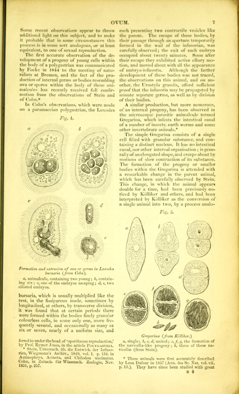 Some recent observations a[)p('nr to throw ml»lilional li;»ht «)n this snhject, anil to make it prohahle thiit in some eirnimstanci's this process is in some sort analo;;oiis, or at least eijiiivalent, to one of sexual reproduction. 'I’he first aceurjite observation of the de- velopment ol a progeny of young cells within the body ot a polygastrian was communicated by 1‘ocke in isii to the meeting of natu- ralists at Hrcmen, and the fact of the pro- duction ol internal germs or bodies resembling ova or spores within the body of these ani- malcules has recently received full confir- mation from the observations of Stein and of ('ohn.^ In (’ohu’s observations, which were made on a paramaccian polygastrian, the Loxodcs Fig. i. Format ion anri extrusion of ora or perms in Loxo^hs hursaria {Jrom Co/in'). rt, anini.alcule, containing two young; contain- ing six ; r, one of the embryos escaping; d, e, two ciliated embryos. hursaria, which is usually multiplied like the rest, in the fissiparous mode, sometimes by longitudinal, at others, by transverse division, it was foiind that at certain periods there were formed within the bodies finely granular colourless cells, in some only one, more fre- quently several, and occasionally as many as six or seven, nearly of a uniform size, and forrod to under the head of ‘ sporiferous reproduction,’ by I’rof. Kymer Jones, in the article Polygastria. * Stein, L ntersuch. iib. die Entwick. der Infuso- rien, Wiegmann's Archiv,, 1849. vol. 1. p. 134. in Actinophrys, Aoineta, and Chilodon micinatus. Cohn, in Zeitsch. t iir M issensch. Zooloirie, 2s ov. 1851, p. 257. e:ich presenting two contractile vesicles like the parent. 'I’he escape of these hoilies by their passage through aiia|>erture temjMjrarily formed ill the wad of the infusorian, was carefully ohscrveil; the exit of each eiiihryo occupied about twenty minutes. .Soon alter their escajie they exhibited active ciliary mo- tion, and inovi'd about with all the appearance of eniliryo-infusoria. Although the farther development of these hixiics was not traceil, till! ohsiTvations on this animal, and on an- other, the I rostyla grandis, alllird siifficieiit proof that the infusoria may he propagated by minute sepanite germs, as well as by division of their bodies. A similar production, hut more numerous, of an intern d progeny, ha.s been observed in the microscopic parasitic animalcule termed (Iregarina, which infests the intestinal canal of a number of insects, earth worms and some other invertebrate animals.* The simjile (Iregarina consists of a single cell filled with granular substance, and con- taining a distinct nucleus. It has no intestinal canal, nor other internal organisation ; is gene- rally of an elongated shape, and creejis about by motions of slow contraction of its substance. I'he formation of the progeny or smaller bodies within the (iregarina is attended with a remarkable change in the parent animal, w hich has been carefully observed by Stein. This change, in which the animal appears double for a time, had been previously no- ticed by Kiilliker and others, and had been interpreted by Kollikcr as the conversion of a single animal into two, by a process analo- Fio. 3. GrepnriiUB (J'rom KolUkeri) a. single; b, c, d, united ; e. f. p, the formation of the n.avicella-like progeny; h, three of these na- vicellie (from Stein). * These animals were first accurately des«?ril>ed by Leon Dufour in 1837 (Ann. des Sc. Xat. vol. vii. p. 10.). They have since been studied with great B 4