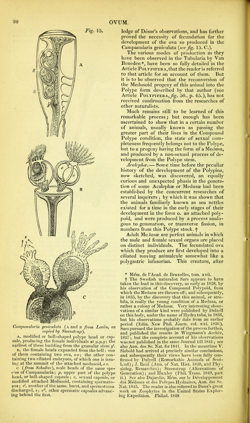 A, modified or bell-shaped polype head or cap- sule, producing the female individuals at g,g,g-, the earliest of tliese budding from the granular'stem g’. B, the female heads expanded from the bell: one of them containing two ova, oo; the other con- taining two ciliated embryoes, of which one is issu- ing at the summit of the attached medusoid, e e. c {from Schultze), male heads of the same spe- cies of Campanularia; p, upper part of the polype head, or bell-shaped capsule; c, sexual capsule, or modified attached Medusoid, containing spermato- zoa ; c', another of tlie same, burst, and spermatozoa discharged, s; c, other spermatic capsules advanc- ing behind the first. ledge of Desor’s observations, and has farther proved the necessity of fecundation for the development of the ova so produced in the Campanularia geniculata {see fig. 15. C.). The various modes of production as they have been observed in the Tubularia by Van Beneden*, have been so fully detailed in the Article PoLVPiFERA,that the reader is referred to that article for an account of them. But it is to be observed that the reconversion of the Medusoid progeny of this animal into the Polype form described by that author (see Article PolypiferAj,j'%. 50., p. 45.), has not received confirmation from the researches of other naturalists. Much remains still to be learned of this remarkable process; but enough has been ascertained to show that in a certain number of animals, usually known as passing the greater part of their lives in the Compound Polype condition, the state of sexual com- pleteness frequently belongs not to the Polype, but to a progeny having the form of a Medusa, and produced by a non-sexual process of de- velopment from the Polype stem. Acalephrs.— Some time before the peculiar history of the development of the Polypina, now sketched, was discovered, an equally curious and unexpected phasis in the genera- tion of some Acalephae or Medusse had been established by the concurrent researches of several inquirers ; by which it was shown that the animals familiarly known as sea nettles existed for a time in the early stages of their development in the form o. an attached poly- poid, and were produced by a process analo- gous to gemmation, or transverse fission, in numbers from this Polype stock.-j- Adult Medusae are perfect animals in which the male and female sexual organs are placed on distinct individuals. The fecundated ova which they produce are first developed into a ciliated moving animalcule somewhat like a polygastric infusorian. This creature, after * Mem. de I’Acad. de Bruxelles, tom. xvii. f The Swedish naturalist Sars appears to have taken the lead in this discovery, as early as 1828, by his observation of the Compound Polypoid, from which the Medusae are thrown off; and subsequently, in 1835, by the discovery that this animal, or stro- bila, is really the young condition of a Medusa, or rather a colony of Medusae. Very interesting obser- vations of a similar kind were published by Dalzell on this body, under the name of Hj^dra tuba, in 183fi, but his observations probably date fiom an earlier period (Edin. New Phil. Journ. vol. xxi. 183(i). Sars pursued the investigation of the process further, and published the results in Wiegmann’s Archiv, 1837 ; but the complete account of his observations was not published in the same Journal till 1841; see also Ann. des Sc. Nat. for 1841. In the meantime V. Siebold had arrived at precisely similar conclusions, and subsequently their views have been fully con- firmed by Dah’ell (Remarkable Animals of Scot- land); J. Reid (Ann. of Nat. Hist. 1848, and Phy- siolog. Researches); Steenstrup (Alternations of Generation) ; and Huxley (Phil. Trans. 1849, part ii.) See also Dujardin, Mem. sur le Developpement des Meduses et des Polypes Hydraires, Ann. des Sc. Nat. 1845. The reader is also referred to Dana’s great work on Zoophytes in the United States Explor- ing Expedition. Philad. 1848.