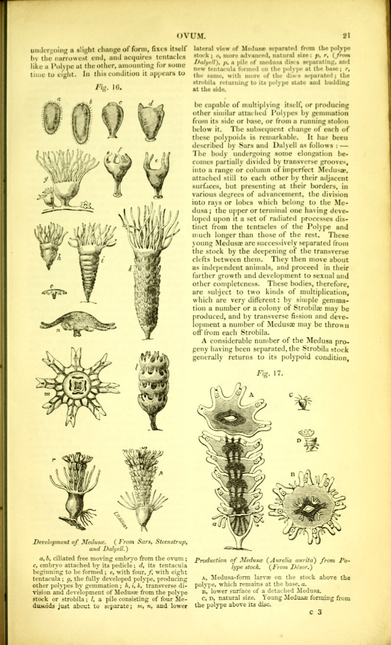 uiulerjioin^ a Mliglit change of form, fixes itself hv the narrowe-tt eiuJ, anil acijuires tentacles like a Polype ul the oilier, ainonnting for some time to eiglit. In this condition it appears to Fig. 1C. Derelopment of ^fetlustr. ( From Sars, SUenstrup and Dal^ell.') Iat«‘ral view of MctluMF •oparnted from the polv|MS stock ; o, more a*lvanrr«l, iiaturnl size; p. r, {from Jhtlyril), p, n pile of iiiiMlu<ia disi's srparatiiiff, nnd new tontncula fonin-d on the jiolyiH* at the base; r, the same, witli mure of tlie iIiim S si’|Mirate(i; the strohilu returning to its |>oly|>c state ami huiiding at the side. he capable of multiplying itself, or producing other similar attached Pol) pcs by geinnmtion from its side or base, or from a running stolon below it. The subsetjuent change of each of these poly[)oids is remarkable. It hur been described by Sims and I)al>ell as follows : — 1 he body undergoing some elongation be- comes [lartially divided by transverse grooves, into a range or column of imperfect Medusjp, attached still to each other liy their adjacent surfaces, but presenting at their liordcrs, in various degrees of advancement, the division into rays or lobes which belong to the Me- dusa; the upper or terminal one baling deve- loped upon it a set of radiated processes dis- tinct from the tentacles of the Polype and much longer than those of the rest. These young Medusae arc successively separated from the stock by the deepening of the transverse clefts between them. They then move about as indcpcnilcnt animals, and proceed in their farther grow th and development to sexual and other completeness. These liodies, therefore, are subject to two kinds of multiplication, which are very diHercnt: by simple gemma- tion a number or a colony of Slrobilaj may be produced, and by transverse fission and deve- lopment a number of Medusae may be thrown off from each Strobila. A considerable number of the Medusa pro- geny having been separated, the Strobila stock generally returns to its polyjioid condition. Fin. 17. a, h. ciliated free moving embryo from the ovum ; c, embryo attacheil by its pedicle; (/, its tentacuia beginning to be formed ; e, with four, f, with eight tentacuia ; g, the fully developed polype, producing other polypes by gemmation ; h. i, k, transverse di- vision and development of Meduste from the polype stock or strobila; I, a pile consisting of four ile- dusoids just about to separate; »j, n, and lower Production of ^ledusce (^Aurelia auriia') from Po~ Igpe stock. (.From Jjesor.') A, Medusa-form larvje on the stock above the polvpe, which remains at the base, a. B, lower surface of a detached Medusa, c, D, natural size. Young Medusa; forming from the polype above its disc.