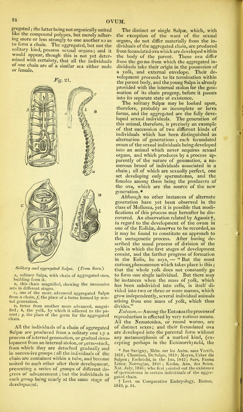 gregated ; the latter being not organically united like the compound polypes, but merely adher- ing more or less strongly to one another so as to form a chain. The aggregated, but not the solitary kind, possess sexual organs; and it would appear, though this is not yet deter- mined with certainty, that all the individuals of one chain are of a similar sex either male or female. Fig. 21. Solitary and aggregated Salpce. (^From Sars.') A, solitary Salpa, with chain of aggregated ones, budding from it. B, this chain magnified, shewing the successive sets in different stages. c, one of the more advanced aggregated Salpae from a chain, y, the place of a foetus formed by sex- ual generation. D, foetus from another more advanced, magni- fied ; h, the yolk, by which it adhered to the pa- rent; g, the place of the germ for the aggregated chain. All the individuals of a chain of aggregated Salpae are produced from a solitary one by a process of internal gemmation, or gradual cieVe- lopment from an internal stolon, or germ-stock, from which they are detached gradually and in successive groups : all the individuals of the chain are contained within a tube, and become united to each other after their development, presenting a series of groups of different de- grees of advancement ; l)ut the individuals in each group being nearly at the same stage of development. The distinct or single Salpae, which, with the exception of the want of the sexual organs, do not differ materially from the in- dividuals of the aggregated chain, are produced from fecundated ova which are developed within the body of the parent. These ova differ from the gei ms from which the aggregated in- dividuals take their origin in the possession of a yolk, and external envelope. Their de- velopment proceeds to its termination within the parent body, and the young Salpa is already provided with the internal stolon for the gem- mation of its chain progeny, before it passes into its separate state of existence. The solitary Salpae may be looked upon, therefore, probably as incomplete or larva forms, and the aggregated are the fully deve- loped sexual individuals. The generation of this animal, therefore, is precisely an example of that succession of two different kinds of individuals which has been distinguished as alternation of generations ; each fecundated ovum of the sexual individuals being developed into an animal which never acquires sexual organs, and which produces by a process ap- parently of the nature of gemmation, a nu- merous brood of individuals associated in a chain ; all of which are sexually perfect, one set developing only spermatozoa, and the females among them being the producers of the ova, w'hich are the source of the new generation.* Although no other instances of alternate generation have yet been observed in the class of Mollusca, yet it is possible that modi- fications of this process may hereafter be dis- covered. An observation related by Agassiz f, in regard to the development of the ovum in one of the Eolidae, deserves to be recorded, as it may be found to constitute an approach to the metagenetic process. After having de- scribed the usual process of division of the yolk in which the first stages of development consist, and the farther progress of formation in the Eolis, he says, — “ But the most curious^phenomenon which takes place is this ; that the whole yolk does not constantly go to form one single individual. But there may be instances when the mass of yolk, which has been subdivided into cells, is itself di- vided into two or three or more masses, which grow independently, several individual animals arising from one mass of yolk, which thus divides.” Entozoa.— .A mong the Entozoa the process of reproduction is effected by very various means. All the Nematoidea, or round worms, are of distinct sexes; and their fecundated ova are developed into the parental form without any metamorphosis of a marked kind, (ex- cepting perhaps in the Echinorrhjnchi, the * See Savigny, Mem. sur les Anim. sans Vert^b. 1816 ; Cliamisso, De SalpLs, 1819 ; Mej^en, Ueber die Salpen; Eschricht, in the Isis, 1842; Sars, Fauna Littor. Norvegiae, 184() ; Krohn, Ann. des Scien. Nat. July, 1846 ; wlio first pointed out the existence of spermatozoa in certain individuals of tlie aggre- gated chain. t Lect. on Comparative Embryology, Boston, 1849, p. 81.