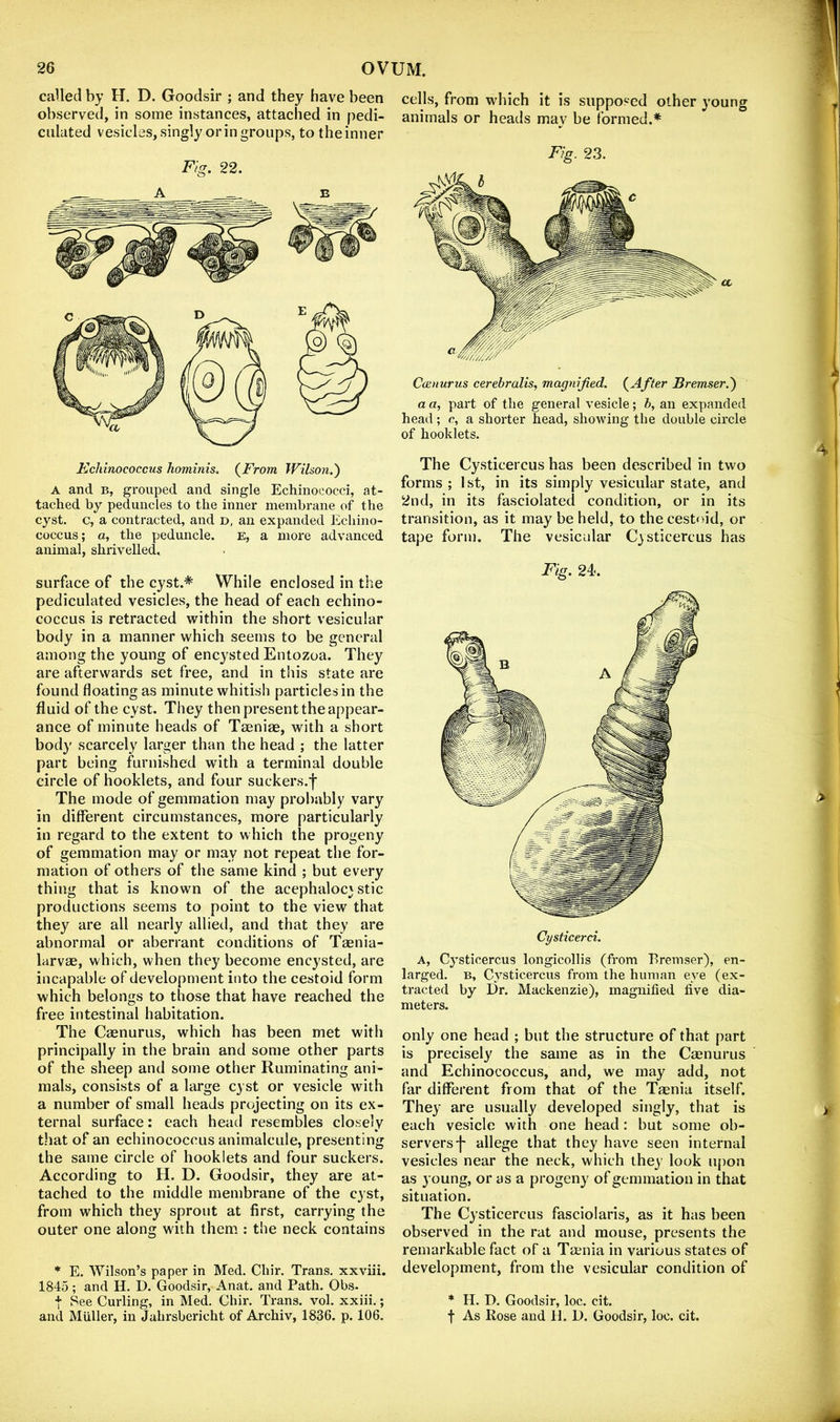 called by H. D. Goodsir ; and they have been observed, in some instances, attached in pedi- culated vesicles, singly or in groups, to the inner Kchinococcus hominis. {From Wilson.') A and B, grouped and single Echinococci, at- tached by peduncles to the inner membrane of the cyst, c, a contracted, and d, an expanded Echino- coccus; a, the peduncle. e, a more advanced animal, shrivelled. surface of the cyst.* While enclosed in the pediculated vesicles, the head of each echino- coccus is retracted within the short vesicular body in a manner which seems to be general among the young of encysted Entozoa. They are afterwards set free, and in this state are found floating as minute whitish particles in the fluid of the cyst. They then present the appear- ance of minute heads of Taeniae, with a short body scarcely larger than the head ; the latter part being furnished with a terminal double circle of booklets, and four suckers.’f' The mode of gemmation may probably vary in different circumstances, more particularly in regard to the extent to which the progeny of gemmation may or may not repeat the for- mation of others of the same kind ; but every thing that is known of the acephalocy Stic productions seems to point to the view that they are all nearly allied, and that they are abnormal or aberrant conditions of Taenia- larvae, which, when they become encysted, are incapable of development into the cestoid form which belongs to those that have reached the free intestinal habitation. The Caenurus, which has been met with principally in the brain and some other parts of the sheep and some other Ruminating ani- mals, consists of a large cyst or vesicle with a number of small heads projecting on its ex- ternal surface: each head resembles closely that of an echinococcus animalcule, presenting the same circle of booklets and four suckers. According to H. D. Goodsir, they are at- tached to the middle membrane of the cyst, from which they sprout at first, carrying the outer one along with them : the neck contains * E. Wilson’s paper in Med. Chir. Trans, xxviii. 1845; and H. D. Goodsir, Anat. and Path. Obs. I See Curling, in Med. Chir. Trans, vol. xxiii.; and Muller, in Jahrsbericht of Archiv, 1836. p. 106. cells, from which it is supposed other young animals or heads may be formed.* Fig. 23. Caniurus cerebralis, magnified. (Afiler Bremser.) a a, part of the general vesicle; h, an expanded head; c, a shorter head, showing the double circle of booklets. The Cysticercus has been described in two forms ; 1st, in its simply vesicular state, and 2nd, in its fasciolated condition, or in its transition, as it may be held, to the cestoid, or tape form. The vesicular Cysticercus has Fig. 24. Cysticerci. A, Cy’sticercus longicollis (from Bremser), en- larged. B, Cy^sticercus from the human eye (ex- tracted by Dr. Mackenzie), magnified five dia- meters. only one head ; but the structure of that part is precisely the same as in the Caenurus and Echinococcus, and, we may add, not far different from that of the Tmnia itself. They are usually developed singly, that is each vesicle with one head: but some ob- servers j- allege that they have seen internal vesicles near the neck, which they look u[)on as young, or as a progeny of gemmation in that situation. The Cysticercus fasciolaris, as it has been observed in the rat and mouse, presents the remarkable fact of a Tcenia in various states of development, from the vesicular condition of * H. D. Goodsir, loc. cit. f As Rose and H. D. Goodsir, loc. cit.