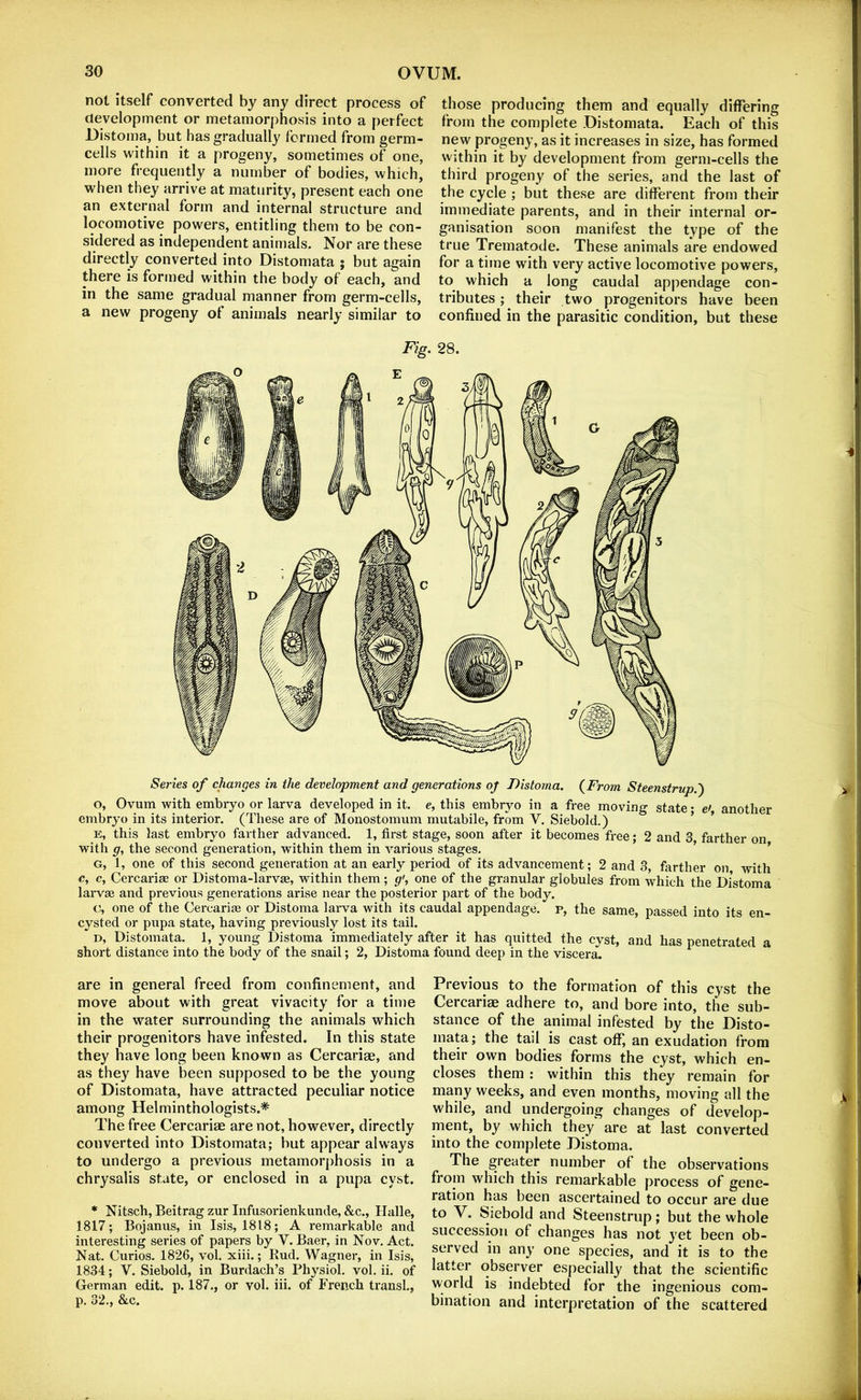 not itself converted by any direct process of development or metamorphosis into a perfect JDistoma, but has gradually formed from germ- cells within it a progeny, sometimes of one, more frequently a number of bodies, which, when they arrive at maturity, present each one an external form and internal structure and locomotive powers, entitling them to be con- sidered as independent animals. Nor are these directly converted into Distomata ; but again there is formed within the body of each, and in the same gradual manner from germ-cells, a new progeny of animals nearly similar to those producing them and equally differing from the complete Distomata. Each of this new progeny, as it increases in size, has formed within it by development from germ-cells the third progeny of the series, and the last of the cycle ; but these are different from their immediate parents, and in their internal or- ganisation soon manifest the type of the true Trematode. These animals are endowed for a time with very active locomotive powers, to which a long caudal appendage con- tributes ; their two progenitors have been confined in the parasitic condition, but these Fig. 28. Series of changes in the development and generations of Fistoma. (From Steenstrup.') o, Ovum with embryo or larva developed in it. e, this embryo in a free moving state • e', another embryo in its interior. (These are of Monostomum mutabile, from V. Siebold.) ’ ’ E, this last embryo farther advanced. 1, first stage, soon after it becomes free; 2 and 3 farther on with g, the second generation, within them in various stages. ’ ’ G, 1, one of this second generation at an early period of its advancement; 2 and 3, farther on with c, c, Cercariae or Distoma-larvae, within them; g', one of the granular globules from which the Distoma larvae and previous generations arise near the posterior part of the body. c, one of the Cercariae or Distoma larva with its caudal appendage, p, the same, passed into its en- cysted or pupa state, having previously lost its tail. D, Distomata. 1, young Distoma immediately after it has quitted the cyst, and has penetrated a short distance into the body of the snail; 2, Distoma found deep in the viscera. are in general freed from confinement, and move about with great vivacity for a time in the water surrounding the animals which their progenitors have infested. In this state they have long been known as Cercariae, and as they have been supposed to be the young of Distomata, have attracted peculiar notice among Helminthologists.* The free Cercariae are not, however, directly converted into Distomata; but appear always to undergo a previous metamorphosis in a chrysalis state, or enclosed in a pupa cyst. * Nitsch, Beitrag zur Infusorienkunde, &c., Halle, 1817; Bojanus, in Isis, 1818; A remarkable and interesting series of papers by V. Baer, in Nov. Act. Nat. Curios. 1826, vol. xiii.; Rud. Wagner, in Isis, 1834; V. Siebold, in Burdach’s Physiol, vol. ii. of German edit. p. 187,, or vol. iii. of French transl., p. 32,, &,c. Previous to the formation of this cyst the Cercariae adhere to, and bore into, the sub- stance of the animal infested by the Disto- mata; the tail is cast off, an exudation from their own bodies forms the cyst, which en- closes them : within this they remain for many weeks, and even months, moving all the while, and undergoing changes of develop- ment, by which they are at last converted into the complete Distoma. The greater number of the observations from which this remarkable process of gene- ration has been ascertained to occur are due to V. feiebold and Steenstrup; but the whole succession of changes has not yet been ob- served in any one species, and it is to the latter observer especially that the scientific world is indebted for the ingenious com- bination and interpretation of the scattered