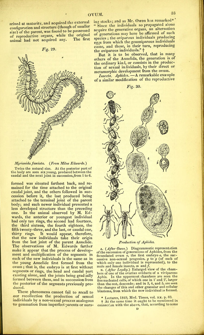 83 arived at maturity, and acquired the external configwration and structure (though of smaller size) of the parent, was found to be possessed of reproductive organs, while the origincd animal had not acquired an}\ The fiist F'tg. 29. Myrianida fasciata. (^From Milne Edwards.^ Twice the natural size. At the posterior part of the body are seen six young, produced between the caudal and the next joint in succession,from 1 to 6. formed was situated farthest back, and re- mained for the time attached to the original caudal joint, and the others followed in suc- cession before it, the last produced being attached to the terminal joint of the parent body; and each newer individual presented a less developed structure than the preceding one. In the animal observed by M. Ed- wards, the anterior or youngest individual had only ten rings, the second had fourteen, the third sixteen, the fourth eighteen, the fifth twenty -three, and the last, or caudal one, thirty rings. It would appear, therefore, that the new individuals take their origin from the last joint of the parent Annelide. The observations of M. Edwards farther make it appear that the process of develop- ment and multiplication of the segments in each of the new individuals is the same as in the young Annelide first formed from the ovum ; that is, the embryo is at first without segments or rings, the head and caudal part existing alone, and the joints being gradually formed between them, and in succession from the posterior of the segments previously pro- duced. These phenomena cannot fail to recall to our recollection the production of sexual individuals by a non-sexual process analogous to gemmation from imperfect parents or nurs- ing stocks; and as Mr. Owen has remarked* “ Since the individuals so propagated alone acquire the generative organs, an alternation of generations may here be affirmed of such species ; the oviparous individuals producing eo-gs from which the gemmiparous individuals come, and these, in their turn, reproducing the oviparous individuals.” j* But it is to be observed, that in many others of the Annelida, the generation is of the ordinary kind, or consists in the produce tion of sexual individuals, by their direct or metamorphic development from the ovum. Insecta. Aphides, —A remarkable example of a similar modification of the reproductive Fig> 30. Production of Aphides. A. {After Owen.') Diagrammatic representation of the succession of generations of Aphides, from the fecundated ovum o, the first embryo e, the suc- cessive non-sexual progenies, g to g (of each of which only one individual is represented), to the male and female insects, m and^. B. {After Leydig.) Enlarged view of the cham- bers of one of the ovarian oviducts of a viviparous Aphis. In the uppermost chambers are seen the fine nucleated cells, of which one in E and 2', larger than the rest, descends; and in 3, 4, and 5, are seen the changes of this and other granular and cellular blastema, from which the new individual is formed. * Lectures, 1849, Med. Times, vol. xx. p. 83. j- At the same time it ought to be mentioned in connection with the above, that, according to some D