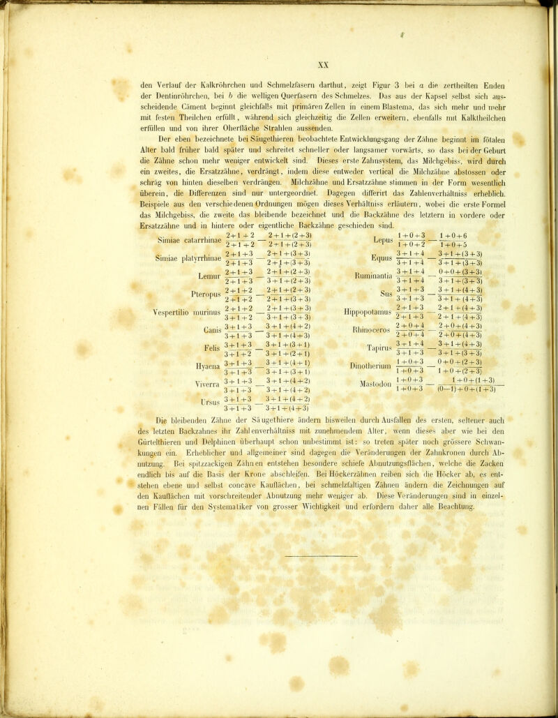 f XX den Verlauf der Kalkröhrchen und Schmelzfasern darlhut, zeigt Figur 3 hei a die zertheilten Enden der Dentinröhrchen, bei b die welligen Querfasern des Schmelzes. Das aus der Kapsel selbst sich aus- scheidende Cäment beginnt gleichfalls mit primären Zellen in einem Diastema, das sich mehr und mehr mit festen Theilchen erfüllt, während sich gleichzeitig die Zellen erweitern, ebenfalls mit Kalklheilchen erfüllen und von ihrer Ohertläche Strahlen aussenden. Der eben bezeichnete bei Säugethieren beobachtete Entwicklungsgang der Zähne beginnt im fötalen Alter bald früher bald später und schreitet schneller oder langsamer vorwärts, so dass bei der Geburt die Zähne schon mehr weniger entwickelt sind. Dieses erste Zahnsystem, das Milchgebiss, wird durch ein zweites, die Ersatzzähne, verdrängt, indem diese entweder vertical die Milchzähne abstossen oder schräg von hinten dieselben verdrängen. Milchzähne und Ersatzzähne stimmen in der Form wesentlich überein, die Differenzen sind nur untergeordnet. Dagegen differirt das Zahlenverhällniss erheblich. Beispiele aus den verschiedenen Ordnungen mögen dieses Verhältniss erläutern, wobei die erste Formel das Milchgebiss, die zweite das bleibende bezeichnet und die Backzähne des letztem in vordere oder Ersatzzähne und in hintere oder eigentliche Backzähne geschieden sind. 9_i_ i 9 9 -i-1 _i_ o _l_ m Simiae catarrhinae Simiae platyrrhinae Lemur Pteropus Vespertilio murinus Canis Felis Hyaena Viverra Ursus 2+ 1 +2 2 4-14 (2 4- 3) 1+0 + 3 1 +0 + 6 2 + 1 +2 2 + 1 + (2 + 3) LjcU Uo 1 + 0 + 2 1 + 0 + 5 2 + 1+3 2+ 1 +(3 + 3) 3+1+4 34-1 4-(34-3) 2 + 1 + 3 2 + 1+ (3 + 3) 3 4- 1 4~ 4 3 + 1 + (3 + 3) 2 + 1 + 3 2+1 +(2 + 3) 3 + 1 + 4 04-04- (34-3) 2 + 1 + 3 3 + l + (2 + 3) 3 + 1+4 3 +1 + (3+ 3) 2 + 2 + 1+2 1+2 2 4 1 4- (2 4- 3) 2 + 1 + (3 + 3) Sus 34-14-3 3 + 1+3 3 4- 1 4- (4 4- 3) 3+1+(4 + 3) 2 + 1 + 2 2 +1 +(3 + 3) 2+1+3 2 + 1 + (4 + 3) 3 + 1 + 2 3-4- 1 4* (3 4- 3) 2+1+3 2+ 1 + (4+3) 3 + 1 + 3 3 + 1 + (4 + 2) Bhinoceros 2 + 0 + 4 2 + 0+(4+ 3) 3 + 1 + 3 3 4-1 4- (4 4- 3) 2+0 + 4 2 + 0 +(4 + 3) 3+ 1 + 3 3 -h 1 4- (3 4- 1) Tamm«: 3 -t-1 4- 4 3 4- 1 4- (4 4- 3) 3 + 1 + 2 3 4- 1 4- (2 4- 1) 3 + 1 + 3 34-1-4 (3 4-3) 3 + 1+3 3 + 1 +(4+ 1) Dinotherium 1+0+3 0 + 0 + (2 + 3) 3 4- 1+3 3 4- 1 4- (3 4- 1) 1 +0 + 3 1 +0 + (2 + 3) 3 + 1+3 3+ 1 +(4 + 2) Mastodon 14-04-3 1 +0+(l - 3 + 1+3 3 +1 + (4 + 2) 1 4 0 4- 3 (0—l) + 0 + (l 3 4* 1+3 3 4- 1 4- (4 4- 2) 3 + 1+3 3 4 1 4~ (4 4- 3) ■3) Die bleibenden Zähne der Säugethiere ändern bisweilen durch Ausfallen des ersten, seltener auch des letzten Backzahnes ihr Zahlenverhältniss mit zunehmendem Alter, wenn dieses aber wie bei den Gürtelthieren und Delphinen überhaupt schon unbestimmt ist: so treten später noch grössere Schwan- kungen ein. Erheblicher und allgemeiner sind dagegen die Veränderungen der Zahnkronen durch Ab- nutzung. Bei spitzzackigen Zähnen entstehen besondere schiefe Abnutzungsflächen, welche die Zacken endlich bis auf die Basis der Krone abschleifen. Bei Höckerzähnen reiben sich die Höcker ab, es ent- stehen ebene und selbst concave Kauflächen, bei schmelzfältigen Zähnen ändern die Zeichnungen auf den Kauflächen mit vorschreitender Abnutzung mehr weniger ab. Diese Veränderungen sind in einzel- nen Fällen für den Systematiker von grosser Wichtigkeit und erfordern daher alle Beachtung.