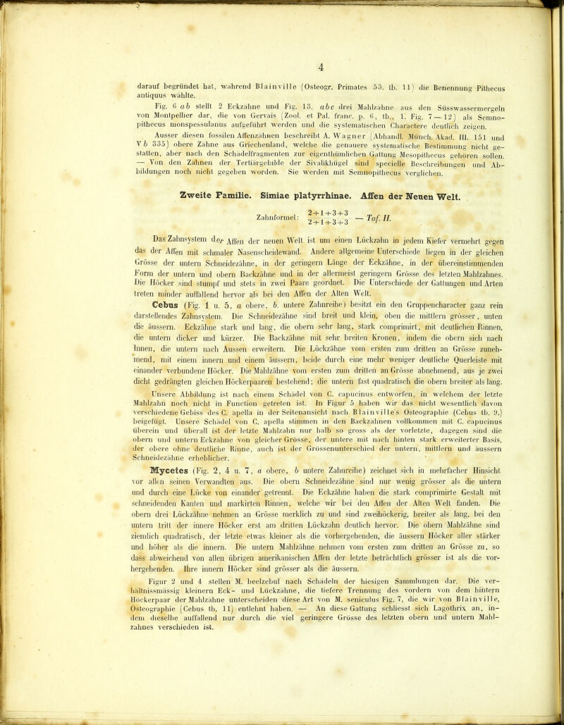 darauf begründet bat, wahrend Blainville (Osteogr. Primates 53. tb. 11) die Benennung Pithecus antiquus wählte. Fig. 6 ab stellt 2 Eckzähne und Fig. Io. abc drei Mahlzähne aus den Süsswassermergeln von Montpellier dar, die von Gervais (Zool. et Pal. franc. p. 6, tb., 1. Fig. 7 —12) als Semno- pithecus monspessulanus aufgeführt werden und die systematischen Charactere deutlich zeigen. Ausser diesen fossilen Affenzähnen beschreibt A. Wagner (Abhandl. Münch. Akad. III. 151 und V b 335) obere Zähne aus Griechenland, welche die genauere systematische Bestimmung nicht ge- statten, aber nach den Schädelfragmenten zur eigenthümlichen Gattung Mesopithecus gehören solien — Von den Zähnen d'er Tertiärgebilde der Sivalikhügel sind specielle Beschreibungen und Ab- bildungen noch nicht gegeben worden. Sie werden mit Semnopithecus verglichen. Zweite Familie. Simiae platyrrhinae. Affen der Neuen Welt. r, i e , 2-1- 1 +3 + 3 rr f TT Zahnformel: 2 + , ^y + 3 - Taf. II. Das Zahnsystem <lc+ Allen der neuen Welt ist um einen Lückzahn in jedem Kiefer vermehrt gegen das der Affen mit schmaler Nasenscheidewand. Andere allgemeine Unterschiede liegen in der gleichen Grösse der untern Schneidezähne, in der geringem Länge der Eckzähne, in der übereinstimmenden Form der untern und obern Backzähne und in der allermeist geringem Grösse des letzten Mahlzahnes. Die Höcker sind stumpf und stets in zwei Paare geordnet. Die Unterschiede der Gattungen und Arten treten minder auffallend hervor als bei den Affen der Allen Welt. Cebus (Fig. 1 u. 5, a obere, b. untere Zahnreihe) besitzt ein den Gruppencharacter ganz rein darstellendes Zahnsystem. Die Schneidezähne sind breit und klein, oben die mittlern grösser, unten die äussern. Eckzähne stark und lang, die obern sehr lang, stark comprimirt, mit deutlichen Punnen, die untern dicker und kürzer. Die Backzähne mit sehr breiten Kronen, indem die obern sich nach Innen, die untern nach Aussen erweitern. Die Lückzähne vom ersten zum dritten an Grösse zuneh- mend, mit einem innern und einem äussern, beide durch eine mehr weniger deutliche Querleiste mit einander verbundene Höcker. Die Mahlzähne vom ersten zum dritten an Grösse abnehmend, aus je zwei dicht gedrängten gleichen Höckerpaaren bestehend; die untern fast quadratisch die obern breiter als lang. Unsere Abbildung ist nach einem Schädel von C. capucinus entworfen, in welchem der letzte Mahlzahn noch nicht in Function getreten ist. In Figur 5 haben wir das nicht wesentlicli davon verschiedene Gebiss des C. apella in der Seitenansicht nach Blainville’s Osteographie (Cebus tb. 9.) beigefügt. Unsere Schädel von C. apella stimmen in den Backzähnen vollkommen mit C. capucinus überein und überall ist der letzte Mahlzahn nur halb so gross als der vorletzte, dagegen sind die obern und untern Eckzähne von gleicher Grösse, der untere mit nach hinten stark erweiterter Basis, der obere ohne deutliche Rinne, auch ist der Grössenunterschied der untern, mittlern und äussern Schneidezähne erheblicher. Mycetes (Fig. 2, 4 u. 7, a obere, b untere Zahnreihe) zeichnet sich in mehrfacher Hinsicht vor allen seinen Verwandten aus. Die obern Schneidezähne sind nur wenig grösser als die untern und durch eine Lücke von einander getrennt. Die Eckzähne haben die stark comprimirte Gestalt mit schneidenden Kanten und markirten Kinnen, welche wir bei den Affen der Alten Welt fanden. Die obern drei Lückzähne nehmen an Grösse merklich zu und sind zweihöckerig, breiter als lang, bei den untern tritt der innere Höcker erst am dritten Lückzahn deutlich hervor. Die obern Mahlzähne sind ziemlich quadratisch, der letzte etwas kleiner als die vorhergehenden, die äussern Höcker aller stärker und höher als die innern. Die untern Mahlzähne nehmen vom ersten zum dritten an Grösse zu, so dass abweichend von allen übrigen amerikanischen Affen der letzte beträchtlich grösser ist als die vor- hergehenden. Ihre innern Höcker sind grösser als die äussern. Figur 2 und 4 stellen M. beelzebul nach Schädeln der hiesigen Sammlungen dar. Die ver- hältnissmässig kleinern Eck- und Lückzähne, die tiefere Trennung des vordem von dem hintern Höckerpaar der Mahlzähne unterscheiden diese Art von M. seniculus Fig. 7, die wir von Blainville, Osteographie (Cebus tb. 11) entlehnt haben. — An diese Gattung schliesst sich Lagothrix an, in- dem dieselbe auffallend nur durch die viel geringere Grösse des letzten obern und untern Mahl- zahnes verschieden ist.