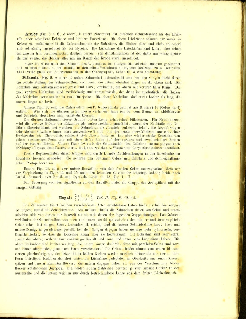 o Ateles (Fig. 3 m 6, a obere, b untere Zahnreihe) hat dieselben Schneidezähne als der Brüll- affe, aber schmälere Eckzähne und breitere Backzähne. Die obern Lückzähne nehmen nur wenig an Grösse zu, auffallender ist die Grössenabnahme der Mahlzähne, die Höcker aller sind nicht so scharf und selbständig ausgebildet als bei Mycetes. Die Lückzähne des Unterkiefers sind klein, aber schon am zweiten tritt der Innenhöcker deutlich hervor. Von den Mahlzähnen ist der dritte nur wenig kleiner als der zweite, die Höcker aller nur im Rande der Krone stark ausgebildet. Figur 3 u. 6 ist nach dem Schädel des A. paniscus im hiesigen Meckelschen Museum gezeichnet und zu diesem stellt A. arachnoides in demselben Verhältniss als Mycetes beelzebul zu M. seniculus. Blainville giebt von A. arachnoides in der Osteographie, Cebus tb. 5 eine Zeichnung. Pithecia (Fig. 9. a obere, b untere Zahnreihe) unterscheidet sich von den vorigen leicht durch die schiefe Stellung der ’Schneidezähne, von denen die untern überdies länger als die obern sind. Die Eckzähne sind verhältnissmässig gross und stark, dreikantig, die obern mit vordrer tiefer Rinne. Die zwei vordem Lückzähne sind zweihöckerig und unregelmässig, der dritte ist quadratisch, die Höcker der Mahlzähne verschmelzen in zwei Querjoche. Die obern Mahlzähne sind etwas breiter als lang, die untern länger als breit. Unsere Figur 9. zeigt das Zahnsystem von P. leucocephala und ist aus Blainville (Cebus tb. 6) entlehnt. Wie sich die übrigen Arten hierzu verhalten, habe ich bei dem Mangel an Abbildungen und Schädeln derselben nicht ermitteln können. Die übrigen Gattungen dieser Gruppe bieten keine erheblichen Differenzen. Für Nyctipithecus wird die geringe Grösse der Eckzähne als unterscheidend angeführt, worin der Nachtaffe mit Cal- lithrix übereinstimmt, hei welchem die Schneidezähne ziemlich senkrecht stehen, die kegelförmigen sehr kleinen Eckzähne innen stark ausgeschweift sind, und der letzte obere Mahlzahn nur ein kleiner Höckerzahn ist. Chrysothrix schliesst sich diesen innig an, hat aber wieder starke Eckzähne von scharf dreikantiger Form und mit einer tiefen Rinne auf der vordem und zwei seichtere Rinnen auf der äussern Fläche. Unsere Figur 10 stellt die Seitenansicht des Callithrix entomophagus nach d’Orbignv’s Voyage dans l’Amer. merid. tb. 4 dar, welchen A. Wagner mit Chrysothrix sciurea identificirt. Fossile Repräsentanten dieser Gruppe sind durch Lund’s Nachforschungen in den Knochenhöhlen Brasiliens bekannt geworden. Sie gehören den Gattungen Cebus und Callithrix und dem eigenthüm- lichen Protopithecus an. Unsere Fig. 13. zeigt vier untere Backzähne von dem fossilen Cebus macrognathus, dem wir zur Vergleichung in Figur 11 und 15 noch den lebenden C. cirrhifer beigefügt haben; beide nach Lund, Bcmaerk. over Brasil, udd. Dyrskab. 1842, tb. 38, Fig. 4 — 7. Den Uebergang von den eigentlichen zu den Halbaffen bildet die Gruppe der Arctopitheci mit der einzigen Gattung Hapale \X\Xs±2 Ta^ 11 Fuj' 8' 12‘ 14’ Das Zahnsystem bietet bei den verschiedenen Arten erheblichere Unterschiede als bei den vorigen Gattungen, zumal die Schneidezähne. Am meisten ähneln die Zahnreihen denen von Cebus und unter- scheiden sich von diesen nur insoweit als sie sich denen der folgenden Gruppe hinneigen. Das Grössen- verhältniss der Schneidezähne von oben und unten sowohl ajs zwischen den mittlern und äussern gleicht Cebus sehr. Bei einigen Arten, besonders H. rnidas. sind die untern Schneidezähne kurz, breit und meisseiförmig, in gerade Linie gestellt, bei den übrigen dagegen haben sie eine mehr cylindrische, ver- längerte Gestalt, so dass die Eckzähne kaum über sie hervorragen. Die Eckzähne sind sehr stark, zumal die obern, welche eine dreikantige Gestalt und vorn und innen eine Längsrinne haben. Die obern Backzähne sind breiter als lang, die untern länger als breit, diese mit parallelen Seiten und vorn und hinten abgerundet, jene nach Innen verschmälert. Die Grösse beider nimmt vom ersten bis zum vierten gleichmässig zu, der letzte ist in beiden Kiefern wieder merklich kleiner als der vierte. Ihre Form betreffend bestehen die drei ersten als Lückzähne gedeuteten im Oberkiefer aus einem äussern spitzen und innern stumpfen Höcker, die untern dagegen haben ein aus der Verschmelzung beider Höcker entstandenes Querjoch. Die beiden obern Mahlzähne besitzen je zwei scharfe Höcker an der Aussenseite und die untern weichen nur durch beträchtlichere Länge von dem dritten Lückzähne ab.