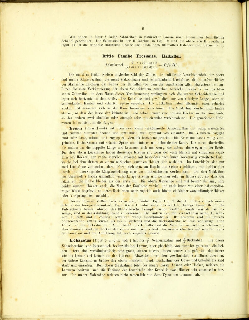 Wir haben in Figur 8 beide Zahnreihen in natürlicher Grösse nach einem liier befindlichen Schädel gezeichnet. Die Seitenansicht der H. Jacchus in Fig. 12 und die obere von H. rosalia in Figur 14 ist die doppelte natürliche Grösse und beide nach Blainville’s Osteographie (Cebus tb. 9). Dritte Familie Frosimiae. Zahnformel 2 +1 +(2 + 3) + 3 (2+3) + l + (2 + 3) + 3 Halbaffen. — Tafel III. Die meist in beiden Kiefern ungleiche Zahl der Zahne, die auffallende Verschiedenheit der obern und untern Schneidezähne, die meist spitzzackigen und scharfkantigen Lückzühne, die scharfem Höcker der Mahlzähne zeichnen das Gebiss der Halbaffen von dein der eigentlichen Affen characteristisch aus Durch die stele Verkümmerung der obern Schneidezähne entstehen wirkliche Lücken in der geschlos- senen Zahnreihe, ln dem Masse dieser Verkümmerung verlängern sich die untern Schneidezähne und legen sich horizontal in den Kiefer. Die Eckzähne sind gewöhnlich nur von mässiger Länge, aber mi schneidenden Kanten und scharfer Spitze versehen. Die Liickzähne haben allermeist einen scharfen Zacken und erweitern sich an der Basis besonders nach Innen. Die Mahlzähne werden nach hinten kleiner, so dass der letzte der kleinste ist. Sie haben immer zwei scharfe Höcker an der einen Seite, an der andern zwei ähnliche oder stumpfe oder mit einander verschmolzene. Die generischen Diffe- renzen fallen leicht in die Augen. Lemnr (Figur 1 — 4) hat oben zwei kleine verkümmerte Schneidezähne mit wenig erweiterten und ziemlich stumpfen Kronen und gewöhnlich auch getrennt von einander. Die 3 untern dagegen sind sehr lang, schmal und zugespitzt, ziemlich horizontal gestellt. Die Eckzähne haben völlig com- primirte, flache Kronen mit scharfer Spitze und hinlerer und schneidender Kante. Die obern übertreffen die untern um die doppelte Länge und krümmen sich nur wenig, die untern überwiegen in der Breite. Die drei obern Liickzähne haben dreiseitige Kronen und zwar der erste kleinste mit einfachem kegel- förmigen Höcker, der zweite merklich grössere mit besonders nach Innen höckerartig erweiterter Basis, welche bei dem dritten zu einem wirklichen stumpfen Höcker sich ausbildet. Im Unterkiefer sind nur zwei Liickzähne vorhanden, deren Form sich ganz an Hapale und Cebus anschliesst, von beiden aber durch die überwiegende Längsausdehnung sehr wohl unterschieden werden kann. Die drei Mahlzähne des Unterkiefers haben undeutlich vierhöckerige Kronen und nehmen sehr an Grösse ab, so dass der letzte um die Hälfte kleiner als der erste ist. Die obern Mahlzälme sind viel breiter als lang, ihre beiden äussern Höcker stark, die Milte der Kaufläche vertieft und nach Innen von einer halbmondför- migen Wulst begränzt, an deren Basis vorn oder zugleich auch hinten ein kleiner warzenförmiger Hocker oder Vorsprung sich ausbildet. Unsere Figuren stellen zwei Arten dar, nämlich Figur 1 u. 2 den L. albifrons nach einem Schädel der hiesigen Sammlung, Figur 3 u. 4 L. ruber nach Blainville, Osteogr. Lemur tb. 11. die Unterschiede beider, obwohl das Blainville'sche Exemplar schon weiter abgenutzt war als das un- serige, sind in der Abbildung leicht zu erkennen. Die andern von mir verglichenen Arten, L. mon- goz, L. catta und L. collaris, gewähren wenig Eigenthümliches. Bei ersterem sind die unteren Schneidezähne etwas kürzer als bei L. albifrons und die Backzahnreihe scldiesst sich innig, ohne Lücke, an den Eckzahn an. Am Schäde*l des L. catta sind die Nähte schon völlig verschwunden, aber dennoch sind die Höcker der Zähne noch sehr scharf, die innern überdies mit scharfen Kan- ten versehen und die Abnutzung hat noch nirgends gewirkt. Lichanotns (Figur 5 u. 6 L. indri) hat nur y Schneidezähne und y Backzähne. Die obern Schneidezähne sind beträchtlich breiter als bei Lemur, aber gleichfalls von einander getrennt; die bei- den untern sind verhältnismässig sehr gross, aussen convex, innen concav und gefurcht, der innere wie bei Lemur viel kleiner als der äussere. Abweichend von dem gewöhnlichen Verhältnis überwiegt der untere Eckzahn in Grösse den obern merklich. Beide Liickzähne des Ober- und Unterkiefers sind stark und einzackig. Den obern Mahlzähnen fehlt der innere basale Anhang oder Höcker, welchen die Lemuren besitzen, und die Theilung der Innenhälfte der Krone in zwei Höcker tritt entschieden her- vor. Die untern Mahlzähne weichen nicht wesentlich von dem Typus der Lemuren ab.