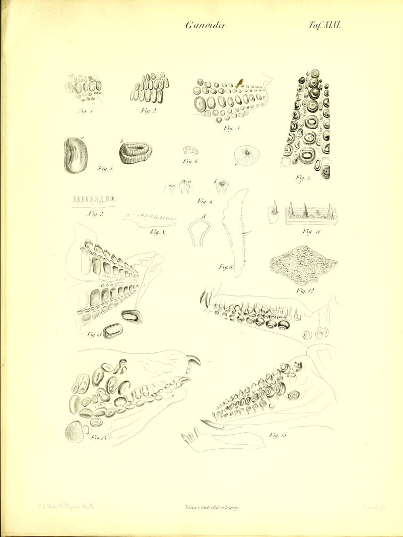 •V' O 9 Q cis mMXULK M\AMU'VUMbWVAj F/^JjUjl \JWvyi Fig. /J,. \ Ganoidei. Ta (WIM. 1 fl'/da r. (/wir(flvl inLäpzü/.